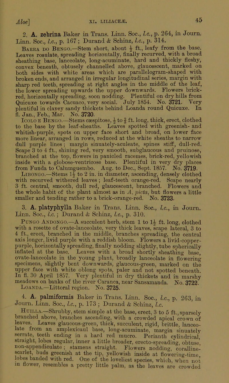 2. A. zebrina Baker in Trans. Linn. Soc., l.c., p. 264, in Journ. Linn. Soc., l.c., p. 167; Durand & Schinz, l.c., p. 314. Barra do Bengo.—Stem short, about ^ ft., leafy from the base. Leaves rosulate, spreading horizontally, finally recurved, with a broad sheathing base, lanceolate, long-acuminate, hard and thickly fleshy, convex beneath, obtusely channelled above, glaucescent, marked on both sides with white areas which are parallelogram-shaped with broken ends, and arranged in irregular longitudinal series, margin with sharp red teeth, spreading at right angles in the middle of the leaf, the lower spreading upwards the upper downwards. Flowers brick- red, horizontally spreading, soon nodding. Plentiful on dry hills from Quicuxe towards Cacuaco, very social. July 1854. No. 3721. Very plentiful in clayey sandy thickets behind Loanda round Quicuxe. In fl. Jan., Feb., Mar. No. 3720. Icolo e Bengo.—Stems csespitose, J to § ft. long, thick, erect, clothed to the base by the leaf-sheaths. Leaves spotted with greenish- and whitish-purple, spots on upper face short and broad, on lower face more linear, arranged in rows, reduced at the white sheaths to narrow dull purple lines ; margin sinuately-aculeate, spines stiff, dull-red. Scape 3 to 4 ft., shining red, very smooth, subglaucous and pruinose, branched at the top, flowers in panicled racemes, brick-red, yellowish inside with a globose-ventricose base. Plentiful in very dry places from Funda to Calumguembo. Aug. to Dec., Sept. 1857. No. 3719. Libongo.—Stems 1J to 2 in. in diameter, ascending, densely clothed with recurved withered leaves ; leaf-teeth orange-red. Scape nearly 3 ft. central, smooth, dull red, glaucescent, branched. Flowers and the whole habit of the plant almost as in A. picta, but flowers a little smaller and tending rather to a brick-orange-red. No. 3723. 3. A. platyphylla Baker in Trans. Linn. Soc., l.c., in Journ. Linn. Soc., l.c.• Durand & Schinz, l.c., p. 310. Pungo Andongo.—A succulent herb, stem 1 to 1^ ft. long, clothed with a rosette of ovate-lanceolate, very thick leaves, scape lateral, 3 to 4 ft., erect, branched in the middle, branches spreading, the central axis longer, livid purple with a reddish bloom. Flowers a livid-copper- purple, horizontally spreading, finally nodding slightly, tube spherically inflated at the base. Leaves with a broad shortly sheathing base, ovate-lanceolate in the young plant, broadly lanceolate in flowering specimens, slightly bent downwards, glaucous-green, marked on the upper face with white oblong spots, paler and not spotted beneath. In fl. 30 April 1857. Very plentiful in dry thickets and in marshy meadows on banks of the river Caranca, near Sansamanda. No. 3722. Loanda.—Littoral region. No. 3725. 4. A. palmiformis Baker in Trans. Linn. Soc., l.c., p. 263, in Journ. Linn. Soc., l.c., p. 173 ; Durand & Schinz, l.c. Hun,la.—Shrubby, stem simple at the base, erect, 3 to 5 ft., sparsely branched above, branches ascending, with a crowded apical crown of leaves. Leaves glaucous-green, thick, succulent, rigid, brittle, lanceo- late from an amplexicaul base, long-acuminate, margin sinuately serrate, teeth ending in a hard red mucro. Perianth cylindrical straight, lobes regular, inner a little broader, erecto-spreading, obtuse’ non-appendiculate ; stamens straight. Flowers nodding, coralline- scarlet, buds greenish at the tip, yellowish inside at flowering-time lobes banded with red. One of the loveliest species, which, when not in flower, resembles a pretty little palm, as the leaves are crowded