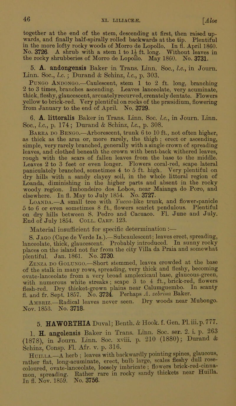 together at the end of the stem, descending at first, then raised up- wards, and finally half-spirally rolled backwards at the tip. Plentiful in the more lofty rocky woods of Morro de Lopollo. In fl. April 1860. No. 3726- A shrub with a stem 1 to 14 ft. long. Without leaves in the rocky shrubberies of Morro de Lopollo. May 1860. No. 3731. 5. A. andongensis Baker in Trans. Linn. Soc., l.c., in Journ. Linn. Soc., l.c. ; Durand & Schinz, l.c., p. 303. Pungo Andongo.—Caulescent, stem 1 to 2 ft. long, branching 2 to 3 times, branches ascending. Leaves lanceolate, very acuminate, thick, fleshy, glaucescent, arcuatelyrecurved, crenately dentate. Flowers yellow to brick-red. Very plentiful on rocks of the presidium, flowering from January to the end of April. No. 3729. 6. A. littoralis Baker in Trans. Linn. Soc. l.c., in Journ. Linn. Soc., l.c., p. 174; Durand & Schinz, l.c., p. 308. Barra do Bengo.—Arborescent, trunk 6 to 10 ft., not often higher, as thick as the arm or, more rarely, the thigh ; erect or ascending, simple, very rarely branched, generally with a single crown of spreading leaves, and clothed beneath the crown with bent-back withered leaves, rough with the scars of fallen leaves from the base to the middle. Leaves 2 to 3 feet or even longer. Flowers coral-red, scape lateral paniculately branched, sometimes 4 to 5 ft. high. Very plentiful on dry hills with a sandy clayey soil, in the whole littoral region of Loanda, diminishing in the higher parts and absent in the rocky woody region. Imbondeiro dos Lobos, near Maianga do Poro, and elsewhere. In fl. May to July 1854. No. 3727- Loanda.—A small tree with Fwcca-like trunk, and flower-panicle 5 to 6 or even sometimes 8 ft., flowers scarlet pendulous. Plentiful on dry hills between S. Pedro and Cacuaco. Fl. June and July. End of July 1854. Coll. Carp. 123. Material insufficient for specific determination :— S. Jago (Cape de Verde Is.).—Subcaulescent; leaves erect, spreading, lanceolate, thick, glaucescent. Probably introduced. In sunny rocky places on the island not far from the city Villa da Praia and somewhat plentiful. Jan. 1861. No. 3730. Zexza do Golungo.—Short stemmed, leaves crowded at the base of the stalk in many rows, spreading, very thick and fleshy, becoming ovate-lanceolate from a very broad amplexicaul base, glaucous-green, with numerous white streaks; scape 3 to 4 ft., brick-red, flowers flesh-red. Dry thicket-grown plains near Calumguembo. In scanty fl. and fr. Sept. 1857. No. 3724. Perhaps A. zebrina Baker. Ambriz.—Radical leaves never seen. Dry woods near Mubongo. Nov. 1853. No. 3718. 5. HAWORTHIA Duval; Bentli. & Hook. f. Gen. Pl.iii.p. 777. 1. H. angolensis Baker in Trans. Linn. Soc. ser. 2. i. p. 263 (1878), in Journ. Linn. Soc. xviii. p. 210 (1880); Durand & Schinz, Consp. Fl. Afr. v. p. 316. Huilla.—A herb ; leaves with backwardly pointing spines, glaucous, rather flat, long-acuminate, erect, bulb large, scales fleshy dull rose- coloured, ovate-lanceolate, loosely imbricate ; flowers brick-red-cinna- mon, spreading. Rather rare in rocky sandy thickets near Huilla. In fl! Nov. 1859. No. 3756.