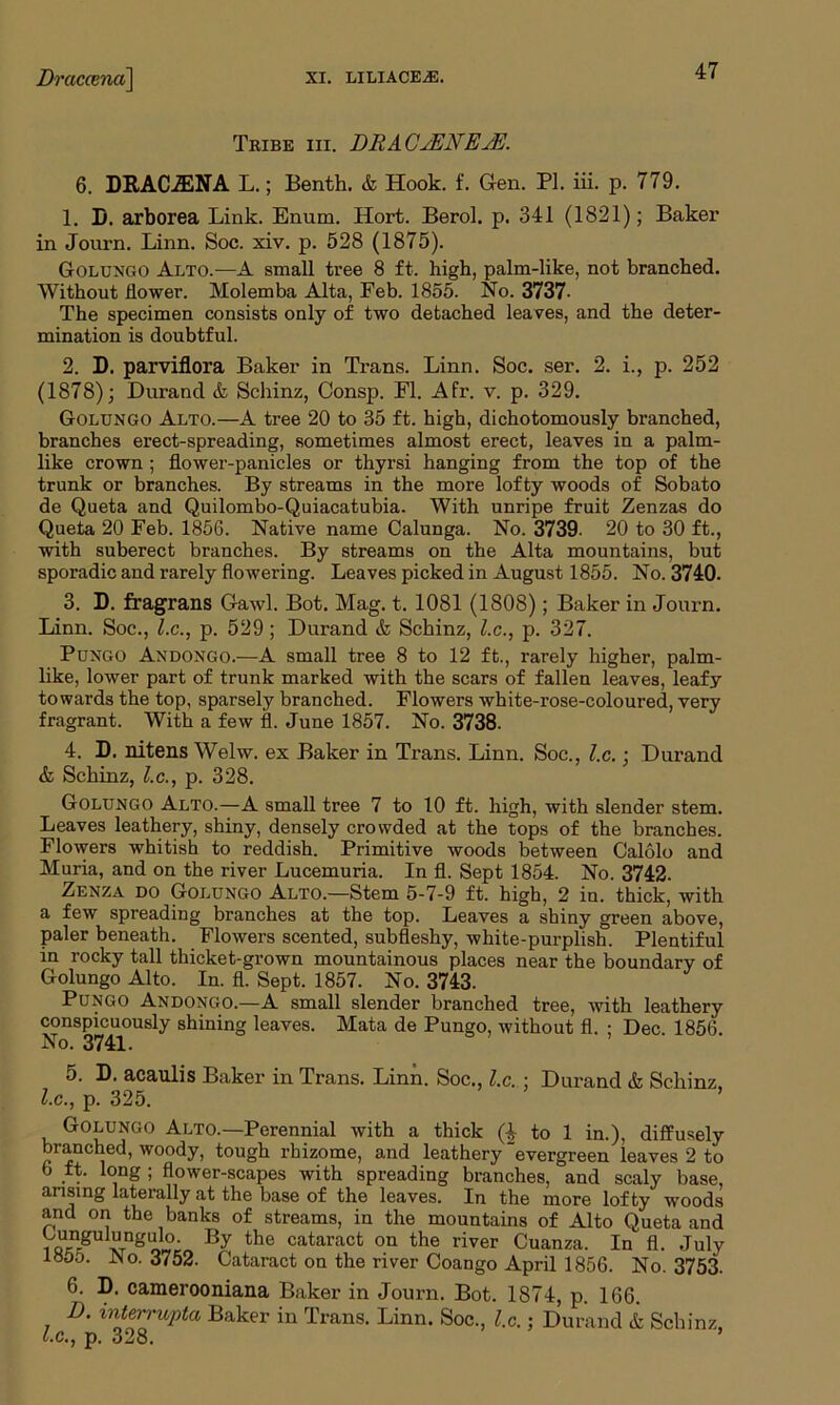 Tribe hi. DRACsENEsE. 6. DRAC^NA L.; Benth. & Hook. f. Gen. PI. iii. p. 779. 1. B. arborea Link. Enum. Hort. Berok p. 341 (1821); Baker in Journ. Linn. Soc. xiv. p. 528 (1875). Golungo Alto.—A small tree 8 ft. high, palm-like, not branched. Without flower. Molemba Alta, Feb. 1855. No. 3737- The specimen consists only of two detached leaves, and the deter- mination is doubtful. 2. D. parviflora Baker in Trans. Linn. Soc. ser. 2. i., p. 252 (1878); Durand & Schinz, Consp. FI. Afr. v. p. 329. Golungo Alto.—A tree 20 to 35 ft. high, dichotomously branched, branches erect-spreading, sometimes almost erect, leaves in a palm- like crown ; flower-panicles or thyrsi hanging from the top of the trunk or branches. By streams in the more lofty woods of Sobato de Queta and Quilombo-Quiacatubia. With unripe fruit Zenzas do Queta 20 Feb. 1856. Native name Calunga. No. 3739. 20 to 30 ft., with suberect branches. By streams on the Alta mountains, but sporadic and rarely flowering. Leaves picked in August 1855. No. 3740. 3. D. fragrans Gawl. Bot. Mag. t. 1081 (1808); Baker in Journ. Linn. Soc., l.c., p. 529; Durand & Schinz, l.c., p. 327. Pungo Andongo.—A small tree 8 to 12 ft., rarely higher, palm- like, lower part of trunk marked with the scars of fallen leaves, leafy towards the top, sparsely branched. Flowers white-rose-coloured, very fragrant. With a few fl. June 1857. No. 3738. 4. D. nitens Welvv. ex Baker in Trans. Linn. Soc., l.c.; Durand & Schinz, l.c., p. 328. Golungo Alto.—A small tree 7 to 10 ft. high, with slender stem. Leaves leathery, shiny, densely crowded at the tops of the branches. Flowers whitish to reddish. Primitive woods between Calolo and Muria, and on the river Lucemuria. In fl. Sept 1854. No. 3742. Zenza do Golungo Alto—Stem 5-7-9 ft. high, 2 in. thick, with a few spreading branches at the top. Leaves a shiny green above, paler beneath. Flowers scented, subfleshy, white-purplish. Plentiful in rocky tall thicket-grown mountainous places near the boundary of Golungo Alto. In. fl. Sept. 1857. No. 3743. Pungo Andongo.—A small slender branched tree, with leathery conspicuously shining leaves. Mata de Pungo, without fl. ; Dec 1856 No. 3741. 5. D. acaulis Baker in Trans. Linn. Soc., l.c. ; Durand & Schinz, l.c., p. 325. Golungo Alto.—Perennial with a thick (£ to 1 in.), diffusely branched, woody, tough rhizome, and leathery “evergreen leaves 2 to b ft. long ; flower-scapes with spreading branches, and scaly base, arising laterally at the base of the leaves. In the more lofty woods and on the banks of streams, in the mountains of Alto Queta and i QU^gU xrDgBy the cataract on the river Cuanza. In 11. July 1S55. No. 3752. Cataract on the river Coango April 1856. No. 3753. 6. B. camerooniana Baker in Journ. Bot. 1874, p. 166. D. interrupta Baker in Trans. Linn. Soc., l.c.; Durand & Schinz, l.c., p. 328.