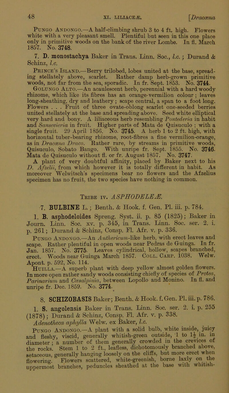 Pungo Andongo.—A half-climbing shrub 3 to 4 ft. high. Flowers white with a very pleasant smell. Plentiful but seen in this one place only in primitive woods on the bank of the river Lombe. In fl. March 1857. No. 3748. 7. D. monostachya Baker in Trans. Linn. Soc., l.c.; Durand & Schinz, l.c. Prince’s Island.—Berry trilobed, lobes united at the base, spread- ing stellately above, scarlet. Rather damp herb-grown primitive woods, not far from the sea, sporadic. In fr. Sept. 1853. No. 3744. Golungo Alto.—An acaulescent herb, perennial with a hard woody rhizome, which like its fibres has an orange-vermilion colour; leaves long-sheathing, dry and leathery ; scape central, a span to a foot long. Flowers . . . Fruit of three ovate-oblong scarlet one-seeded berries united stellately at the base and spreading above. Seed white elliptical very hard and bony. A liliaceous herb resembling Pontecleria in habit and Sansevieria in fruit. Higher parts of Mata de Quisuculo ; with a single fruit. 29 April 1856. No. 3745. A herb 1 to 2 ft. high, with horizontal tuber-bearing rhizome, root-fibres a fine vermilion-orange, as in Draccena Draco. Rather rare, by streams in primitive woods, Quisuculo, Sobato Bango. With unripe fr. Sept. 1855. No. 3746. Mata de Quisuculo without fl. or fr. August 1857. No. 3747. A plant of very doubtful affinity, placed by Baker next to his D. Afzelii, from which however it is totally different in habit. As moreover Welwitsch’s specimens bear no flowers and the Afzelius specimen has no fruit, the two species have nothing in common. Tribe iv. ASPHODELEjE. 7. BULBINE L.; Benth. & Hook. f. Gen. PI. in. p. 784. 1. B. asphodeloides Spreug. Syst. ii. p. 85 (1825); Baker in Journ. Linn. Soc. xv. p. 345, in Trans. Linn. Soc. ser. 2. i. p. 261; Durand & Schinz, Consp. Fl. Afr. v. p. 336. Pungo Andongo.—An Anthericum-like herb, with erect leaves and scape. Rather plentiful in open woods near Pedras de Guinga. In fr. Jan. 1857. No. 3775. Leaves cylindrical, hollow, scapes branched, erect. Woods near Guinga March 1857. Coll. Carp. 1038. Welw. Apont. p. 592, No. 114. Huilla.—A superb plant with deep yellow almost golden flowers. In more open rather sandy woods consisting chiefly of species of Protea, Parinarium and Ccesalpinia, between Lopollo and Monino. In fl. and unripe fr. Dec. 1859. No. 3774. 8. SCHIZOBASIS Baker; Benth. & Hook. f. Gen. PL iii. p. 7S6. 1. S. angolensis Baker in Trans. Linn. Soc. ser. 2. i. p. 255 (1878); Durand & Schinz, Consp. Fl. Afr. v. p. 338. Adenotheca aphylla Welw. ex Baker, l.c. Pungo Andongo.—A plant with a solid bulb, white inside, juicy and fleshy, viscid, generally whitish-green outside, 1 to H in. in diameter ; a number of them generally crowded in the crevices of the rocks. Stem 1 to 2 ft., leafless, dichotomously branched above, setaceous, generally hanging loosely on the cliffs, but more erect when flowering. Flowers scattered, white-greenish, borne laxly on the uppermost branches, peduncles sheathed at the base with whitish-