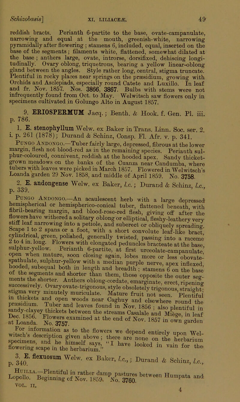 reddish bracts. Perianth 6-partite to the base, ovate-campanulate, narrowing and equal at the mouth, greenish-white, narrowing pyramidally after flowering ; stamens 6, included, equal, inserted on the base of the segments; filaments white, flattened, somewhat dilated at the base ; anthers large, ovate, introrse, dorsifixed, dehiscing longi- tudinally. Ovary oblong, triquetrous, bearing a yellow linear-oblong gland between the angles. Style rather long, central, stigma truncate. Plentiful in rocky places near springs on the praesidium, growing with Orchids and Asclepiads, especially round Catete and Luxillo. In leaf and fr. Nov. 1857. Nos. 3866, 3867. Bulbs with stems were not infrequently found from Oct. to May. Welwitsch saw flowers only in specimens cultivated in Golungo Alto in August 1857. 9. ERIOSPERMUM Jacq.; Benth. & Hook. f. Gen. PI. iii. p. 786. 1. E. stenophyllum Welw. ex Baker in Trans. Linn. Soc. ser. 2 i. p. 261 (1878); Durand & Schinz, Consp. FI. Afr. v. p. 341. Pungo Andongo.—Tuber fairly large, depressed, fibrous at the lower margin, flesh not blood-red as in the remaining species. Perianth sul- phur-coloured, connivent, reddish at the hooded apex. Sandy thicket- grown meadows on the banks of the Cuanza near Candumba, where tubers with leaves were picked in March 1857. Flowered in Welwitsch’s Loanda garden 29 Nov. 1858, and middle of April 1859. No. 3758. 2. E. andongense Welw. ex Baker, l.c.; Durand & Schinz, l.c.. Pungo Andongo.—An acaulescent herb with a large depressed hemispheric.! or hemispherico-conical tuber, flattened beneath, with hbnl-bearing margin, and blood-rose-red flesh, giving off after the flowers have withered a solitary oblong or elliptical, fleshy-leathery very stiff leaf narrowing into a petiole, and suberect or obliquely spreading Scape 1 to 2 spans or a foot, with a short convolute leaf-like bract cylindrical, green polished, generally twisted, passing into a raceme 2 to 4 m. long. Flowers with elongated peduncles bracteate at the base, sulphur-yellow Perianth 6-partite, at first urceolate-campanulate open when mature, soon closing again, lobes more or less obovate- spathulate, sulphur-yellow with a median purple nerve, apex inflexed hooded, subequal both in length and breadth ; stamen^ 6 on the base of the segments and shorter than them, those opposite the outer seg- ments the shorter. Anthers oblong-cordate, emarginate, erect ripening successively. Ovary ovate-trigonous, style obsoletely trigonous stramhri stigma very minutely muriculate. Mature fruit Jot seen. Plentiful presidium8 aTube?eaQ 7?°^ and elsewhere round the presidium, iuber and leaves found in Nov. 1856 • also nlentifnl ,'r, between the streams Casalale and Mttsge in leaf 2£J2£. NoowSiamined at tbe end °f «« <■ «£ £££ ln^orm.ati?n as to the flowers we depend entirely upon Wel- rPeSenseSand h? Pven^bove ! £h_ere are none on the herbarium specimens, and he himself says, “I have looked in vs in r™- flowering scape in the herbarium.” d f the' p. 34a fleXU0SUm Welw- ex Bake1'. u, i Durand & Schinz, l.c., bctwee “d VOL. II. 4