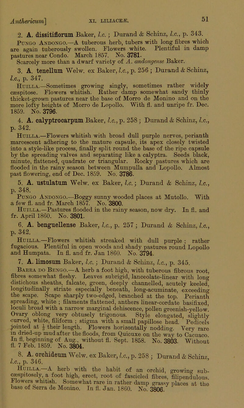 AnthericMrri\ xi. liliace/e. 2. A. dissitiflorum Baker, l.c. ; Durand & Schinz, l.c., p. 343. Pungo Andongo.—A tuberous herb, tubers with long fibres which are again tuberously swollen. Flowers white. Plentiful in damp pastures near Condo. March 1857. No. 3781. Scarcely more than a dwarf variety of A. andongeme Baker. 3. A. tenellum Welw. ex Baker, l.c., p. 256 ; Durand & Schinz, l.c., p. 347. Huilla.—Sometimes growing singly, sometimes rather widely casspitose. Flowers whitish. Rather damp somewhat sandy thinly thicket-grown pastures near the base of Morro de Monino and on the more lofty heights of Morro de Lopollo. With fl. and unripe fr. Dec. 1859. No. 3796. 4. A. calyptrocarpum Baker, l.c., p. 258 ; Durand & Schinz, l.c., p. 342. Huilla.—Flowers whitish with broad dull purple nerves, perianth marcescent adhering to the mature capsule, its apex closely twisted into a style-like process, finally split round the base of the ripe capsule by the spreading valves and separating like a calyptra. Seeds black, minute, flattened, quadrate or triangular. Rocky pastures which are flooded in the rainy season between Mumpulla and Lopollo. Almost past flowering, end of Dec. 1859. No. 3786. 5. A. ustulatum Welw. ex Baker, l.c.; Durand & Schinz, l.c., p. 348. Pungo Andongo.—Boggy sunny wooded places at Mutollo. With a few fl. and fr. March 1857. No. 3800. Huilla.—Pastures flooded in the rainy season, now dry. In fl. and fr. April 1860. No. 3801. 6. A. benguellense Baker, l.c., p. 257 ; Durand & Schinz, l.c., p. 342. Huilla.—Flowers whitish streaked with dull purple ; rather fugacious. Plentiful in open woods and shady pastures round Lopollo and Humpata. In fl. and fr. Jan 1860. No. 3794. 7. A. limosum Baker, l.c. ; Durand & Schinz, l.c., p. 345. Barra do Bengo.—A herb a foot high, with tuberous fibrous root, fibres somewhat fleshy. Leaves subrigid, lanceolate-linear with long distichous sheaths, falcate, green, deeply channelled, acutely keeled, longitudinally striate especially beneath, long-acuminate, exceeding the scape. Scape sharply two-edged, branched at the top. Perianth spreading, white ; filaments flattened, anthers linear-cordate basifixed, loculi broad with a narrow marginal dehiscence, pollen greenish-yellow. Ovary oblong very obtusely trigonous. Style elongated, slightly curved, white, filiform ; stigma with a small papillose head. Pedicels jointed at -J- their length. Flowers horizontally nodding. Yery rare in dried-up mud after the floods, from Quicuxe on the way to Cacuaco In fl. beginning of Aug., without fl. Sept. 1858. No. 3803. Without fl. 7 Feb. 1859. No. 3804. 8. A. orchideum Welw. ex Baker, l.c., p. 258 : Durand & Schinz l.c., p. 346. Huilla. A herb with the habit of an orchid, growing sub- csespitosely, a foot high, erect, root of fascicled fibres, filipendulous , lowers whitish. Somewhat rare in rather damp grassy places at the base of Serra de Monino. In fl. Jan. 1860. No 3806