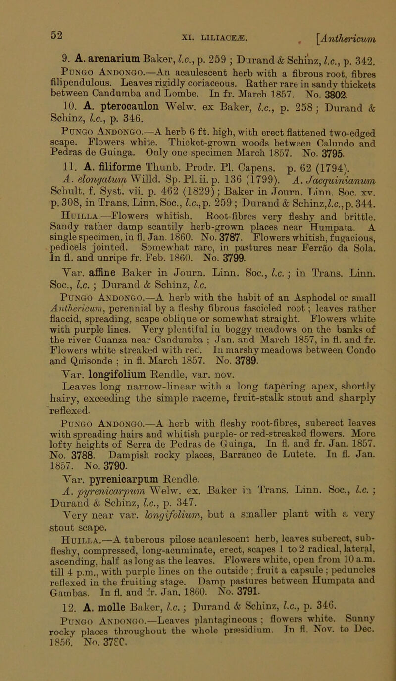 9. A. arenarium Baker, l.c., p. 259 ; Durand & Schinz, l.c., p. 342. Pungo Andongo.—An acaulescent herb with a fibrous root, fibres filipendulous. Leaves rigidly coriaceous. Rather rare in sandy thickets between Canduraba and Lombe. In fr. March 1857. No. 3802. 10. A. pterocaulon Weiw. ex Baker, l.c., p. 258 ; Durand <fc Schinz, l.c., p. 346. Pungo Andongo.—A herb 6 ft. high, with erect flattened two-edged scape. Flowers white. Thicket-grown woods between Calundo and Pedras de Guinga. Only one specimen March 1857. No. 3795. 11. A. filiforme Thunb. Prodr. PI. Capens. p. 62 (1794). A. elongatum Willd. Sp. PI. ii. p. 136 (1799). A. Jacquinianmn Schult. f. Syst. vii. p. 462 (1829); Baker in Journ. Linn. Soc. xv. p. 308, in Trans. Linn. Soc., Z.c.,p. 259 ; Durand & Schinz,Z.c.,p. 344. Huilla.—Flowers whitish. Root-fibres very fleshy and brittle. Sandy rather damp scantily herb-grown places near Humpata. A single specimen, in fl. Jan. 1860. No. 3787. Flowers whitish, fugacious, pedicels jointed. Somewhat rare, in pastures near Ferrao da Sola. In fl. and unripe fr. Feb. 1860. No. 3799. Yar. affine Baker in Journ. Linn. Soc., l.c.; in Trans. Linn. Soc., l.c. ; Durand & Schinz, l.c. Pungo Andongo.—A herb with the habit of an Asphodel or small Authericum, perennial by a fleshy fibrous fascicled root; leaves rather flaccid, spreading, scape oblique or somewhat straight. Flowers white with purple lines. Very plentiful in boggy meadows on the banks of the river Cuanza near Candumba ; Jan. and March 1857, in fl. and fr. Flowers white streaked with red. In marshy meadows between Condo and Quisonde ; in fl. March 1857. No. 3789. Var. longifolium Rendle, var. nov. Leaves long narrow-linear with a long tapering apex, shortly hairy, exceeding the simple raceme, fruit-stalk stout and sharply reflexed. Pungo Andongo.—A herb with fleshy root-fibres, suberect leaves with spreading hairs and whitish purple- or red-streaked flowers. More lofty heights of Serra de Pedras de Guinga. In fl. and fr. Jan. 1857. No. 3788. Dampish rocky places, Barranco de Lutete. In fl. Jan. 1857. No. 3790. Yar. pyrenicarpum Rendle. A. pyrenicarpum Welw. ex. Baker in Trans. Linn. Soc., l.c. ; Durand & Schinz, l.c., p. 347. Yery near var. longifolium, but a smaller plant with a very stout scape. Huilla.—A tuberous pilose acaulescent herb, leaves suberect, sub- fleshy, compressed, long-acuminate, erect, scapes 1 to 2 radical, lateral, ascending, half as long as the leaves. Flowers white, opeu from 10 a.m. till 4 p.m., with purple lines on the outside ; fruit a capsule ; peduncles reflexed in the fruiting stage. Damp pastures between Humpata and Gambas. In fl. and fr. Jan. 1860. No. 3791. 12. A. molle Baker, l.c.; Durand & Schinz, l.c., p. 346. Pungo Andongo.—Leaves plantagineous ; flowers white. Sunny rocky places throughout the whole presidium. In fl. Nov. to Dec. 1856. No. 3780,