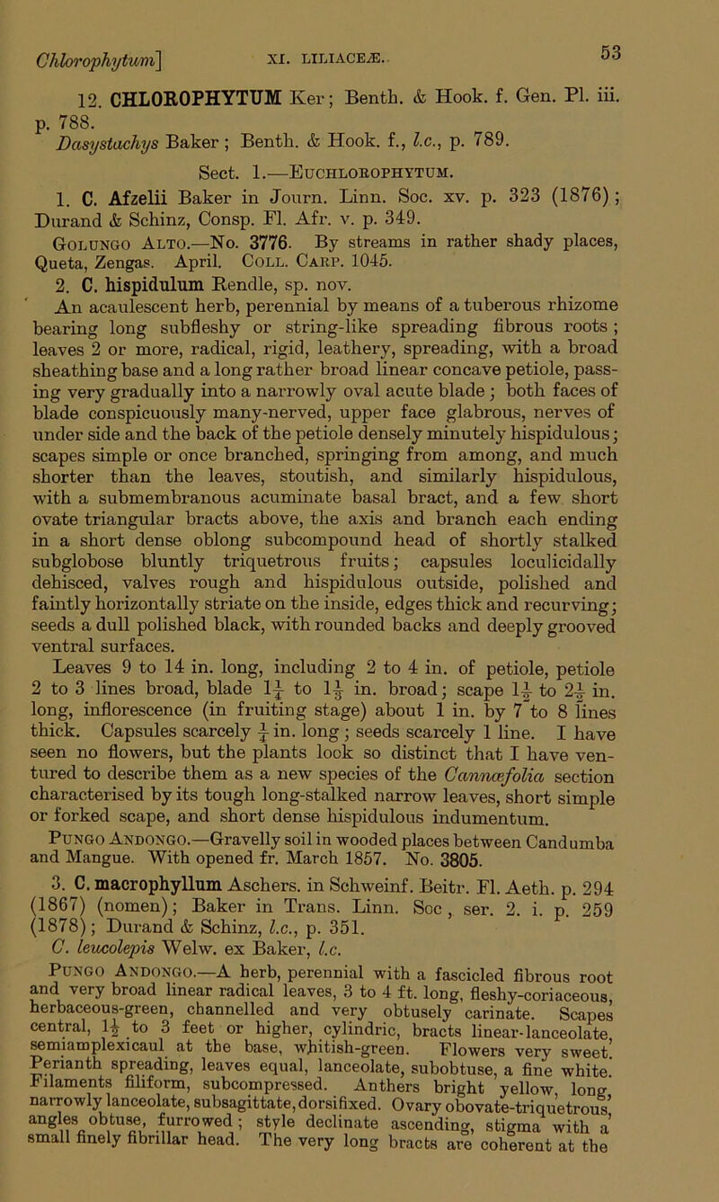 12. CHLOROPHYTUM Ker; Benth. & Hook. f. Gen. PL iii. p. 788. Dasystachys Baker ; Benth. & Hook, f., l.c., p. 789. Sect. 1.—Euchlorophytum. 1. C. Afzelii Baker in Journ. Linn. Soc. xv. p. 323 (1876) ; Durand & Schinz, Consp. FI. Afr. v. p. 349. Golungo Alto.—No. 3776. By streams in rather shady places, Queta, Zengas. April. Coll. Carp. 1045. 2. C. hispidulum Rendle, sp. nov. An acaulescent herb, perennial by means of a tuberous rhizome bearing long subfleshy or string-like spreading fibrous roots ; leaves 2 or more, radical, rigid, leathery, spreading, with a broad sheathing base and a long rather broad linear concave petiole, pass- ing very gradually into a narrowly oval acute blade ; both faces of blade conspicuously many-nerved, upper face glabrous, nerves of under side and the back of the petiole densely minutely hispidulous; scapes simple or once branched, springing from among, and much shorter than the leaves, stoutish, and similarly hispidulous, with a submembranous acuminate basal bract, and a few short ovate triangular bracts above, the axis and branch each ending in a short dense oblong subcompound head of shortly stalked subglobose bluntly triquetrous fruits; capsules loculicidally dehisced, valves rough and hispidulous outside, polished and faintly horizontally striate on the inside, edges thick and recurving; seeds a dull polished black, with rounded backs and deeply grooved ventral surfaces. Leaves 9 to 14 in. long, including 2 to 4 in. of petiole, petiole 2 to 3 lines broad, blade 1J to 1^ in. broad; scape li to 2^ in. long, inflorescence (in fruiting stage) about 1 in. by 7 to 8 lines thick. Capsules scarcely -fin. long; seeds scarcely 1 line. I have seen no flowers, but the plants look so distinct that I have ven- tured to describe them as a new species of the Canncefolia section characterised by its tough long-stalked narrow leaves, short simple or forked scape, and short dense hispidulous indumentum. Pungo Andongo.—Gravelly soil in wooded places between Candumba and Mangue. With opened fr. March 1857. No. 3805. 3. C. macrophyllum Aschers. in Schweinf. Beitr. FI. Aeth. p. 294 (1867) (nomen); Baker in Trans. Linn. Soc, ser. 2. i. p. 259 (1878); Durand & Schinz, l.c., p. 351. C. leiccolepis Welw. ex Baker, l.c. Pungo Andongo.—A herb, perennial with a fascicled fibrous root and very broad linear radical leaves, 3 to 4 ft. long, fleshy-coriaceous, herbaceous-green, channelled and very obtusely carinate. Scapes central, to 3 feet or higher, cylindric, bracts linear-lanceolate semiam pie xi caul at the base, wbitish-grcen. Flowers very sweet Perianth spreading, leaves equal, lanceolate, subobtuse, a fine white.’ .filaments filiform, subcompressed. Anthers bright yellow lone narrowly lanceolate, subsagittate,dorsifixed. Ovary obovate-triquetrous angles obtuse furrowed; style declinate ascending, stigma with a small finely fibrillar head. The very long bracts are coherent at the