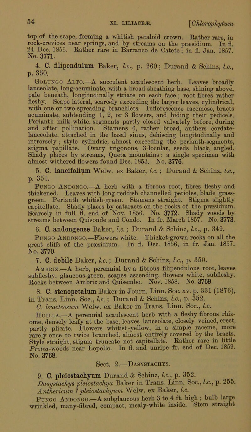 top of the scape, forming a whitish petaloid crown. Rather rare, in rock-crevices near springs, and by streams on the presidium. In fl. 24 Dec. 1856. Rather rare in Barranco de Catete; in fl. Jan. 1857. No. 3771. 4. C. filipendulum Baker, l.c., p. 260; Durand & Schinz, lx., p. 350. Golungo Alto.—A succulent acaulescent herb. Leaves broadly lanceolate, long-acuminate, with a broad sheathing base, shining above, pale beneath, longitudinally striate on each face ; root-fibres rather fleshy. Scape lateral, scarcely exceeding the larger leaves, cylindrical, with one or two spreading branchlets. Inflorescence racemose, bracts acuminate, subtending 1, 2, or 3 flowers, and hiding their pedicels. Perianth milk-white, segments partly closed valvately before, during and after pollination. Stamens 6, rather broad, anthers cordate- lanceolate, attached in the basal sinus, dehiscing longitudinally and introrsely ; style cylindric, almost exceeding the perianth-segments, stigma papillate. Ovary trigonous, 3-locular, seeds black, angled. Shady places by streams, Queta mountains ; a single specimen with almost withered flowers found Dec. 1853. No. 3776. 5. C. lancifolium Welw. ex Baker, l.c. ; Durand & Schinz, lx., p. 351. Pungo Andongo.—A herb with a fibrous root, fibres fleshy and thickened. Leaves with long reddish channelled petioles, blade grass- green. Perianth whitish-green. Stamens straight. Stigma slightly capitellate. Shady places by cataracts on the rocks of the presidium. Scarcely in full fl. end of Nov. 1856. No. 3772. Shady woods by streams between Quisonde and Condo. In fr. March 1857. No. 3773. 6. C. andongense Baker, l.c.; Durand & Schinz, l.c., p. 349. Pungo Andongo.—Flowers white. Thicket-grown rocks on all the great cliffs of the presidium. In fl. Dec. 1856, in fr. Jan. 1857. No. 3770. 7. C. debile Baker, l.c.; Durand & Schinz, l.c., p. 350. Amuriz.—A herb, perennial by a fibrous filipendulous root, leaves subfleshy, glaucous-green, scapes ascending, flowers white, subfleshy. Rocks between Ambriz and Quisembo. Nov. 1858. No. 3769. 8. C. stenopetalum Baker in Journ. Linn. Soc. xv. p. 331 (1876), in Trans. Linn. Soc., l.c. ; Durand & Schinz, l.c., p. 352. C. bracteosum Welw. ex Baker in Trans. Linn. Soc., l.c. Huilla.—A perennial acaulescent herb with a fleshy fibrous rhiz- ome, densely leafy at the base, leaves lanceolate, closely veined, erect, partly plicate. Flowers whitish-yellow, in a simple raceme, more rarely once to twice branched, almost entirely covered by the bracts. Style straight, stigma truncate not capitellate. Rather rare in little Protea-woods near Lopollo. In fl. and unripe fr. end of Dec. 1859. No. 3768. Sect. 2.—Dasystachys. 9. C. pleiostachyum Durand & Schinz, l.c., p. 352. Dasystachys pleiostachya Baker in Trans Linn. Soc., l.c., p. 255. Anthericum 1 pleiostachyum Welw. ex Baker, l.c. Pungo Andongo.—A subglaucous herb 3 to 4 ft. high ; bulb large wrinkled, many-fibred, compact, mealy-white inside. Stem straight