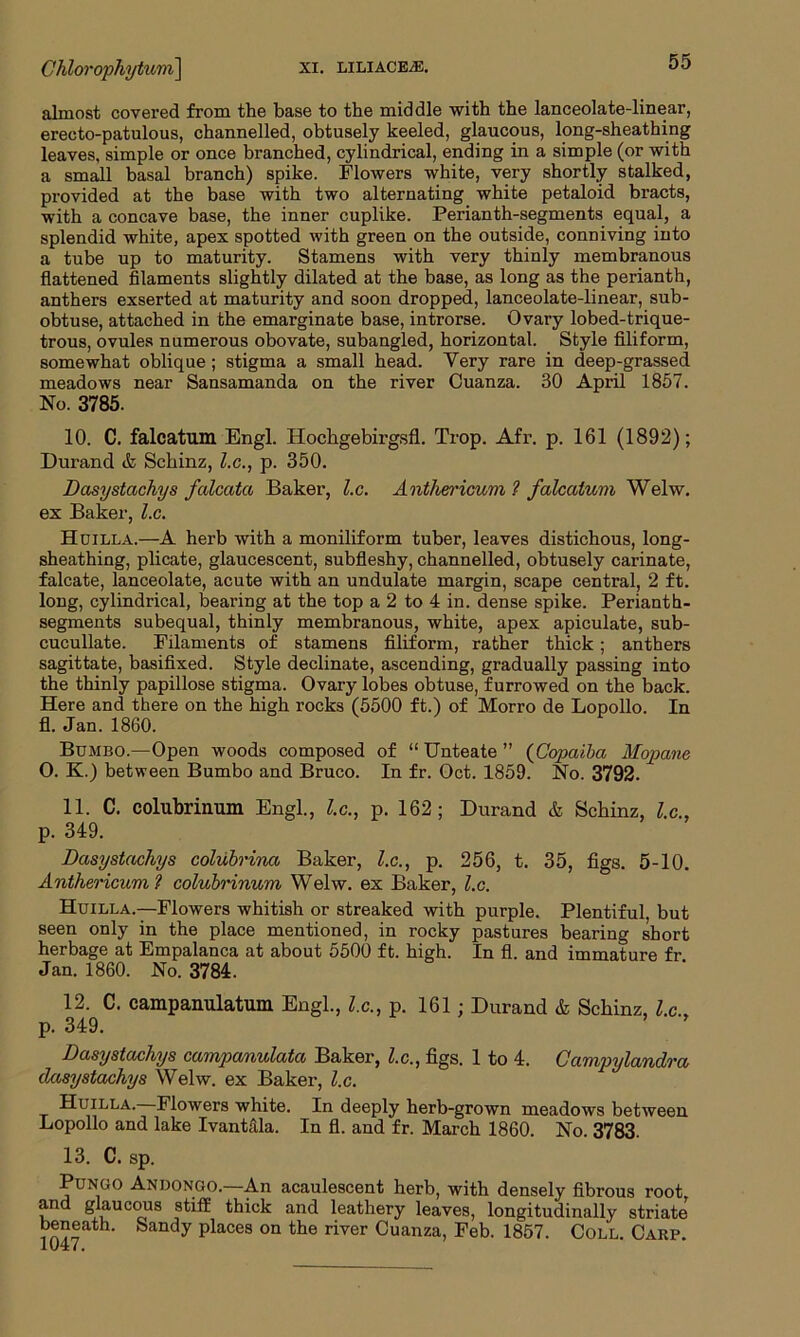 almost covered from the base to the middle with the lanceolate-linear, erecto-patulous, channelled, obtusely keeled, glaucous, long-sheathing leaves, simple or once branched, cylindrical, ending in a simple (or with a small basal branch) spike. Flowers white, very shortly stalked, provided at the base with two alternating white petaloid bracts, with a concave base, the inner cuplike. Perianth-segments equal, a splendid white, apex spotted with green on the outside, conniving into a tube up to maturity. Stamens with very thinly membranous flattened filaments slightly dilated at the base, as long as the perianth, anthers exserted at maturity and soon dropped, lanceolate-linear, sub- obtuse, attached in the emarginate base, introrse. Ovary lobed-trique- trous, ovules numerous obovate, subangled, horizontal. Style filiform, somewhat oblique ; stigma a small head. Very rare in deep-grassed meadows near Sansamanda on the river Cuanza. 30 April 1857. No. 3785. 10. C. falcatum Engl. Hochgebirgsfl. Trop. Afr. p. 161 (1892); Durand & Schinz, l.c., p. 350. Dcisystachys falcatci Baker, l.c. Anthericum? falcatum Welw. ex Baker, l.c. Huilla.—A herb with a moniliform tuber, leaves distichous, long- sheathing, plicate, glaucescent, subfleshy, channelled, obtusely carinate, falcate, lanceolate, acute with an undulate margin, scape central, 2 ft. long, cylindrical, bearing at the top a 2 to 4 in. dense spike. Perianth- segments subequal, thinly membranous, white, apex apiculate, sub- cucullate. Filaments of stamens filiform, rather thick; anthers sagittate, basifixed. Style declinate, ascending, gradually passing into the thinly papillose stigma. Ovary lobes obtuse, furrowed on the back. Here and there on the high rocks (5500 ft.) of Morro de Lopollo. In fl. Jan. 1860. Bumbo.—Open woods composed of “ Unteate ” (Copaiba Mopane O. K.) between Bumbo and Bruco. In fr. Oct. 1859. No. 3792. 11. C. colubrinum Engl., l.c., p. 162; Durand & Schinz, l.c., p. 349. Dasystachys colubrina Baker, l.c., p. 256, t. 35, figs. 5-10. Anthericum? colubrinum Welw. ex Baker, l.c. Huilla.—Flowers whitish or streaked with purple. Plentiful, but seen only in the place mentioned, in rocky pastures bearing short herbage at Empalanca at about 5500 ft. high. In fl. and immature fr Jan. 1860. No. 3784. 12. C. campanulatum Engl., l.c., p. 161; Durand & Schinz, l.c., p. 349. ’ ’ Dasystachys campanulata Baker, l.c., figs. 1 to 4. Gampylandra dasystachys Welw. ex Baker, l.c. Huilla.—Flowers white. In deeply herb-grown meadows between Lopollo and lake Ivantilla. In fl. and fr. March 1860. No. 3783. 13. C. sp. Punuo Andongo.—An acaulescent herb, with densely fibrous root, and glaucous stiff thick and leathery leaves, longitudinally striate beneath. Sandy places on the river Cuanza, Feb. 1857. Coll. Carp.
