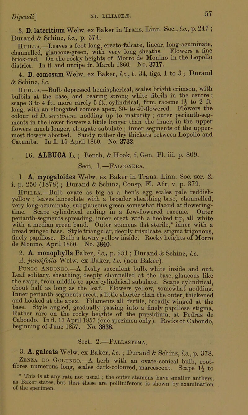 Dipcadi] xi. liliace.e. 3. D. lateritium Welvv. ex Baker in Trans. Linn. Soc., l.c., p. 24/ ; Durand & Schinz, l.c., p. 374. Huilla.—Leaves a foot long, erecto-falcate, linear, long-acuminate, channelled, glaucous-green, with very long sheaths. Flowers a fine brick-red. On the rocky heights of Morro de Monino in the Lopollo district. In fl. and unripe fr. March 1860. No, 3717. 4. D. comosum Welw. ex Baker, l.c., t. 34, figs. 1 to 3 ; Durand & Schinz, l.c. Huilla.—Bulb depressed hemispherical, scales bright crimson, with bulbils at the base, and bearing strong white fibrils in the centre ; scape 3 to 4 ft., more rarely 5 ft., cylindrical, firm, raceme 1^ to 2 ft long, with an elongated comose apex, 30- to 40-flowered. Flowers the colour of D. serotinum, nodding up to maturity ; outer perianth-seg- ments in the lower flowers a little longer than the inner, in the upper flowers much longer, elongate subulate ; inner segments of the upper- most flowers aborted. Sandy rather dry thickets between Lopollo and Catumba. In fl. 15 April 1860. No. 3732. 16. ALBIJCA L. ; Benth. & Hook. f. Gen. PI. iii. p. 809. Sect. 1.—Falconera. 1. A. myogaloides Welw. ex Baker in Trans. Linn. Soc. ser. 2. i. p. 250 (1878); Durand & Schinz, Consp. Fl. Afr. v. p. 379. Huilla.—Bulb ovate as big as a hen’s egg, scales pale reddish- yellow ; leaves lanceolate with a broader sheathing base, channelled, very long-acuminate, subglaucous green somewhat flaccid at flowering- time. Scape cylindrical ending in a few-flowered raceme. Outer perianth-segments spreading, inner erect with a hooked tip, all white with a median green band. Outer stamens flat sterile,* inner with a broad winged base. Style triangular, deeply trisulcate, stigma trigonous, finely papillose. Bulb a tawny yellow inside. Rocky heights of Morro de Monino, April 1860. No. 3840. 2. A. monophylla Baker, l.c., p. 251; Durand & Schinz, l.c. A.juncifolia Welw. ex Baker, l.c. (non Baker). Pungo Andongo.—A fleshy succulent bulb, white inside and out. Leaf solitary, sheathing, deeply channelled at the base, glaucous like the scape, from middle to apex cylindrical subulate. Scape cylindrical, about half as long as the leaf. Flowers yellow, somewhat nodding. Inner perianth-segments erect, a little shorter than the outer, thickened and hooked at the apex. Filaments all fertile, broadly winged at the base. Style angled, gradually passing into a finely papillose stigma. Rather rare on the rocky heights of the presidium, at Pedras de Cabondo. In fl. 17 April 1857 (one specimen only). Rocks of Cabondo, beginning of June 1857. No. 3838. Sect. 2.—Pallastema. 3. A. galeata Welw. ex Baker, l.c. ; Durand & Schinz, l.c., p. 378. Zenza do Golungo.—A herb with an ovate-conical bulb, root- fibres numerous long, scales dark-coloured, marcescent. Scape R to * This is at any rate not usual; the outer stamens have smaller anthers, as Laker states, but that these are polliniferous is shown by examination of the specimen.