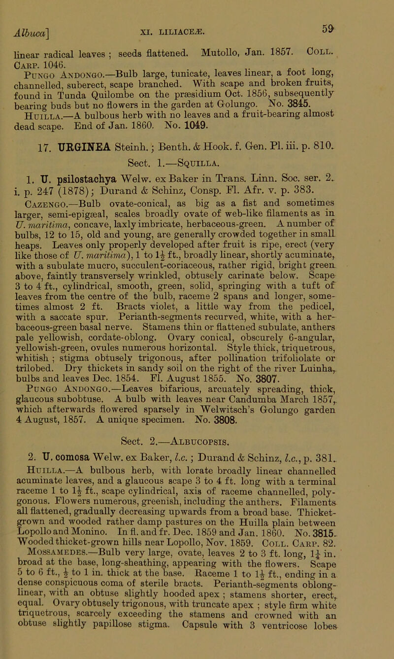 Albuccc] linear radical leaves ; seeds flattened. Mutollo, Jan. 1857. Coll. Cakp. 1046. . , , . Pungo Andoxgo.—Bulb large, tunicate, leaves linear, a toot long, channelled, suberect, scape branched. With scape and^ broken fruits, found in Tunda Quilombe on the praesidium Oct. 1856, subsequently- bearing buds but no flowers in the garden at Golungo. No. 3845. Huilla.—A bulbous herb with no leaves and a fruit-bearing almost dead scape. End of Jan. 1860. No. 1049. 17. URGINEA Steinh.; Benth. & Hook. f. Gen. PL iii. p. 810. Sect. 1.—Squilla. 1. TJ. psilostachya Welw. ex Baker in Trans. Linn. Soc. ser. 2. i. p. 247 (1878); Durand & Schinz, Consp. PL Afr. v. p. 383. Cazengo.-—Bulb ovate-conical, as big as a fist and sometimes larger, semi-epigseal, scales broadly ovate of web-like filaments as in TJ. viaritimci, concave, laxly imbricate, herbaceous-green. A number of bulbs, 12 to 15, old and young, are generally crowded together in small heaps. Leaves only properly developed after fruit is ripe, erect (very like those of TJ. maritima), 1 to 1J ft., broadly linear, shortly acuminate, with a subulate mucro, succulent-coriaceous, rather rigid, bright green above, faintly transversely wrinkled, obtusely carinate below. Scape 3 to 4 ft., cylindrical, smooth, green, solid, springing with a tuft of leaves from the centre of the bulb, raceme 2 spans and longer, some- times almost 2 ft. Bracts violet, a little way from the pedicel, with a saccate spur. Perianth-segments recurved, white, with a her- baceous-green basal nerve. Stamens thin or flattened subulate, anthers pale yellowish, cordate-oblong. Ovary conical, obscurely 6-angular, yellowish-green, ovules numerous horizontal. Style thick, triquetrous, whitish ; stigma obtusely trigonous, after pollination trifoliolate or trilobed. Dry thickets in sandy soil on the right of the river Luinha,. bulbs and leaves Dec. 1854. FI. August 1855. No. 3807. Pungo Andongo.—Leaves bifarious, arcuately spreading, thick, glaucous subobtuse. A bulb with leaves near Candumba March 1857,. which afterwards flowered sparsely in Welwitsch’s Golungo garden 4 August, 1857. A unique specimen. No. 3808. Sect. 2.—Albucopsis. 2. TJ. comosa Welw. ex Baker, l.c.; Durand & Schinz, l.c., p. 381. Huilla.—A bulbous herb, with lorate broadly linear channelled acuminate leaves, and a glaucous scape 3 to 4 ft. long with a terminal raceme 1 to 1£ ft., scape cylindrical, axis of raceme channelled, poly- gonous. Flowers numerous, greenish, including the anthers. Filaments all flattened, gradually decreasing upwards from a broad base. Thicket- grown and wooded rather damp pastures on the Huilla plain between Lopollo and Monino. In fl. and fr. Dec. 1859 and Jan. 1860. No. 3815. Wooded thicket-grown hills near Lopollo, Nov. 1859. Coll. Carp. 82. Mossamedes.—Bulb very large, ovate, leaves 2 to 3 ft. long, 1^ in. broad at the base, long-sheathing, appearing with the flowers. Scape 5 to 6 ft., ^ to 1 in. thick at the base. Raceme 1 to 1^- ft., ending in a dense conspicuous coma of sterile bracts. Perianth-segments oblong- linear, with an obtuse slightly hooded apex ; stamens shorter, erect,, equal. Ovary obtusely trigonous, with truncate apex ; style firm white triquetrous, scarcely exceeding the stamens and crowned with an