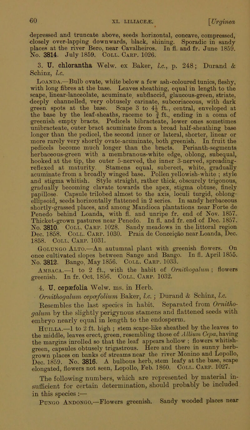 depressed and truncate above, seeds horizontal, concave, compressed, closely over-lapping downwards, black, shining. Sporadic in sandy places at the river Bero, near Cavalheiros. In fl. and fr. June 1859. No. 3814. July 1859. Coll. Carp. 1026. 3. U. chlorantha Welw. ex Baker, l.c., p. 248; Durand & Schinz, l.c. Loanda.—Bulb ovate, white below a few ash-coloured tunics, fleshy, with long fibres at the base. Leaves sheathing, equal in length to the scape, linear-lanceolate, acuminate, subflaccid, glaucous-green, striate, deeply channelled, very obtusely carinate, subcoriaceous, with dark green spots at the base. Scape 3 to 44 ft., central, enveloped at the base by the leaf-sheaths, raceme to f ft., ending in a coma of greenish empty bracts. Pedicels bibracteate, lower ones sometimes unibracteate, outer bract acuminate from a broad half-sheathing base longer than the pedicel, the second inner or lateral, shorter, linear or more rarely very shortly ovate-acuminate, both greenish. In fruit the pedicels become much longer than the bracts. Perianth-segments herbaceous-green with a membranous-white edge, oblong, subequal, hooked at the tip, the outer 5-nerved, the inner 3-nerved, spreading- reflexed at maturity. Stamens equal, suberect, white, gradually acuminate from a broadly winged base. Pollen yellowish-white ; style and stigma whitish. Style straight, rather thick, obscurely trigonous, gradually becoming clavate towards the apex, stigma obtuse, finely papillose. Capsule trilobed almost to the axis, loculi turgid, oblong ellipsoid, seeds horizontally flattened in 2 series. In sandy herbaceous shortly-grassed places, and among Mandioca plantations near Forte de Penedo behind Loanda, with fl. and unripe fr. end of Nov. 1857. Thicket-grown pastures near Penedo. In fl. and fr. end of Dec. 1857. No. 3810. Coll. Carp. 1028. Sandy meadows in the littoral region Dec. 1858. Coll. Carp. 1030. Praia de Conce^ao near Loanda, Dec. 1858. Coll. Carp. 1031. Golungo Alto.—An autumnal plant with greenish flowers. On once cultivated slopes between Sange and Bango. In fl. April 1855. No. 3812. Bango, May 1856. Coll. Carp. 1033. Ambaca.—1 to 2 ft., with the habit of Ornitliogalum ; flowers greenish. In fr. Oct. 1856. Coll. Carp. 1032. 4. U. cepaefolia Welw. ms. in Herb. Ornithogalum cepafolium Baker, l.c.; Durand & Schinz, l.c. Resembles the last species in habit. Separated from Ornitho- galum by the slightly perigynous stamens and flattened seeds with embryo nearly equal in length to the endosperm. Huilla.—1 to 2 ft. high ; stem scape-like sheathed by the leaves to the middle, leaves erect, green, resembling those of Allium Cepa, haying the margins inrolled so that the leaf appears hollow ; flowers whitish- green, capsules obtusely trigastrous. Here and there in sunny herb- grown places on banks of streams near the river Monino and Lopollo, Dec. 1859. No. 3816. A bulbous herb, stem leafy at the base, scape elongated, flowers not seen, Lopollo, Feb. 1860. Coll. Carp. 1027. The following numbers, which are represented by material in- sufficient for certain determination, should probably be included in this species :— Pungo Ax DONG o.—Flowers greenish. Sandy wooded places near