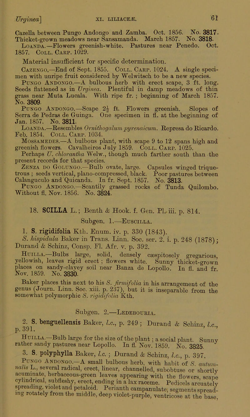 Cazella between Pungo Andongo and Zamba. Oct. 1856. No. 3817- Thicket-grown meadows near Sansamanda. March 1857. No. 3818- Loanda.—Flowers greenish-white. Pastures near Penedo. Oct. 1857. Coll. Carp. 1029. Material insufficient for specific determination. Cazengo.—End of Sept. 1855. Coll. Carp. 1024. A single speci- men with unripe fruit considered by Welwitsch to be a new species. Pungo Andongo.—A bulbous herb with erect scape, 3 ft. long. Seeds flattened as in Urginea. Plentiful in damp meadows of thin grass near Muta Lucala. With ripe fr. ; beginning of March 1857. No. 3809. Pungo Andongo.—Scape 24 ft. Flowers greenish. Slopes of Serra de Pedras de Guinga. One specimen in fl. at the beginning of Jan. 1857. No. 3811. Loanda.—Resembles Ornithogalum pyrenaicum. Represa do Ricardo. Feb. 1854. Coll. Carp. 1034. Mossamedes.—A bulbous plant, with scape 9 to 12 spans high and greenish flowers. Cavalheiros July 1859. Coll. Carp. 1025. Perhaps U. chlorantha Welw., though much farther south than the present records for that species. Zenza do Golungo.—Bulb ovate, large. Capsules winged trique- trous ; seeds vertical, piano-compressed, black. Poor pastures between Calanguculo and Quicanda. In fr. Sept. 1857. No. 3813. Pungo Andongo.—Scantily grassed rocks of Tunda Quilombo. Without fl. Nov. 1856. No. 382A 18. SCILLA L.; Benth & Hook. f. Gen. Pl. iii. p. 814. Subgen. 1.—Euscilla. 1. S. rigidifolia Kth. Enum. iv. p. 330 (1843). S. hispidulct Baker in Trans. Linn. Soc. ser. 2. i. p. 248 (1878); Durand & Schinz, Consp. Fl. Afr. v. p. 392. Huilla.—Bulbs large, solid, densely csespitosely gregarious, yellowish, leaves rigid erect ; flowers white. Sunny thicket-grown places on sandy-clayey soil near Banza de Lopollo. In fl and fr Nov. 1859. No. 3830. Baker places this next to his S. firmifolia in his arrangement of the genus (Journ. Linn. Soc. xiii. p. 237), but it is inseparable from the somewhat polymorphic S. rigidifolia Kth. Subgen. 2.—Ledebouria. 2. S. benguellensis Baker, l.c., p. 249 ; Durand & Schinz, l c p.391. Huilla —Bulb large for the size of the plant; a social plant. Sunny rather sandy pastures near Lopollo. In fl. Nov. 1859. No. 3825. 3. S. polyphylla Baker, l.c. ; Durand & Schinz, l.c., p. 397. Pungo Andongo.—A small bulbous herb, with habit of S. autuvi- nalis L., several radical, erect, linear, channelled, subobtuse or shortly acuminate herbaceous-green leaves appearing with the flowers, scape cylindrical, subfleshy, erect, ending in a lax raceme. Pedicels arcuately spreading violet and petaloid. Perianth campanulate, segments spread- ing rotately from the middle, deep violet-purple, ventricose at the base,