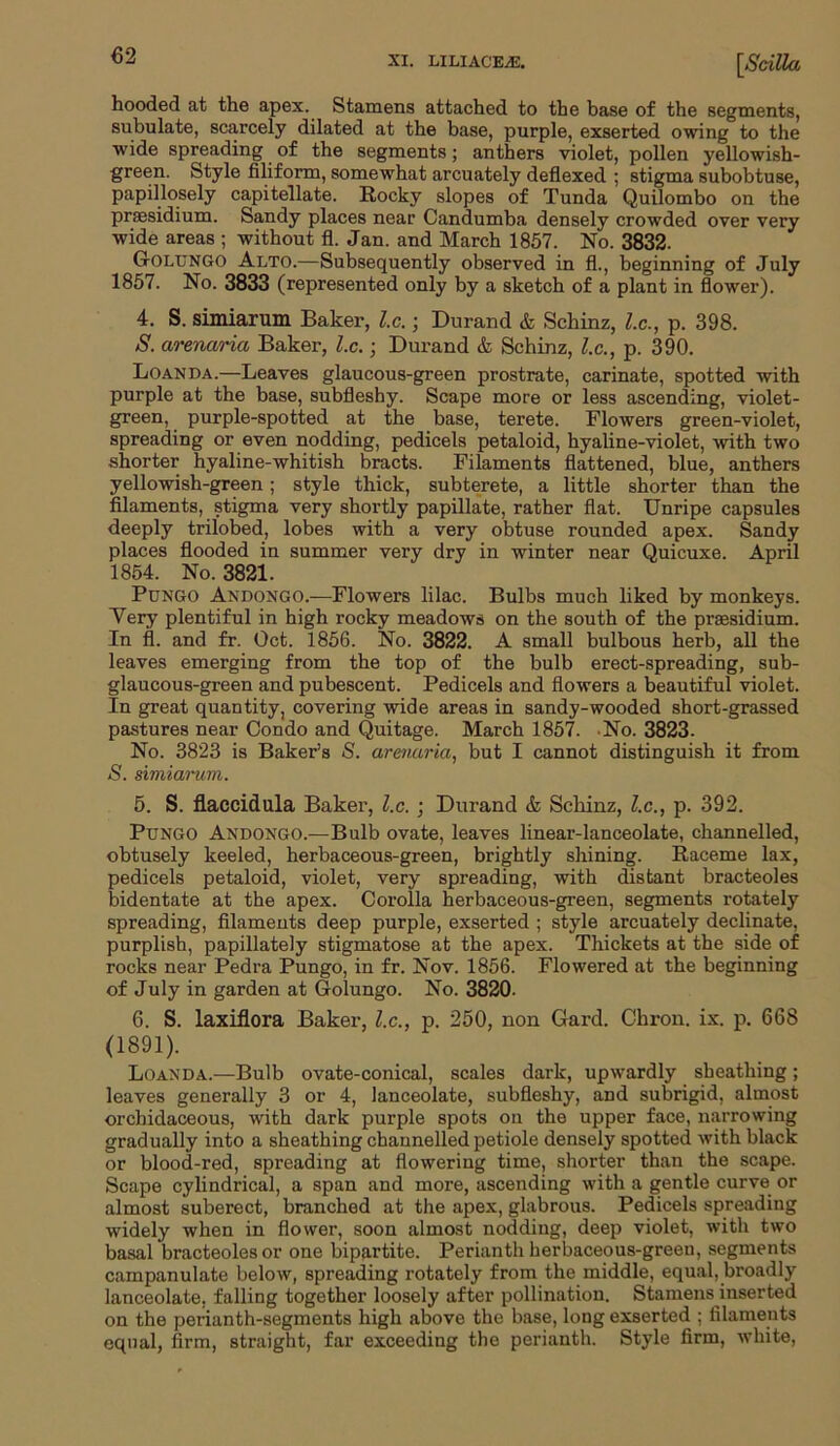<32 [Scilla hooded at the apex. Stamens attached to the base of the segments, subulate, scarcely dilated at the base, purple, exserted owing to the wide spreading of the segments; anthers violet, pollen yellowish- green. Style filiform, somewhat arcuately deflexed ; stigma subobtuse, papillosely capitellate. Rocky slopes of Tunda Quilombo on the presidium. Sandy places near Candumba densely crowded over very wide areas ; without fl. Jan. and March 1857. No. 3832. Golungo Alto.—Subsequently observed in fl., beginning of July 1857. No. 3833 (represented only by a sketch of a plant in flower). 4. S. simiarum Baker, l.c.; Durand & Schinz, l.c., p. 398. 5. arenarict Baker, l.c.; Durand & Schinz, l.c., p. 390. Loanda.—Leaves glaucous-green prostrate, carinate, spotted with purple at the base, subfleshy. Scape more or less ascending, violet- green, purple-spotted at the base, terete. Flowers green-violet, spreading or even nodding, pedicels petaloid, hyaline-violet, with two shorter hyaline-whitish bracts. Filaments flattened, blue, anthers yellowish-green; style thick, subterete, a little shorter than the filaments, stigma very shortly papillate, rather flat. Unripe capsules deeply trilobed, lobes with a very obtuse rounded apex. Sandy places flooded in summer very dry in winter near Quicuxe. April 1854. No. 3821. Pungo Andongo.—Flowers lilac. Bulbs much liked by monkeys. Yery plentiful in high rocky meadows on the south of the prsesidium. In fl. and fr. Oct. 1856. No. 3822. A small bulbous herb, all the leaves emerging from the top of the bulb erect-spreading, sub- glaucous-green and pubescent. Pedicels and flowers a beautiful violet. In great quantity, covering wide areas in sandy-wooded short-grassed pastures near Condo and Quitage. March 1857. No. 3823. No. 3823 is Baker’s S. arenarict, but I cannot distinguish it from S. simiarum. 5. S. flaccidula Baker, l.c. ; Durand & Schinz, l.c., p. 392. Pungo Andongo.—Bulb ovate, leaves linear-lanceolate, channelled, obtusely keeled, herbaceous-green, brightly shining. Raceme lax, pedicels petaloid, violet, very spreading, with distant bracteoles bidentate at the apex. Corolla herbaceous-green, segments rotately spreading, filaments deep purple, exserted ; style arcuately decimate, purplish, papillately stigmatose at the apex. Thickets at the side of rocks near Pedra Pungo, in fr. Nov. 1856. Flowered at the beginning of July in garden at Golungo. No. 3820. 6. S. laxiflora Baker, l.c., p. 250, non Gard. Chron. ix. p. 668 (1891). Loanda.—Bulb ovate-conical, scales dark, upwardly sheathing; leaves generally 3 or 4, lanceolate, subfleshy, and subrigid, almost orchidaceous, with dark purple spots on the upper face, narrowing gradually into a sheathing channelled petiole densely spotted with black or blood-red, spreading at flowering time, shorter than the scape. Scape cylindrical, a span and more, ascending with a gentle curve or almost suberect, branched at the apex, glabrous. Pedicels spreading widely when in flower, soon almost nodding, deep violet, with two basal bracteoles or one bipartite. Perianth herbaceous-green, segments campanulate below, spreading rotately from the middle, equal, broadly lanceolate, falling together loosely after pollination. Stamens inserted on the perianth-segments high above the base, long exserted ; filaments equal, firm, straight, far exceeding the perianth. Style firm, white,