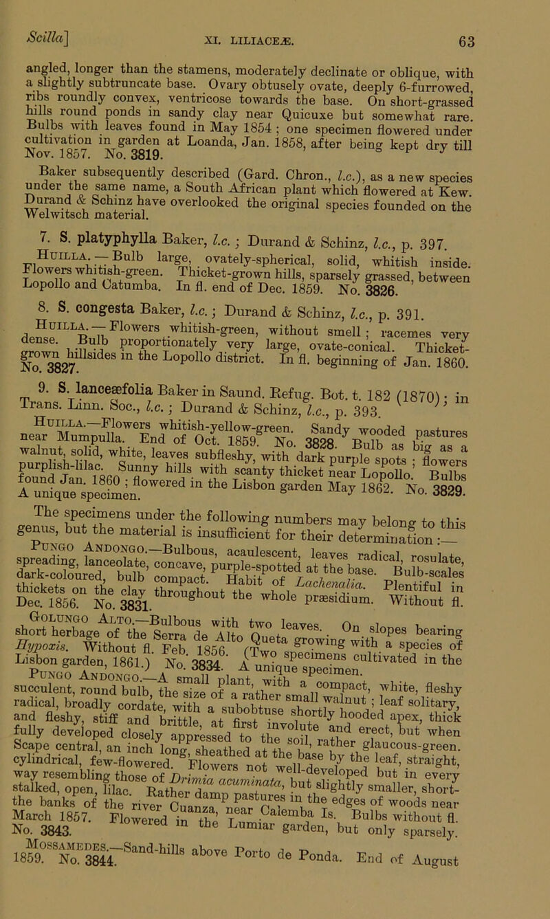 angled, longer than the stamens, moderately declinate or oblique, with a slightly subtruncate base. Ovary obtusely ovate, deeply G-furrowed, ribs roundly convex, ventricose towards the base. On short-grassed hills round ponds in sandy clay near Quicuxe but somewhat rare. Bulbs with leaves found in May 1854 ; one specimen flowered under cultivation in garden at Loanda, Jan. 1858, after being kept dry till Nov. 18o7. No. 3819. * J Baker subsequently described (Gard. Chron., lx.), as anew species under the same name, a South African plant which flowered at Kew. Welwitsch materiaT™ oveidooked the original species founded on the 7. S. platyphylla Baker, l.c. • Durand & Schinz, l.c., p. 397. TTwJLLV77?Ulb Iargm! °vately-spherical, solid, whitish inside. Flowers whitish-green. Thicket-grown hills, sparsely grassed, between Lopollo and Oatumba. In fl. end of Dec. 1859. No. 3826. 8. S. congesta Baker, l.c.; Durand & Schinz, l.c., p. 391. de?spILLB^F1°WerS+-Whi?S1h'green’ without smeI1 5 racemes very dense. Bulb proportionately very large, ovate-conical. Thicket- No W3827d SldeS m the L°poI1° district- In A- beginning of Jan. 1860. 9. S. lancesefolia Baker in Saund. Befug. Bot. t. 182 (1870)- in Trans. Linn. Soc., l.c. ; Durand & Schinz, l.c., p. 393 ’ |a,2dyB';,?hoded rtures walnut sol,d, white, leave, anbfleahy wit dffpurplf spl lowers fZdjtTseo h'iJS' T50^1-7 thicket Lopollo.’ Bulbs 1 TAt speSt ed “ ‘be Usi°n garden 1862' No. 3829. si “s rts thickets on the clay thl out t e wl l Lach^alia. Plentiful in Dec. 1856. No. 383L ghout tbe whole Podium. Without fl. shot hDeZge^tol:SZ''iuo ottt'68'' °“ ?><>“ >»■*■* Eypoxis. Without fl Feb 1856 fTwr, & &r°win§ W1th a species of Lisbon garden, is6!.)' No.'3834.' ^ succulent, round'bulb the^ze^f'^rathS** a cornPact, white, fleshy cylindrical, few-flowered. ^Flowers not welfe® Y Y leaf’ Stra,Sht> way resembling those of ri,• , , A®reloped but in every stalked, but^htly smaller, shorL the banks of theriver^ CuanzTnet P? edges °f woods ™ar March 1857. Flowered in the r ■Calemba Bulbs without fl. No. 3843. ed » the Lumiar garden, but only sparsely imrSE5L***ak ab0TC Port° de *■*. End of August