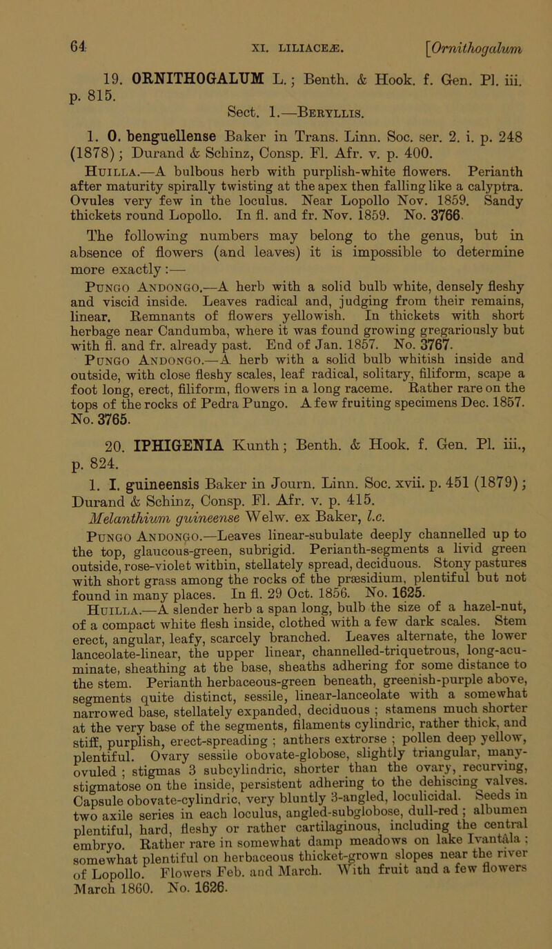 19. ORNITHOGALUM L.; Benth. & Hook. f. Gen. PI. iii. p. 815. Sect. 1.—Beuyllis. 1. 0. benguellense Baker in Trans. Linn. Soc. ser. 2. i. p. 248 (1878); Durand & Scliinz, Consp. FI. Afr. v. p. 400. Huilla.—A bulbous herb with purplish-white flowers. Perianth after maturity spirally twisting at the apex then falling like a calyptra. Ovules very few in the loculus. Near Lopollo Nov. 1859. Sandy thickets round Lopollo. In fl. and fr. Nov. 1859. No. 3766. The following numbers may belong to the genus, but in absence of flowers (and leaves) it is impossible to determine more exactly Pungo Andongo.—A herb with a solid bulb white, densely fleshy and viscid inside. Leaves radical and, judging from their remains, linear. Remnants of flowers yellowish. In thickets with short herbage near Candumba, where it was found growing gregariously but with fl. and fr. already past. End of Jan. 1857. No. 3767- Pungo Andongo.—A herb with a solid bulb whitish inside and outside, with close fleshy scales, leaf radical, solitary, filiform, scape a foot long, erect, filiform, flowers in a long raceme. Rather rare on the tops of the rocks of Pedra Pungo. A few fruiting specimens Dec. 1857. No. 3765. 20. IPHIGENIA Kunth; Benth. <t Hook. f. Gen. PI. iii., p. 824. 1. I. guineensis Baker in Journ. Linn. Soc. xvii. p. 451 (1879); Durand & Schinz, Consp. Fl. Afr. v. p. 415. Melanthium guineense Welw. ex Baker, l.c. Pungo Andongo.—Leaves linear-subulate deeply channelled up to the top, glaucous-green, subrigid. Perianth-segments a livid green outside, rose-violet within, stellately spread, deciduous. Stony pastures with short grass among the rocks of the prEesidium, plentiful but not found in many places. In fl. 29 Oct. 1856. No. 1625. Huilla.—A slender herb a span long, bulb the size of a hazel-nut, of a compact white flesh inside, clothed with a few dark scales. Stem erect, angular, leafy, scarcely branched. Leaves alternate, the lower lanceolate-linear, the upper linear, channelled-triquetrous, long-acu- minate, sheathing at the base, sheaths adhering for some distance to the stem. Perianth herbaceous-green beneath, greenish-purple above, segments quite distinct, sessile, linear-lanceolate with a somewhat narrowed base, stellately expanded, deciduous ; stamens much shorter at the very base of the segments, filaments cylindric, rather thick, and stiff, purplish, erect-spreadmg ; anthers extrorse ; pollen deep yellow, plentiful. Ovary sessile obovate-globose, slightly triangular, many- ovuled ; stigmas 3 subcylindric, shorter than the ovary, recurving, stigmatose on the inside, persistent adhering to the dehiscing valves. Capsule obovate-cylindric, very bluntly 3-angled, loculicidal. Seeds iu two axile series in each loculus, angled-subglobose, dull-red ; albumen plentiful, hard, fleshy or rather cartilaginous, including the central embryo. Rather rare in somewhat damp meadows on lake Ivantala ; somewhat plentiful on herbaceous thicket-grown slopes near the river of Lopollo. Flowers Feb. and March. With fruit and a few flowers March 1860. No. 1626.