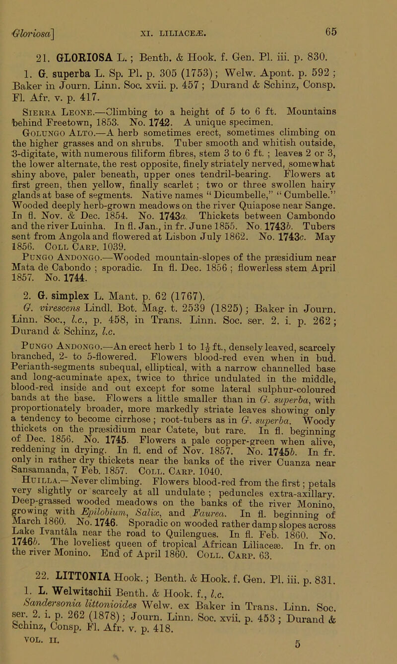 21. GLORIOSA L.; Benth. & Hook. f. Gen. Pl. iii. p. 830. 1. G. superba L. Sp. PI. p. 305 (1753); Welw. Apont. p. 592 ; Baker in Journ. Linn. Soc. xvii. p. 457; Durand & Sckinz, Consp. FI. Afr. v. p. 417. Sierra Leone.—Climbing to a height of 5 to 6 ft. Mountains behind Freetown, 1853. No. 1742. A unique specimen. Golungo Alto.—A herb sometimes erect, sometimes climbing on the higher grasses and on shrubs. Tuber smooth and whitish outside, 3-digitate, with numerous filiform fibres, stem 3 to 6 ft. ; leaves 2 or 3, the lower alternate, the rest opposite, finely striately nerved, somewhat shiny above, paler beneath, upper ones tendril-bearing. Flowers at first green, then yellow, finally scarlet ; two or three swollen hairy glands at base of segments. Native names “ Dicumbelle,” “ Cumbelle.” Wooded deeply herb-grown meadows on the river Quiapose near Sange. In fl. Nov. & Dec. 1854. No. 1743a. Thickets between Cambondo and the river Luinha. In fl. Jan., in fr. June 1855. No. 17435. Tubers sent from Angola and flowered at Lisbon July 1862. No. 1743c. May 1856. Coll Carp. 1039. Pungo Andongo.—Wooded mountain-slopes of the prsesidium near Mata de Cabondo ; sporadic. In fl. Dec. 1856 ; flowerless stem April 1857. No. 1744. 2. G. simplex L. Mant. p. 62 (1767). G. virescens Lindl. Bot. Mag. t. 2539 (1825); Baker in Journ. Linn. Soc., l.c., p. 458, in Trans. Linn. Soc. ser. 2. i. p. 262 ; Durand & Schinz, l.c. Pungo Andongo.—An erect herb 1 to 14 ft., densely leaved, scarcely branched, 2- to 5-flowered. Flowers blood-red even when in bud. Perianth-segments subequal, elliptical, with a narrow channelled base and long-acuminate apex, twice to thrice undulated in the middle, blood-red inside and out except for some lateral sulphur-coloured bands at the base. Flowers a little smaller than in G. superba, with proportionately broader, more markedly striate leaves showing only a tendency to become cirrhose; root-tubers as in G. superba. Woody thickets on the presidium near Catete, but rare. In fl. beginning of Dec. 1856. No. 1745- Flowers a pale copper-green when alive reddening in drying. In fl. end of Nov. 1857. No. 17455. In fr! only in rather dry thickets near the banks of the river Cuanza near Sansamanda, 7 Feb. 1857. Coll. Carp. 1040. Huilla—Never climbing. Flowers blood-red from the first; petals very slightly or scarcely at all undulate ; peduncles extra-axillary. Deep-grassed wooded meadows on the banks of the river Monino growing with Epilobium, Salix, and Faurea. In fl. beginning of March 1860.^ No. 1746. Sporadic on wooded rather damp slopes across Take Ivantkla near the road to Quilengues. In fl. Feb. 1860. No. 17465. The loveliest queen of tropical African Liliacese. In fr on the river Monino. End of April 1860. Coll. Carp. 63. 22. LITT0NIA Hook.; Benth. & Hook. f. Gen. PI. iii. p. 831. 1; L. Welwitschii Benth. & Hook, f., l.c. Sandersonia littonioides Welw. ex Baker in Trans. Linn. Soc. ®er-.2' x‘P' 262 (1878)l Journ. Linn. Soc. xvii. p. 453 ; Durand & Schinz, Consp, Fl. Afr. v. p. 418. VOL. II. 5