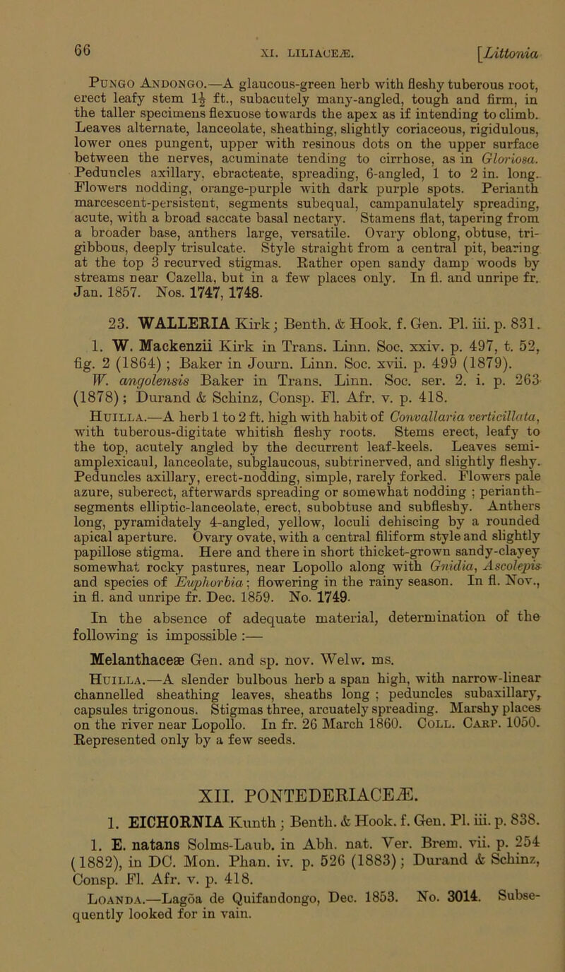 Pungo Andongo.—A glaucous-green herb with fleshy tuberous root, erect leafy stem ft., subacutely many-angled, tough and firm, in the taller specimens flexuose towards the apex as if intending to climb. Leaves alternate, lanceolate, sheathing, slightly coriaceous, rigidulous, lower ones pungent, upper with resinous dots on the upper surface between the nerves, acuminate tending to cirrhose, as in Gloriosa. Peduncles axillary, ebracteate, spreading, 6-angled, 1 to 2 in. long. Flowers nodding, orange-purple with dark purple spots. Perianth marcescent-persistent, segments subequal, campanulately spreading, acute, with a broad saccate basal nectary. Stamens flat, tapering from a broader base, anthers large, versatile. Ovary oblong, obtuse, tri- gibbous, deeply trisulcate. Style straight from a central pit, bearing at the top 3 recurved stigmas. Rather open sandy damp woods by streams near Cazella, but in a few places only. In fl. and unripe fr. Jan. 1857. Nos. 1747, 1748. 23. WALLERIA Kirk; Benth. & Hook. f. Gen. PI. iii. p. 831. 1. W. Mackenzii Kirk in Trans. Linn. Soc. xxiv. p. 497, t. 52, fig. 2 (1864) ; Baker in Journ. Linn. Soc. xvii. p. 499 (1879). W. cmgolensis Baker in Trans. Linn. Soc. ser. 2. i. p. 263 (1878); Durand & Sckinz, Consp. Fl. Afr. v. p. 418. Huilla.—A herb 1 to 2 ft. high with habit of Convallaria verticilhita, with tuberous-digitate whitish fleshy roots. Stems erect, leafy to the top, acutely angled by the decurrent leaf-keels. Leaves semi- amplexicaul, lanceolate, subglaucous, subtrinerved, and slightly fleshy. Peduncles axillary, erect-nodding, simple, rarely forked. Flowers pale azure, suberect, afterwards spreading or somewhat nodding ; perianth- segments elliptic-lanceolate, erect, subobtuse and subfleshy. Anthers long, pyramidately 4-angled, yellow, loculi dehiscing by a rounded apical aperture. Ovary ovate, with a central filiform style and slightly papillose stigma. Here and there in short thicket-grown sandy-clayey somewhat rocky pastures, near Lopollo along with Gnidia, Ascolepis- and species of Euphorbia; flowering in the rainy season. In fl. Nov., in fl. and unripe fr. Dec. 1859. No. 1749- In the absence of adequate material, determination of the following is impossible :— Melanthacese Gen. and sp. nov. Welw. ms. Huilla.—A slender bulbous herb a span high, with narrow-linear channelled sheathing leaves, sheaths long ; peduncles subaxillary, capsules trigonous. Stigmas three, arcuately spreading. Marshy places on the river near Lopollo. In fr. 26 March 1860. Coll. Carp. 1050. Represented only by a few seeds. XII. PONTE DERIACEiE. 1. EICHORNIA Kunth; Benth. & Hook. f. Gen. PI. iii. p. 838. 1. E. natans Solms-Laub. in Abh. nat. Ver. Brem. vii. p. 254 (1882), in DC. Mon. Phan. iv. p. 526 (1883); Durand <fc Schinz, Consp. Fl. Afr. v. p. 418. Loanda.—Lagoa de Quifandongo, Dec. 1853. No. 3014. Subse- quently looked for in vain.