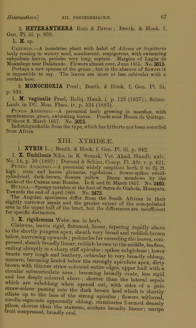 IIeter anther a\ 2. HETERANTHERA Ruiz & Pavon; Benth. & Hook. f. Gen. PI. iii. p. 838. 1. H. sp. Cazengo.—A lacustrine plant with habit of Alisma or Sagittaria laxly rooting in watery mud, acaulescent, scapigerous, with swimming subpeltate leaves, petioles very long, septate. Margins of Lagoa de Moambege near Dalatando. Flowers almost over, June 1855. No. 3015. Perhaps a new species of the genus ; but in the absence of flowers it is impossible to say. The leaves are more or less orbicular with a cordate base. 3. M0N0CH0RIA Presl; Benth. & Hook. f. Gen. PI. iii. p. 839. 1. M. vaginalis Presl, Reliq. Hsenk. i. p. 128 (1827); Solms- Laub. in DO. Mon. Phan. iv. p. 524 (1883). Pungo Andongo.—A perennial herb growing in marshes, with membranous, green, swimming leaves. Ponds near Banza de Quitage. Without fl. March 1857. No. 3013. Indistinguishable from the type, which has hitherto not been recorded from Africa. 1. XYRIS L.; Benth. & Hook. f. Gen. PI. iii. p. 842. 1- X. TJmbilonis Nilss. in K. Svensk. Met. Akad. Handb. xxiv. No. 14, p. 30 (1892) ; Durand & Schinz, Consp. PI. Afr. v. p. 421. Pungo Andoxgo.—A perennial widely caespitose herb, 2 to 2£ ft. high; stem and leaves glaucous, rigidulous ; flower-spikes ovoid- cylindrical, dark-brown, flowers yellow. Damp meadows by the banks of the Cuanza near Bumba. In fl. and fr. March 1857. No/2460 Huilla.—Spongy marshes at the foot of Serra de Oiahoia, Humpata Towards the end of April 1860. No. 2475. The Angolan specimens differ from the South African in their slightly narrower sepals and the greater extent of the non-polished area in the upper half of the bract, but the differences are insufficient for specific distinction. 2. X. rigidescens Welw. ms. in herb. Glabious, leaves rigid, flattened, linear, tapering rapidly above to the shortly pungent apex, sheath very broad and reddish-brown below, narrowing upwards; peduncles far exceeding the leaves, com- pressed, sheath broadly linear, reddish-brown to the middle, leafless ending abruptly in a sharp stiff apiculus ; spikes subglobose ; lower bracts very tough and leathery, orbicular to verv broa d lv old nr, o- XIII. XYRIDEiE. ' w wxxi|/i,Woou, UIUMUiy oval.