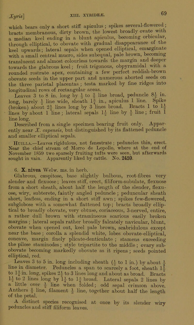 which bears only a short stiff apiculus j spikes several-flowered; bracts membranous, dirty brown, the lowest broadly ovate with a median keel ending in a blunt apiculus, becoming orbicular, through elliptical, to obovate with gradual disappearance of the keel upwards; lateral sepals when opened elliptical, emarginate with a small central mucro, sides subequal, pale brown, becoming translucent and almost colourless towards the margin and deeper towards the glabrous keel; fruit trigonous, obpyramidal with a rounded rostrate apex, containing a few perfect reddish-brown obovate seeds in the upper part and numerous aborted seeds on the three parietal placentas ; testa marked by fine ridges into longitudinal rows of rectangular areas. Leaves 3 to 8 in. long by f to -f line broad, peduncle 84- in. long, barely 4 line wide, sheath If in., apiculus 1 line. Spike (broken) about 2f lines long by 3 lines broad. Bracts 1 to 14- lines by about 1 line; lateral sepals 14 line by 4 line; fruit 1 line long. Described from a single specimen bearing fruit only. Appar- ently near X. capensis, but distinguished by its flattened peduncle and smaller elliptical sepals. Huilla.—Leaves rigidulous, not fenestrate ; peduncles thin, erect. Near the chief stream of Morro de Lopollo, where at the end of November 1859 two sparsely fruiting tufts were seen, but afterwards sought in vain. Apparently liked by cattle. No. 2459. 6. X. nivea Welw. ms. in herb. Glabrous, csespitose, base slightly bulbous, root-fibres very slender and flexuose ; leaves stiff, erect, filiform-subulate, flexuose from a short sheath, about half the length of the slender, flexu- ose, wiry, subterete, faintly angled peduncle ; peduncular sheath short, leafless, ending in a short stiff awn; spikes few-flowered, subglobose with a somewhat flattened top; bracts broadly ellip- tical to broadly obovate, very obtuse, coriaceous, 3-nerved, entire, a rather dull brown with stramineous scarious easily broken margins ; lateral sepals rather broadly falcately navicular, blunt, obovate when opened out, keel pale brown, scabridulous except near the base; corolla a splendid white, lobes obovate-elliptical, concave, margin finely plicate-denticulate ; stamens exceeding the pilose staminodes; style tripartite to the middle ; ovary sub- obovate becoming markedly obovate as it ripens ; seeds pointed elliptical, red. Leaves 3 to 5 in. long including sheath (4 to 1 in.) by about f line in diameter. Peduncles a span to scarcely a foot, sheath 14 to If in. long, spikes 24 to 3 lines long and about as broad. Bracts If to 2 lines long by If to If broad. Lateral sepals 2 lines by a little over ~ line when folded; odd sepal crimson above. Anthers § line, filament 4 line, together about half the length of the petal. ' & A distinct species recognised at once by its slender wiry peduncles and stiff filiform leaves.