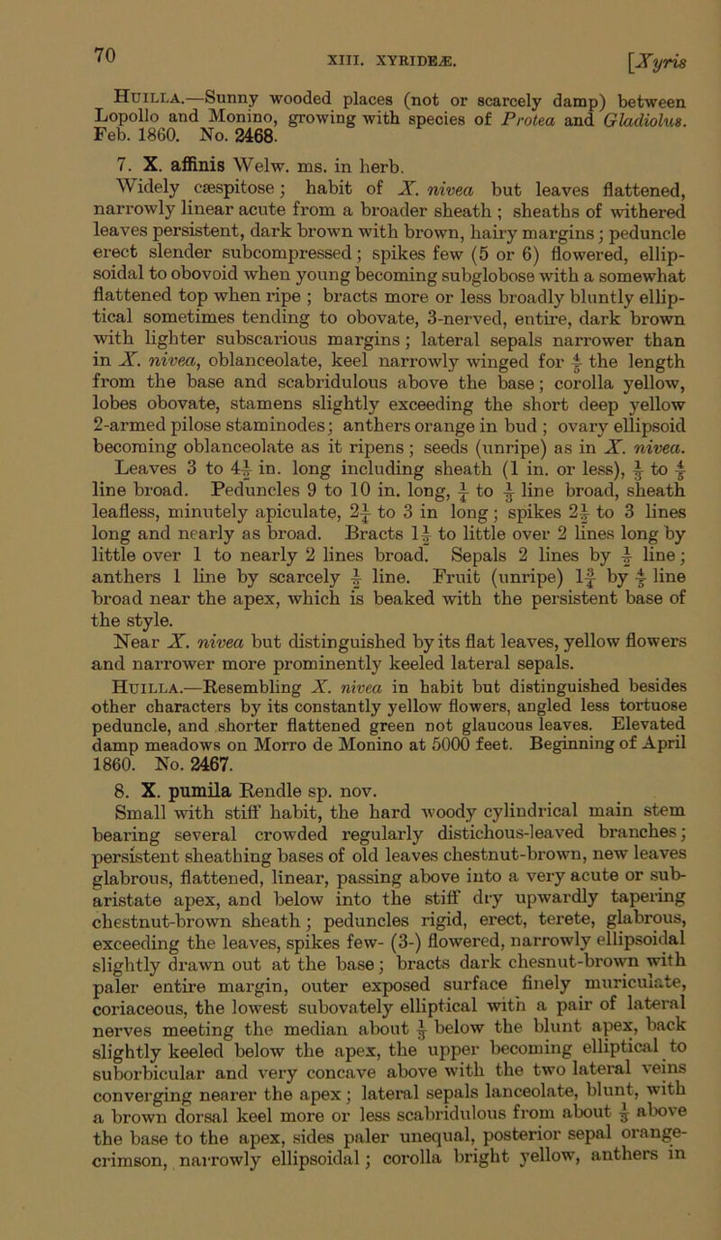 XIII. XYRIDEjE. [Xyris Huilla.—Sunny wooded places (not or scarcely damp) between Lopollo and Monino, growing with species of Protea and Gladiolus. Feb. 1860. No. 2468. 7. X. affinis Welw. ms. in herb. Widely eaespitose; habit of X. nivea but leaves flattened, narrowly linear acute from a broader sheath ; sheaths of withered leaves persistent, dark brown with brown, hairy margins; peduncle erect slender subcompressed; spikes few (5 or 6) flowered, ellip- soidal to obovoid when young becoming subglobose with a somewhat flattened top when ripe ; bracts more or less broadly bluntly ellip- tical sometimes tending to obovate, 3-nerved, entire, dark brown with lighter subscarious margins ; lateral sepals narrower than in X. nivea, oblanceolate, keel narrowly winged for 4 the length from the base and scabridulous above the base; corolla yellow, lobes obovate, stamens slightly exceeding the short deep yellow 2-armed pilose staminodes; anthers orange in bud ; ovary ellipsoid becoming oblanceolate as it ripens; seeds (unripe) as in X. nivea. Leaves 3 to 44 in. long including sheath (1 in. or less), ^ to ^ line broad. Peduncles 9 to 10 in. long, ^ to 4 line broad, sheath leafless, minutely apiculate, 2j to 3 in long; spikes 2-4 to 3 lines long and nearly as broad. Bracts 1^ to little over 2 lines long by little over 1 to nearly 2 lines broad. Sepals 2 lines by 4 line; anthers 1 line by scarcely 4 line. Fruit (unripe) 1|- by 4 line broad near the apex, which is beaked with the persistent base of the style. Near X. nivea but distinguished by its flat leaves, yellow flowers and narrower more prominently keeled lateral sepals. Huilla.—Resembling X. nivea in habit but distinguished besides other characters by its constantly yellow flowers, angled less tortuose peduncle, and shorter flattened green not glaucous leaves. Elevated damp meadows on Morro de Monino at 5000 feet. Beginning of April 1860. No. 2467. 8. X. pumila Bundle sp. nov. Small with stiff habit, the hard woody cylindrical main stem bearing several crowded regularly distichous-leaved branches; persistent sheathing bases of old leaves chestnut-brown, new leaves glabrous, flattened, linear, passing above into a very acute or sub- aristate apex, and below into the stiff dry upwardly tapering chestnut-brown sheath ; peduncles rigid, erect, terete, glabrous, exceeding the leaves, spikes few- (3-) flowered, narrowly ellipsoidal slightly drawn out at the base; bracts dark chesnut-brown with paler entire margin, outer exposed surface finely muriculate, coriaceous, the lowest subovately elliptical with a pair of lateral nerves meeting the median about 4 below the blunt apex, back slightly keeled below the apex, the upper becoming elliptical to suborbicular and very concave above with the two lateral veins converging nearer the apex; lateral sepals lanceolate, blunt, with a brown dorsal keel more or less scabridulous from about 4 above the base to the apex, sides paler unequal, posterior sepal orange- crimson, narrowly ellipsoidal; corolla bright yellow, anthers in