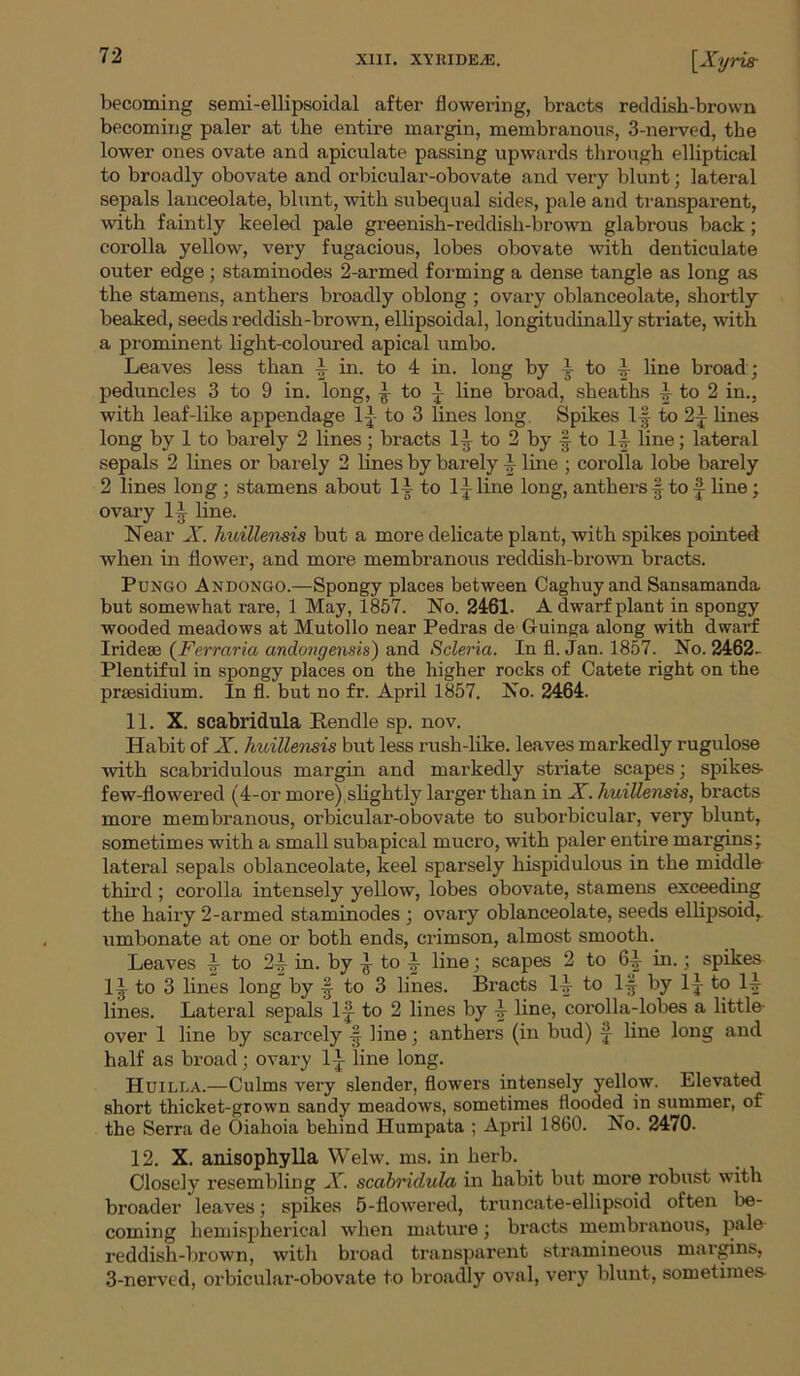 becoming semi-ellipsoidal after flowering, bracts reddish-brown becoming paler at the entire margin, membranous, 3-nerved, the lower ones ovate and apiculate passing upwards through elliptical to broadly obovate and orbicular-obovate and very blunt; lateral sepals lanceolate, blunt, with subequal sides, pale and transparent, with faintly keeled pale greenish-reddish-brown glabrous back; corolla yellow, very fugacious, lobes obovate with denticulate outer edge; staminodes 2-armed forming a dense tangle as long as the stamens, anthers broadly oblong ; ovary oblanceolate, shortly beaked, seeds reddish-brown, ellipsoidal, longitudinally striate, with a prominent light-coloured apical umbo. Leaves less than 4 in. to 4 in. long by 4 to 4 line broad; peduncles 3 to 9 in. long, £ to £ line broad, sheaths 4 to 2 in., with leaf-like appendage 1{- to 3 lines long. Spikes 1-| to lines long by 1 to barely 2 lines; bracts 1^ to 2 by § to 1^ line; lateral sepals 2 lines or barely 2 lines by barely 4 line ; corolla lobe barely 2 lines long; stamens about li to Inline long, anthers § to £ line ; ovary 1^ line. Near X. huillensis but a more delicate plant, with spikes pointed when in flower, and more membranous reddish-brown bracts. PuNGO Andongo.—Spongy places between Caghuy and Sansamanda but somewhat rare, 1 May, 1857. No. 2461. A dwarf plant in spongy wooded meadows at Mutollo near Pedras de Guinga along with dwarf Iridese (Ferraria andongensis) and Scleria. In fl. Jan. 1857. No. 2462. Plentiful in spongy places on the higher rocks of Catete right on the presidium. In fl. but no fr. April 1857. No. 2464. 11. X. scabridula Bendle sp. nov. Habit of X. huillensis but less rush-like, leaves markedly rugulose ■with scabridulous margin and markedly striate scapes; spikes- few-flowered (4-or more) slightly larger than in X. huillensis, bracts more membranous, orbicular-obovate to suborbicular, very blunt, sometimes with a small subapical mucro, with paler entire margins; lateral sepals oblanceolate, keel sparsely hispidulous in the middle third; corolla intensely yellow, lobes obovate, stamens exceeding the hairy 2-armed staminodes ; ovary oblanceolate, seeds ellipsoid, umbonate at one or both ends, crimson, almost smooth. Leaves 4 to 2J in. by £ to £ line; scapes 2 to 64 in. ; spikes 1^ to 3 lines long by £ to 3 lines. Bracts 14 to If by li to 14 lines. Lateral sepals 1^ to 2 lines by 4 line, corolla-lobes a little- over 1 line by scarcely -| line; anthers (in bud) £ line long and half as broad; ovary 1-}- line long. Huilla.—Culms very slender, flowers intensely yellow. Elevated short thicket-grown sandy meadows, sometimes flooded in summer, of the Serra de Oiahoia behind Humpata ; April 1860. No. 2470. 12. X. anisophylla Welw. ms. in herb. Closely resembling X. scabridula in habit but more robust with broader leaves; spikes 5-flowered, truncate-ellipsoid often be- coming hemispherical when mature; bracts membranous, pale reddish-brown, with broad transparent stramineous margins, 3-nerved, orbicular-obovate to broadly oval, very blunt, sometimes-