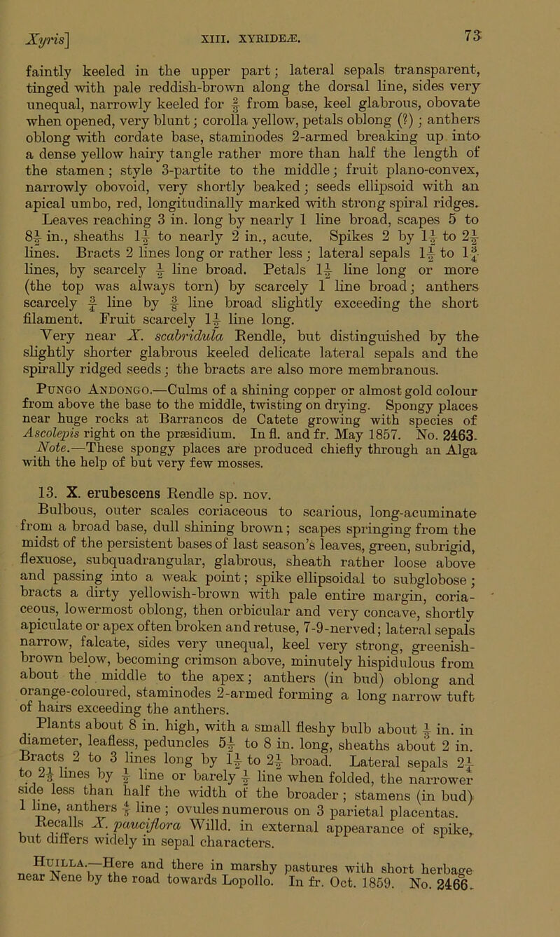 faintly keeled in the upper part; lateral sepals transparent, tinged with pale reddish-brown along the dorsal line, sides very unequal, narrowly keeled for from base, keel glabrous, obovate when opened, very blunt; corolla yellow, petals oblong (?) ; anthers oblong with cordate base, staminodes 2-armed breaking up into a dense yellow hairy tangle rather more than half the length of the stamen ; style 3-partite to the middle; fruit plano-convex, narrowly obovoid, very shortly beaked ; seeds ellipsoid with an apical umbo, red, longitudinally marked with strong spiral ridges. Leaves reaching 3 in. long by nearly 1 line broad, scapes 5 to 81r in., sheaths 1-| to nearly 2 in., acute. Spikes 2 by 1-1 to 2-1 lines. Bracts 2 lines long or rather less ; lateral sepals 11 to If lines, by scarcely 1 line broad. Petals 11 line long or more (the top was always torn) by scarcely 1 line broad; anthers scarcely f- line by § line broad slightly exceeding the short filament. Fruit scarcely 11 line long. Very near X. scabridula Bendle, but distinguished by the slightly shorter glabrous keeled delicate lateral sepals and the spirally ridged seeds; the bracts are also more membranous. Pungo Andongo.—Culms of a shining copper or almost gold colour from above the base to the middle, twisting on drying. Spongy places near huge rocks at Barrancos de Catete growing with species of Ascolepis right on the presidium. Infl. andfr. May 1857. No. 2463- Note.—These spongy places are produced chiefly through an Alga with the help of but very few mosses. 13. X. erubescens Rendle sp. nov. Bulbous, outer scales coriaceous to scarious, long-acuminate from a broad base, dull shining brown; scapes springing from the midst of the persistent bases of last season’s leaves, green, subrigid, flexuose, subquadrangular, glabrous, sheath rather loose above and passing into a weak point; spike ellipsoidal to subglobose • bracts a dirty yellowish-brown with pale entire margin, coria- ceous, lowermost oblong, then orbicular and very concave, shortly apiculate or apex often broken and retuse, 7-9-nerved; lateral sepals narrow, falcate, sides very unequal, keel very strong, greenish- brown below, becoming crimson above, minutely hispidulous from about the middle to the apex; anthers (in bud) oblong and orange-coloured, staminodes 2-armed forming a long narrow tuft of hairs exceeding the anthers. Plants about 8 in. high, with a small fleshy bulb about 1 in. in diameter, leafless, peduncles 5^ to 8 in. long, sheaths about 2 in. Bracts 2 to 3 lines long by U to 21 broad. Lateral sepals 21 t? H lmes | line or barely 1 line when folded, the narrower side less than half the width of the broader ; stamens (in bud) 1 A?6’ ?.nthers * ]ine ’ ovules numerous on 3 parietal placentas. tecalls X. paucjflora Willd. in external appearance of spike,, but differs widely in sepal characters. Huilla.—Here and there in marshy near Nene by the road towards Lopollo. pastures with short herbage In fr. Oct. 1859. No. 2466.