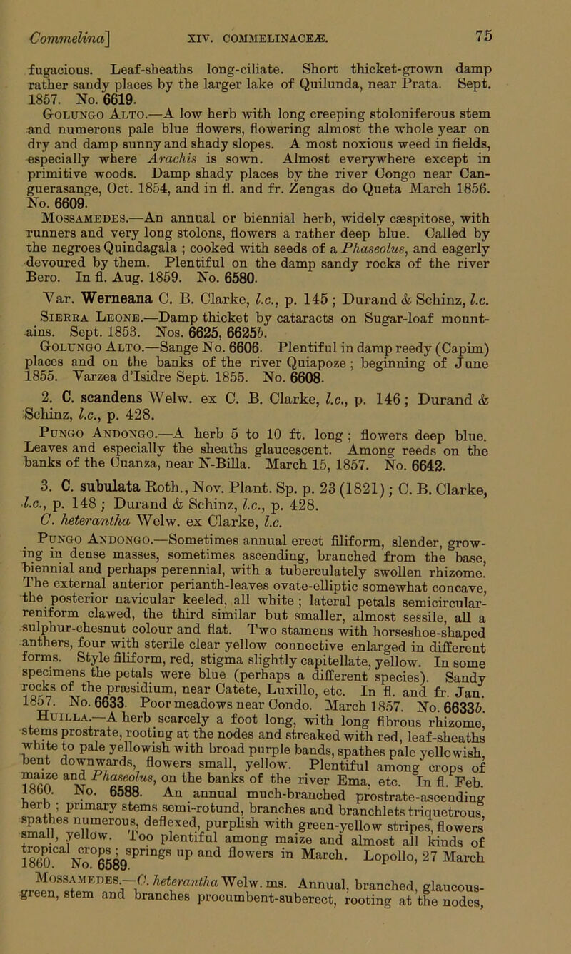 fugacious. Leaf-sheaths long-ciliate. Short thicket-grown damp rather sandy places by the larger lake of Quilunda, near Prata. Sept. 1857. No. 6619. Golungo Alto.—A low herb with long creeping stoloniferous stem and numerous pale blue flowers, flowering almost the whole year on dry and damp sunny and shady slopes. A most noxious weed in fields, especially where Arachis is sown. Almost everywhere except in primitive woods. Damp shady places by the river Congo near Can- guerasange, Oct. 1854, and in fl. and fr. Zengas do Queta March 1856. No. 6609. Mossamedes.—An annual or biennial herb, widely csespitose, with runners and very long stolons, flowers a rather deep blue. Called by the negroes Quindagala ; cooked with seeds of a Phaseolus, and eagerly devoured by them. Plentiful on the damp sandy rocks of the river Bero. In fl. Aug. 1859. No. 6580. Mar. Werneana C. B. Clarke, l.c., p. 145 ; Durand & Sckinz, l.c. Sierra Leone.—Damp thicket by cataracts on Sugar-loaf mount- ains. Sept. 1853. Nos. 6625, 66255. Golungo Alto.—Sange No. 6606- Plentiful in damp reedy (Capim) places and on the banks of the river Quiapoze; beginning of June 1855. Yarzea d’Isidre Sept. 1855. No. 6608. 2. C. scandens Welw. ex C. B. Clarke, l.c., p. 146; Durand & Schinz, l.c., p. 428. Pungo Andongo.—A herb 5 to 10 ft. long ; flowers deep blue. Leaves and especially the sheaths glaucescent. Among reeds on the banks of the Cuanza, near N-Billa. March 15, 1857. No. 6642. 3. C. subulata Roth., Nov. Plant. Sp. p. 23 (1821); C. B. Clarke, l.c., p. 148 ; Durand & Schinz, l.c., p. 428. C. heterantha Welw. ex Clarke, l.c. Pungo Andongo.—Sometimes annual erect filiform, slender, grow- ing in dense masses, sometimes ascending, branched from the base, biennial and perhaps perennial, with a tuberculately swollen rhizome.’ The external anterior perianth-leaves ovate-elliptic somewhat concave, the posterior navicular keeled, all white ; lateral petals semicircular- reniform clawed, the third similar but smaller, almost sessile, all a sulphur-chesnut colour and flat. Two stamens with horseshoe-shaped anthers, four with sterile clear yellow connective enlarged in different forms. Style filiform, red, stigma slightly capitellate, yellow. In some specimens the petals were blue (perhaps a different species). Sandy f cks of the presidium, near Catete, Luxillo, etc. In fl. and fr. Jan. 1857. No. 6633. Poor meadows near Condo. March 1857. No. 66335. Huilla.—A herb scarcely a foot long, with long fibrous rhizome stems prostrate, rooting at the nodes and streaked with red, leaf-sheaths white to pale yellowish with broad purple bands, spathes pale yellowish bent downwards, flowers small, yellow. Plentiful among crops of maize and Phaseolus, on the banks of the river Ema. etc. In fl. Feb l*bU. JNo. 6588. An annual much-branched prostrate-ascending herb; primary stems semi-rotund, branches and branchlets triquetrous spathes numerous, deflexed, purplish with green-yellow stripes, flowers small, yellow. loo plentiful among maize and almost all kinds of 18°601Ca No°65^9SPnn8S UP ^ flowers in March- Lopollo, 27 March m-^8!tMEDESj—iC-^teranthaWelvr.ma. Annual, branched, glaucous- ■0reen, stem and branches procumbent-suberect, rooting at the nodes,