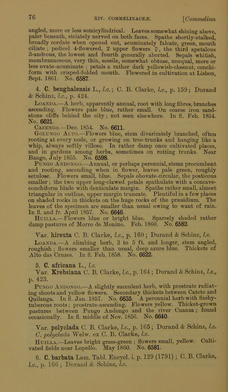 angled, more or less semicylindrical. Leaves somewhat shining above, paler beneath, striately nerved on both faces. Spathe shortly-stalked, broadly cordate when opened out, acuminately falcate, green, mouth ciliate ; pedicel 4-flowered, 2 upper flowers ?, the third apetalous 3-androus, the lowest and fourth generally aborted. Sepals whitish, membranaceous, very thin, sessile, somewhat obtuse, unequal, more or less ovate-acuminate ; petals a rather dark yellowish-chesnut, conchi- form with crisped-folded mouth. Flowered in cultivation at Lisbon, Sept. 1861. No. 6587- 4. C. benghalensis L., l.c.; C. B. Clarke, l.c., p. 159; Durand & Schinz, l.c., p. 424. Loan da.—A herb, apparently annual, root with long fibres, branches ascending. Flowers pale blue, rather small. On coarse iron sand- stone cliffs behind the city; not seen elsewhere. In fl. Feb. 1854. No. 6621. Cazengo.—Dec. 1854. No. 6611. Golungo Alto.—Flowers blue, stem divaricately branched, often rooting at every node, or growing on tree-trunks and hanging like a whip, always softly villose. In rather damp once cultivated places, and in gardens among herbs, sometimes on rotting trunks. Near Bango, July 1855. No. 6598. Pongo Andongo.—Annual, or perhaps perennial, stems procumbent and rooting, ascending when in flower, leaves pale green, roughly setulose. Flowers small, blue. Sepals obovate-circular, the posticous smaller ; the two upper long-clawed petals spathulate with a concave- conchiform blade with denticulate margin. Spathe rather small, almost triangular in outline, upper margin truncate. Plentiful in a few places on shaded rocks in thickets on the huge rocks of the prcesidium. The leaves of the specimen are smaller than usual owing to want of rain. In fl. and fr. April 1857. No. 6646. Huilla.—Flowers blue or bright blue. Sparsely shaded rather damp pastures of Morro de Monino. Feb. 1860. No. 6582- Var. hirsuta C. B. Clarke, l.c., p. 160; Durand & Schinz, l.c. Loanda.—A climbing herb, 3 to 5 ft. and longer, stem angled, roughish ; flowers smaller than usual, deep azure blue. Thickets of Alto das Cruzes. In fl. Feb. 1858. No. 6622. 5. C. africana L., l.c. Var. Krebsiana C. B. Clarke, l.c., p. 164 ; Durand & Schinz, l.c.t p. 423. Pungo Andongo.—A slightly succulent herb, with prostrate radiat- ing shoots and yellow flowers. Secondary thickets between Catete and Quilanga. In fl. Jan. 1857. No. 6635. A perennial herb with fleshy- tuberous roots; prostrate-ascending. Flowers yellow. Thicket-grown pastures between Pungo Andongo and the river Cuanza; found occasionally. In fl. middle of Nov. 1856. No. 6640- Var. polyclada C. B. Clarke, l.c., p. 165; Durand & Schinz, l.c. C. polyclada Welw. ex C. B. Clarke, l.c. Huilla.—Leaves bright grass-green ; flowers small, yellow. Culti- vated fields near Lopollo. May 1860. No. 6581. 6. C. barbata Lam. Tabl. Encycl. i. p. 129 (1791); C. B. Clarke, l.c., p. 166 ; Durand & Schinz, l.c.
