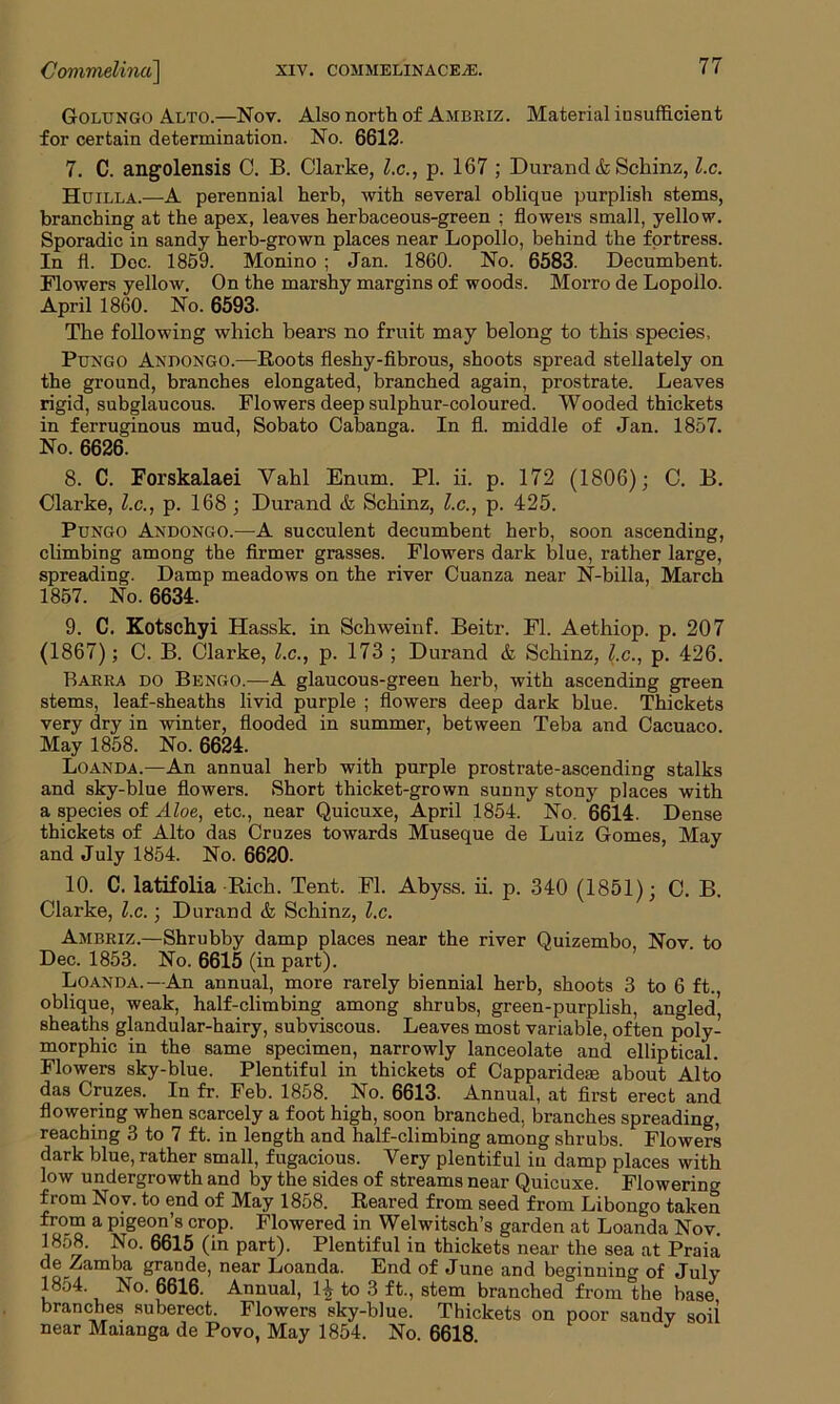 Golungo Alto.—Nov. Also north of Ambriz. Material insufficient for certain determination. No. 6612. 7. C. angolensis C. B. Clarke, l.c., p. 167 ; Durand & Schinz, l.c. Huilla.—A perennial herb, with several oblique purplish stems, branching at the apex, leaves herbaceous-green ; flowers small, yellow. Sporadic in sandy herb-grown places near Lopollo, behind the fortress. In fl. Dec. 1859. Monino ; Jan. 1860. No. 6583. Decumbent. Flowers yellow. On the marshy margins of woods. Morro de Lopollo. April 1860. No. 6593. The following which bears no fruit may belong to this species, Pungo Andongo.—Roots fleshy-fibrous, shoots spread stellately on the ground, branches elongated, branched again, prostrate. Leaves rigid, subglaucous. Flowers deep sulphur-coloured. Wooded thickets in ferruginous mud, Sobato Cabanga. In fl. middle of Jan. 1857. No. 6626. 8. C. Forskalaei Vahl Enum. PI. ii. p. 172 (1806); C. B. Clarke, l.c., p. 168; Durand & Schinz, l.c., p. 425. Pungo Andongo.—A succulent decumbent herb, soon ascending, climbing among the firmer grasses. Flowers dark blue, rather large, spreading. Damp meadows on the river Cuanza near N-billa, March 1857. No. 6634. 9. C. Kotschyi Hassk. in Schweinf. Beitr. Fl. Aethiop. p. 207 (1867); C. B. Clarke, l.c., p. 173 ; Durand & Schinz, l.c., p. 426. Barra do Bengo.—A glaucous-green herb, Avith ascending green stems, leaf-sheaths livid purple ; flowers deep dark blue. Thickets very dry in winter, flooded in summer, between Teba and Cacuaco. May 1858. No. 6624. Loanda.—An annual herb with purple prostrate-ascending stalks and sky-blue flowers. Short thicket-grown sunny stony places with a species of Aloe, etc., near Quicuxe, April 1854. No. 6614. Dense thickets of Alto das Cruzes towards Museque de Luiz Gomes, May and July 1854. No. 6620. 10. C. latifolia Rich. Tent. Fl. Abyss, ii. p. 340 (1851); C. B. Clarke, l.c.; Durand & Schinz, l.c. Ambriz.—Shrubby damp places near the river Quizembo, Nov. to Dec. 1853. No. 6615 (in part). Loanda.—An annual, more rarely biennial herb, shoots 3 to 6 ft., oblique, weak, half-climbing among shrubs, green-purplish, angled’ sheaths glandular-hairy, subviscous. Leaves most variable, often poly- morphic in the same specimen, narrowly lanceolate and elliptical. FloAvers sky-blue. Plentiful in thickets of Capparidete about Alto das Cruzes. In fr. Feb. 1858. No. 6613. Annual, at first erect and flowering when scarcely a foot high, soon branched, branches spreading, reaching 3 to 7 ft. in length and half-climbing among shrubs. Flowers dark blue, rather small, fugacious. Very plentiful in damp places with low undergrowth and by the sides of streams near Quicuxe. Flowering from Nov. to end of May 1858. Reared from seed from Libongo taken from a pigeon’s crop. Flowered in Welwitsch’s garden at Loanda Nov. 1858. No. 6615 (in part). Plentiful in thickets near the sea at Praia de Zamba grande, near Loanda. End of June and beginning of July 1854. No. 6616. Annual, 1^ to 3 ft., stem branched from the base branches suberect. Flowers sky-blue. Thickets on poor sandy soil near Maianga de Povo, May 1854. No. 6618.