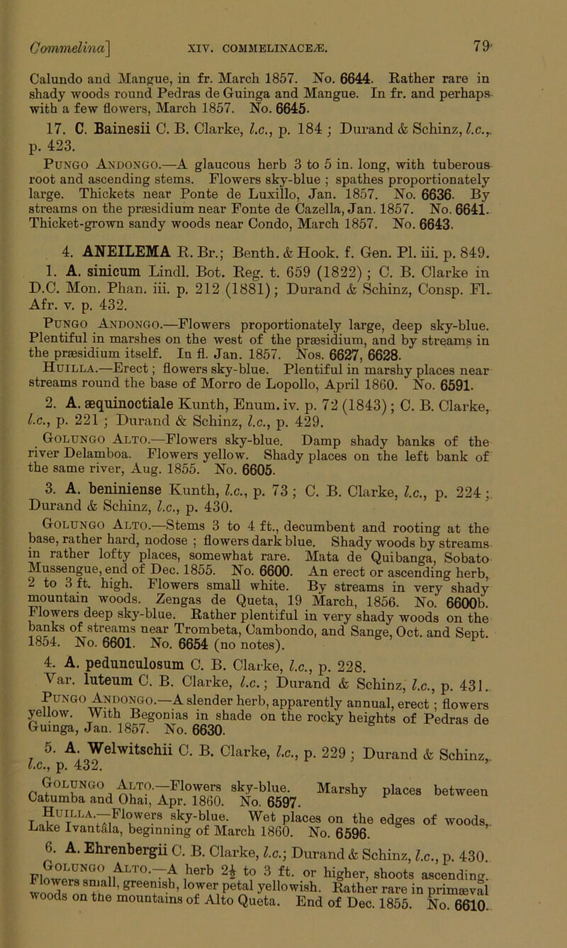 Calundo and Mangue, in fr. March 1857. No. 6644. Bather rare in shady woods round Pedras de Guinga and Mangue. In fr. and perhaps with a few flowers, March 1857. No. 6645. 17. C. Bainesii C. B. Clarke, l.c., p. 184 ; Durand & Schinz, l.c.r p. 423. Pungo Andongo.—A glaucous herb 3 to 5 in. long, with tuberous root and ascending stems. Flowers sky-blue ; spathes proportionately large. Thickets near Ponte de Luxillo, Jan. 1857. No. 6636- By streams on the prsesidium near Fonte de Cazella, Jan. 1857. No. 664i. Thicket-grown sandy woods near Condo, March 1857. No. 6643. 4. ANEILEMA R. Br.; Benth. & Hook. f. Gen. PI. iii. p. 849. 1. A. sinicum Lindl. Bot. Reg. t. 659 (1822) ; C. B. Clarke in D.C. Mon. Phan. iii. p. 212 (1881); Durand & Schinz, Consp. FI. Afr. v. p. 432. Pungo Andongo.—Flowers proportionately large, deep sky-blue. Plentiful in marshes on the west of the presidium, and by streams in the praesidium itself. In fl. Jan. 1857. Nos. 6627, 6628. Huilla.—Erect; flowers sky-blue. Plentiful in marshy places near streams round the base of Morro de Lopollo, April 1860. No. 6591. 2. A. aequinoctiale Kunth, Enum. iv. p. 72 (1843); C. B. Clarke, lx., p. 221 ; Durand & Schinz, l.c., p. 429. Golungo Alto.—Flowers sky-blue. Damp shady banks of the river Delamboa. Flowers yellow. Shady places on the left bank of the same river, Aug. 1855. No. 6605. 3. A. beniniense Kunth, l.c., p. 73; C. B. Clarke, l.c., p. 224; Durand & Schinz, l.c., p. 430. Golungo Alto.—Stems 3 to 4 ft., decumbent and rooting at the base, rather hard, nodose ; flowers dark blue. Shady woods by streams in rather lofty places, somewhat rare. Mata de Quibanga, Sobato Mussengue, end of Dec. 1855. No. 6600. An erect or ascending herb, 2 to 3 ft. high. Flowers small white. By streams in very shady mountain woods. Zengas de Queta, 19 March, 1856. No. 6600b. Flowers deep sky-blue. Rather plentiful in very shady woods on the banks of streams near Trombeta, Oambondo, and Sange, Oct. and Sent. 1854. No. 6601. No. 6654 (no notes). 4. A. pedunculosum C. B. Clarke, l.c., p. 228. Var. luteum C. B. Clarke, l.c.; Durand & Schinz, l.c., p. 431. Pungo And°ngo.—A slender herb, apparently annual, erect ; flowers yellow. With Begonias in shade on the rocky heights of Pedras de Guinga, Jan. 1857. No. 6630. 5. A Welwitschii C. B. Clarke, l.c., p. 229 ; Durand & Schinz, l.c., p. 432. Golungo Alto.—Flowers sky-blue. Marshy Catumba and Ohai, Apr. 1860. No. 6597. Huilla.—Flowers sky-blue. Wet places on the Bake Ivant&la, beginning of March 1860. No. 6596. places between edges of woods,. 6. A. Ehrenbergii C. B. Clarke, l.c.) Durand & Schinz, l.c., p. 430. Flowers^0 li^Lr°’~^ l>er6 to 3 ft. or higher, shoots ascending. 1 lowers small, greenish, lower petal yellowish. Rather rare in primaeval loods on the mountains of Alto Queta. End of Dec. 1855. No. 6610.