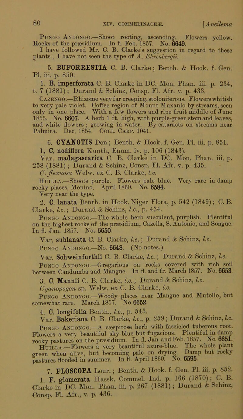 Pungo Andongo.—Shoot rooting, ascending. Flowers yellow. Rocks of the proesidium. In fl. Feb. 1857. No. 6649. I have followed Mr. C. B. Clarke’s suggestion in regard to these plants ; I have not seen the type of A. Ehrenbergii. 5. BUFORRESTIA C. B. Clarke; Benth. & Hook. f. Gen. PI. iii. p. 850. 1. B. imperforata C. B. Clarke in DC. Mon. Phan. iii. p. 234, t. 7 (1881); Durand & Schinz, Consp. Fl. Afr. v. p. 433. Cazengo.—Rhizome veryfar creeping, stoloniferous. Flowers whitish to very pale violet. Coffee region of Mount Muxaulo by streams, seen only in one place. With a few flowers and ripe fruit middle of June 1855. No. 6607. A herb 1 ft. high, with purple-green stem and leaves, and white flowers ; growing in water. By cataracts on streams near Palmira. Dec. 1854. Coll. Carp. 1041. 6. CYANOTIS Don; Benth. & Hook. f. Gen. PI. iii. p. 851. 1. C. nodiflora Kuntk, Enum. iv. p. 106 (1843). Var. madagascarica C. B. Clarke in DC. Mon. Phan. iii. p. 258 (1881); Durand & Schinz, Consp. Fl. Afr. v. p. 435. C. Jlexuosa Welw. ex C. B. Clarke, l.c. Huilla.—Shoots purple. Flowers pale blue. Very rare in damp rocky places, Monino. April 1860. No. 6584. Very near the type. 2. C. lanata Benth. in Hook. Niger Flora, p. 542 (1849); C. B. Clarke, l.c.; Durand & Schinz, l.c., p. 434. Pungo Andongo.—The whole herb succulent, purplish. Plentiful on the highest rocks of the prsesidium, Cazella, S. Antonio, and Songue. In fl. Jan. 1857. No. 6650. Var. sublanata C. B. Clarke, l.c.; Durand & Schinz, l.c. Pungo Andongo.—No. 6648. (No notes.) Var. Schweinfurthii 0. B. Clarke, l.c. ; Durand & Schinz, l.c. Pungo Andongo.—Gregarious on rocks covered with rich soil between Candumba and Mangue. In fl. and fr. March 1857. No. 6653- 3. C. Mannii C. B. Clarke, l.c.; Durand & Schinz, l.c. Cyanopoyon sp. Welw. ex C. B. Clarke, l.c. Pungo Andongo.—Woody places near Mangue and Mutollo, but somewhat rare. March 1857. No 6652- 4. C. longifolia Benth., l.c., p. 543. Var. Bakeriana C. B. Clarke, l.c., p. 259 ; Durand & Schinz, l.c. Pungo Andongo.—A csespitose herb with fascicled tuberous root. Flowers a very beautiful sky-blue but fugacious. Plentiful in damp rocky pastures on the prsesidium. In fl. Jan. and Feb. 1857. No. 6651. Huilla.—Flowers a very beautiful azure-blue. The whole plant green when alive, but becoming pale on drying. Damp but rocky pastures flooded in summer. In fl. April 1860. No. 6595 7. FL0SC0PA Lour.; Benth. & Hook. f. Gen. PI. iii. p. 852. 1. F. glomerata Hassk. Commel. Ind. p. 166 (1870); C. B. Clarke in DC. Mon. Phan. iii. p. 267 (1881); Durand & Schinz, Consp. Fl. Afr., v. p. 436.