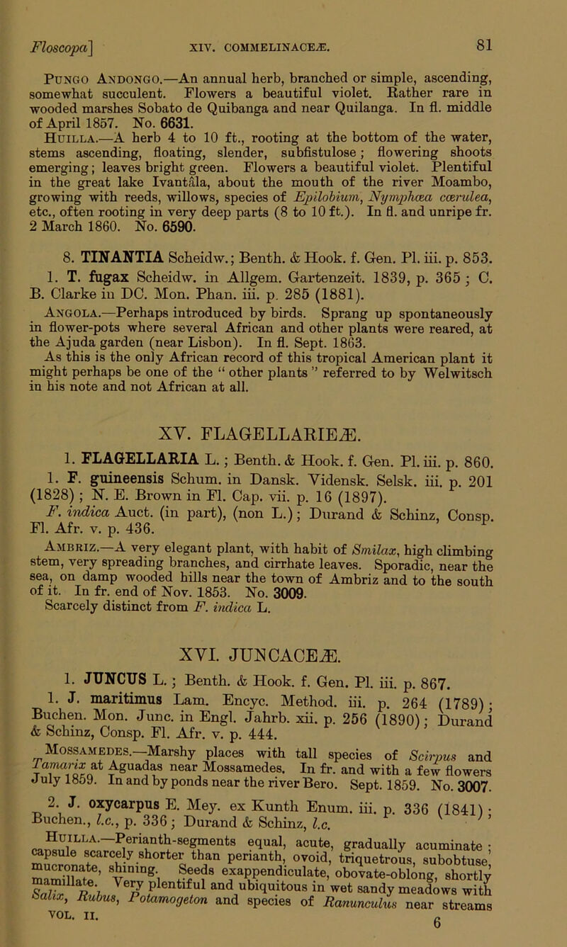 Pungo Andongo.—An annual herb, branched or simple, ascending, somewhat succulent. Flowers a beautiful violet. Rather rare in wooded marshes Sobato de Quibanga and near Quilanga. In fl. middle of April 1857. No. 6631. Huilla.—A herb 4 to 10 ft., rooting at the bottom of the water, stems ascending, floating, slender, subfistulose; flowering shoots emerging; leaves bright green. Flowers a beautiful violet. Plentiful in the great lake Ivantala, about the mouth of the river Moambo, growing with reeds, willows, species of Epilobium, Nymphcm caerulea, etc., often rooting in very deep parts (8 to 10 ft.). In fl. and unripe fr. 2 March 1860. No. 6590. 8. TIN ANTI A Scheidw.; Benth. & Hook. f. Gen. PI. iii. p. 853. 1. T. fugax Scheidw. in Allgem. Gartenzeit. 1839, p. 365 ; C. B. Clarke in DC. Mon. Phan. iii. p. 285 (1881). Angola.—Perhaps introduced by birds. Sprang up spontaneously in flower-pots where several African and other plants were reared, at the Ajuda garden (near Lisbon). In fl. Sept. 1863. As this is the only African record of this tropical American plant it might perhaps be one of the “ other plants ” referred to by Welwitsch in his note and not African at all. XY. FLAGELLARIE2E. 1. FLAGELLARIA L.; Benth. & Hook. f. Gen. PL iii. p. 860. 1. F. guineensis Schum. in Dansk. Vidensk. Selsk. iii. p. 201 (1828) ; N. E. Brown in Fl. Cap. vii. p. 16 (1897). F. indica Auct. (in part), (non L.); Durand & Schinz, Consp. Fl. Afr. v. p. 436. Ambriz.—A very elegant plant, with habit of Smilax, high climbing stem, very spreading branches, and cirrhate leaves. Sporadic, near the sea, on damp wooded hills near the town of Ambriz and to the south of it. In fr. end of Nov. 1853. No. 3009. Scarcely distinct from F. indica L. XYI. JUXCACEjE. 1. JTJNCUS L.; Benth. & Hook. f. Gen. PI. iii. p. 867. 1. J. maritimus Lam. Encyc. Method, iii. p. 264 (1789); Buchen. Mon. June, in Engl. Jahrb. xii. p. 256 (1890): Durand & Schinz, Consp. Fl. Afr. v. p. 444. Mossamedes.—Marshy places with tall species of Scirpus and Tamarix &t Aguadas near Mossamedes. In fr. and with a few flowers July lHpy. la and by ponds near the river Bero. Sept. 1859. No. 3007. 2. J. oxycarpus E. Mey. ex Kunth Enum. iii. p. 336 (1841) • Buchen., l.c., p. 336; Durand & Schinz, l.c. raSniILLA’~^eriunt^Seg,ments equal> acute’ gradually acuminate: mE^nn^arCvy-8h0rteiothJin Penanth> ovoid> triquetrous, subobtuse, SJ}lning', .Sr?8 exaPPendlculate, obovate-oblong, shortly mamillate Very plentiful and ubiquitous in wet sandy meadows with Sahx, Rubus, Potamogeton and species of Ranunculi near Itreams VOL. II. g