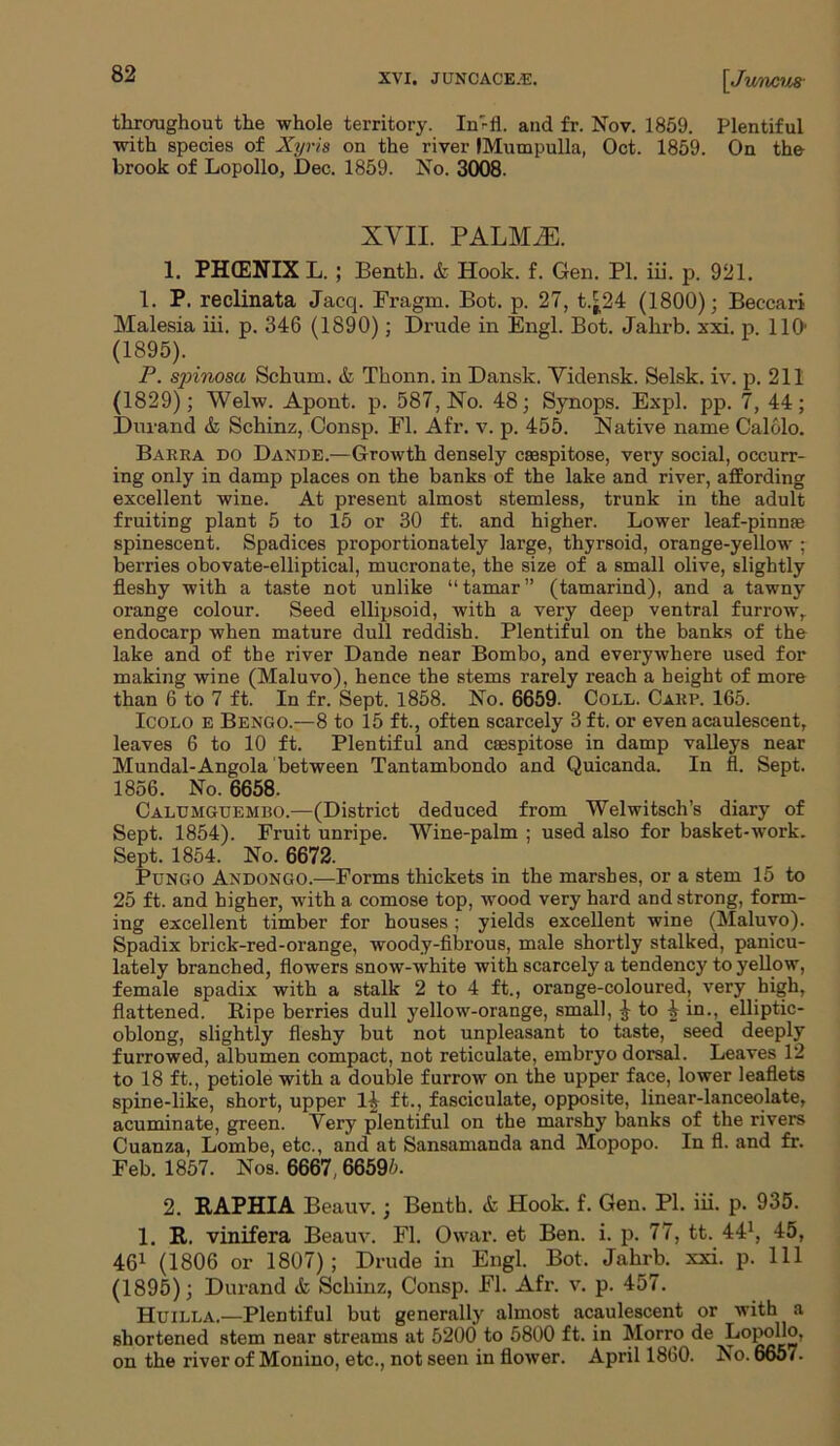 XVI. JUNCACE.'E. V' uncus- throughout the whole territory. In'-fl. and fr. Nov. 1859. Plentiful with species of Xyris on the river IMumpulla, Oct. 1859. On the brook of Lopollo, Dec. 1859. No. 3008. XVII. PALMiE. 1. PHCENIX L. ; Benth. & Hook. f. Gen. PI. iii. p. 921. 1. P. reclinata Jacq. Fragm. Bot. p. 27, t.^24 (1800); Beccari Malesia iii. p. 346 (1890); Drude in Engl. Bot. Jahrb. xxi. p. 1101 (1895). P. spinosa Schum. & Thonn. in Dansk. Vidensk. Selsk. iv. p. 211 (1829); Welw. Apont. p. 587, No. 48; Synops. Expl. pp. 7, 44; Durand & Schinz, Consp. FI. Afr. v. p. 455. Native name Calolo. Barra do Dande.—Growth densely caaspitose, very social, occurr- ing only in damp places on the banks of the lake and river, affording excellent wine. At present almost stemless, trunk in the adult fruiting plant 5 to 15 or 30 ft. and higher. Lower leaf-pinnae spinescent. Spadices proportionately large, thyrsoid, orange-yellow ; berries obovate-elliptical, mucronate, the size of a small olive, slightly fleshy with a taste not unlike “tamar” (tamarind), and a tawny orange colour. Seed ellipsoid, with a very deep ventral furrow,, endocarp when mature dull reddish. Plentiful on the banks of the lake and of the river Dande near Bombo, and everywhere used for making wine (Maluvo), hence the stems rarely reach a height of more than 6 to 7 ft. In fr. Sept. 1858. No. 6659. Coll. Carp. 165. Icolo E Bengo.—8 to 15 ft., often scarcely 3 ft. or even acaulescent, leaves 6 to 10 ft. Plentiful and caespitose in damp valleys near Mundal-Angola between Tantambondo and Quicanda. In fl. Sept. 1856. No. 6658. Calumguemiso.—(District deduced from Welwitsch’s diary of Sept. 1854). Fruit unripe. Wine-palm ; used also for basket-work. Sept. 1854. No. 6672. Pungo Andongo.—Forms thickets in the marshes, or a stem 15 to 25 ft. and higher, with a comose top, wood very hard and strong, form- ing excellent timber for houses ; yields excellent wine (Maluvo). Spadix brick-red-orange, woody-fibrous, male shortly stalked, panicu- lately branched, flowers snow-white with scarcely a tendency to yellow, female spadix with a stalk 2 to 4 ft., orange-coloured, very high, flattened. Ripe berries dull yellow-orange, small, J to 4 in., elliptic- oblong, slightly fleshy but not unpleasant to taste, seed deeply furrowed, albumen compact, not reticulate, embryo dorsal. Leaves 12 to 18 ft., petiole with a double furrow on the upper face, lower leaflets spine-like, short, upper ft., fasciculate, opposite, linear-lanceolate, acuminate, green. Very plentiful on the marshy banks of the rivers Cuanza, Lombe, etc., and at Sansamanda and Mopopo. In fl. and fr. Feb. 1857. Nos. 6667 6659A 2. RAPHIA Beauv.; Benth. & Hook. f. Gen. PI. iii. p. 935. 1. R. vinifera Beauv. Fl. Owar. et Ben. i. p. 77, tt. 441, 45, 461 (1806 or 1807); Drude in Engl. Bot. Jahrb. xxi. p. Ill (1895); Durand & Schinz, Consp. Fl. Afr. v. p. 457. Huilla.—Plentiful but generally almost acaulescent or with a shortened stem near streams at 5200 to 5800 ft. in Morro de Lopollo, on the river of Monino, etc., not seen in flower. April 1860. No. 6657.