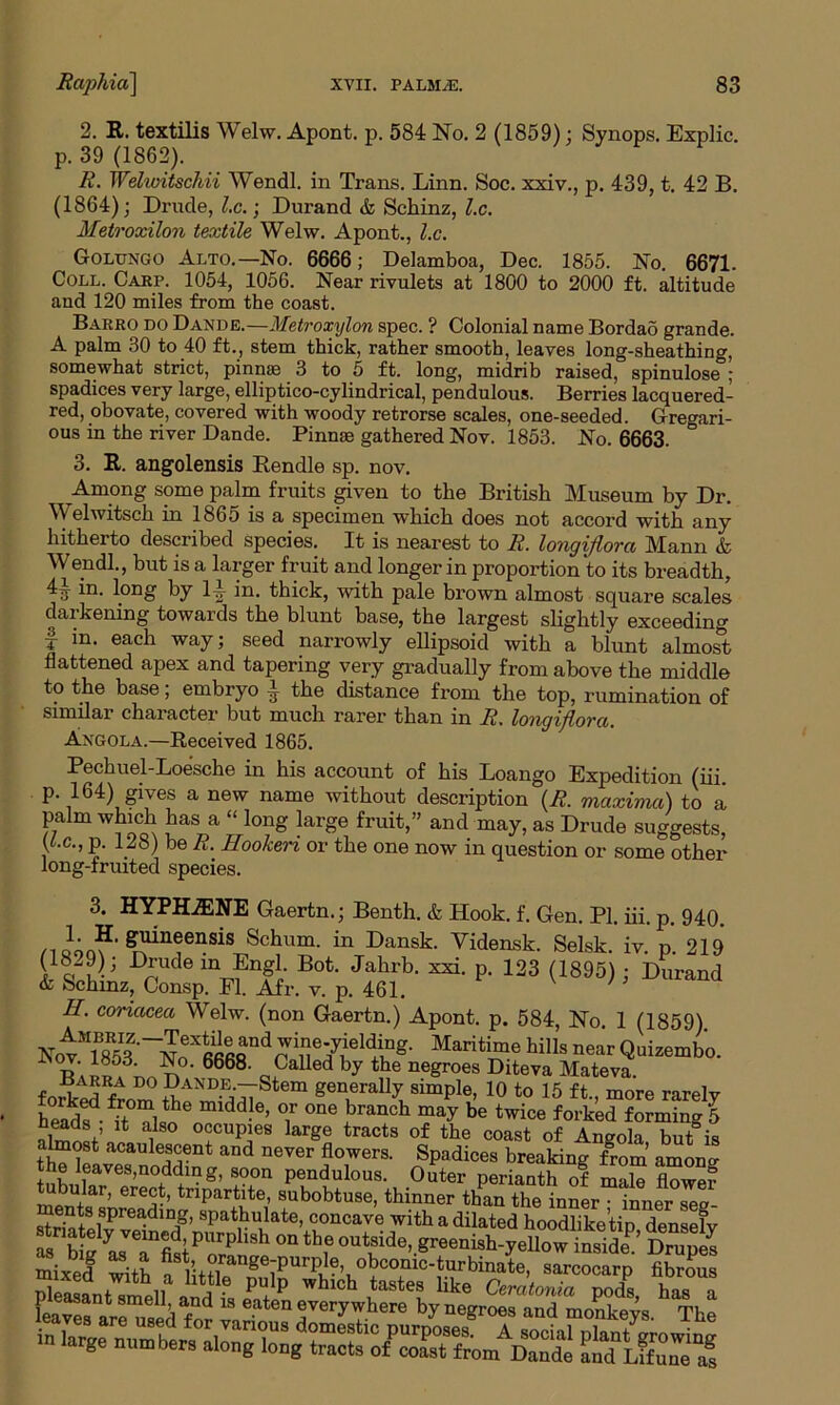 2. R. textilis Welw. Apont. p. 584 No. 2 (1859); Synops. Explic. p. 39 (1862). R. Welivitschii Wendl. in Trans. Linn. Soc. xxiv., p. 439, t. 42 B. (1864); Drude, l.c.; Durand & Schinz, l.c. Metroxilon textile Welw. Apont., l.c. Golungo Alto.—No. 6666; Delamboa, Dec. 1855. No. 6671. Coll. Carp. 1054, 1056. Near rivulets at 1800 to 2000 ft. altitude and 120 miles from the coast. Barro do Dande.—Metroxylon spec. ? Colonial name Bordad grande. A palm 30 to 40 ft., stem thick, rather smooth, leaves long-sheathing, somewhat strict, pinnae 3 to 5 ft. long, midrib raised, spinulose ; spadices very large, elliptico-cylindrical, pendulous. Berries lacquered- red, obovate, covered with woody retrorse scales, one-seeded. Gregari- ous in the river Dande. Pinnae gathered Nov. 1853. No. 6663. ° 3. R. angolensis Rendle sp. nov. Among some palm fruits given to the British Museum by Dr. Welwitsch in 1865 is a specimen which does not accord with any hitherto described species. It is nearest to R. longiflora Mann & Wendl., but is a larger fruit and longer in proportion to its breadth, 4.t tm long by 1-4 in. thick, with pale brown almost square scales darkening towards the blunt base, the largest slightly exceeding I in- each way; seed narrowly ellipsoid with a blunt almost flattened apex and tapering very gradually from above the middle to the base; embryo ^ the distance from the top, rumination of similar chai acter but much rarer than in R. lonvjijlova. Angola.—Received 1865. Pechuel-Loesche in his account of his Loango Expedition (iii. P-164) gives a new name without description (R. maxima) to a palm which has a “ long large fruit,” and may, as Drude suggests, (C.c., p. 128) be R. Hooken or the one now in question or some other long-fruited species. 3. HYPHiENE Gaertn.; Benth. & Hook. f. Gen. PI. iii. p. 940. /i Jon?' ^n®ensis Schum. in Dansk. Vidensk. Selsk. iv. p. 219 (.1829); Drude m Engl Bot. Jahrb. xxi. p. 123 (1895); Durand & Schinz, Gonsp. FI. Afr. v. p. 461. H. coriacea Welw. (non Gaertn.) Apont. p. 584, No. 1 (1859) Nov^53Z‘~NoeXSfiRndr5iue7/ellng- Mant™e hills near Quizembo. tV ' 6668- c.Called by the neSroes Diteva Mateva. forktd from gen,erally simPle- 10 to 15 ft., more rarely dd- ’ T °ne Jranch may be twice forked forming 5 Reads , it also occupies large tracts of the coast of Angola but is almost acaulescent and never flowers. Spadices breaking from amona l rVeS>n°.ddmg’ S00n Pendulous. Outer perianth of male flower u mlar, erect, tripartite, subobtuse, thinner than the inner • inner sev- men s sjireaing, spathulate, concave with a dilated hoodlike tip densely t °n thf greenish-yellow inside’ Srupe^ mixed wifL 5V-i.?range7purP]1?> obcomc-turbinate, sarcocarp fibrous fiTeraVeTsedf^