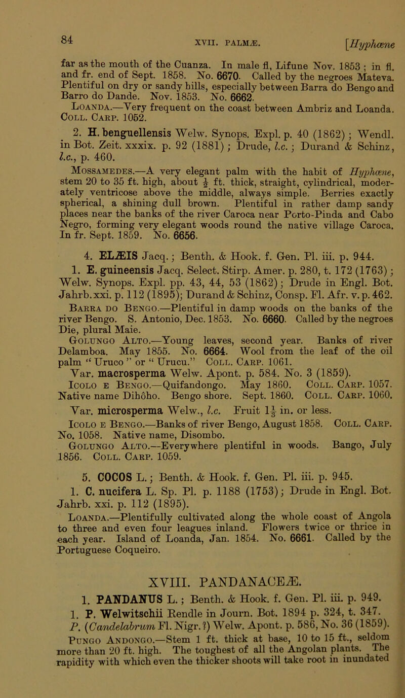 \Hyphoene far as the mouth of the Cuanza. In male fl, Lifune Nov. 1853 ; in fl. and fr. end of Sept. 1858. No. 6670- Called by the negroes Mateva. Plentiful on dry or sandy hills, especially between Barra do Bengoand Barro do Dande. Nov. 1853. No. 6662. Loanda.—Very frequent on the coast between Ambriz and Loanda. Coll. Carp. 1052. 2. H. benguellensis Welw. Synops. Expl. p. 40 (1862); Wendl. in Bot. Zeit. xxxix. p. 92 (1881); Drude, l.c.; Durand & Schinz, l.c., p. 460. Mossamedes.—A very elegant palm with the habit of Hyphcene, stem 20 to 35 ft. high, about 4 ft. thick, straight, cylindrical, moder- ately ventricose above the middle, always simple. Berries exactly spherical, a shining dull brown. Plentiful in rather damp sandy places near the banks of the river Caroca near Porto-Pinda and Cabo Negro, forming very elegant woods round the native village Caroca. In fr. Sept. 1859. No. 6656. 4. ELiEIS Jacq.; Benth. & Hook. f. Gen. PL iii. p. 944. 1. E. guineensis Jacq. Select. Stirp. Amer. p. 280, t. 172 (1763); Welw. Synops. Expl. pp. 43, 44, 53 (1862); Drude in Engl. Bot. Jahrb.xxi. p. 112 (1895); Durand & Schinz, Consp. Fl. Afr. v. p. 462. Barra do Bengo.—Plentiful in damp woods on the banks of the river Bengo. S. Antonio, Dec. 1853. No. 6660- Called by the negroes Die, plural Maie. Golungo Alto.—Young leaves, second year. Banks of river Delamboa. May 1855. No. 6664. Wool from the leaf of the oil palm ‘‘ Uruco ” or “ Urucu.” Coll. Carp. 1061. Yar. macrosperma Welw. Apont. p. 584. No. 3 (1859). Icolo e Bengo.—Quifandongo. May 1860. Coll. Carp. 1057. Native name Dihoho. Bengo shore. Sept. 1860. Coll. Carp. 1060. Yar. microsperma Welw., l.c. Fruit 1^ in. or less. Icolo e Bengo.—Banks of river Bengo, August 1858. Coll. Carp. No. 1058. Native name, Disombo. Golungo Alto.—Everywhere plentiful in woods. Bango, July 1856. Coll. Carp. 1059. 5. COCOS L.; Benth. & Hook. f. Gen. PI. iii. p. 945. 1. C. nucifera L. Sp. PI. p. 1188 (1753); Drude in Engl. Bot. Jahrb. xxi. p. 112 (1895). Loanda.—Plentifully cultivated along the whole coast of Angola to three and even four leagues inland. Flowers twice or thrice in each year. Island of Loanda, Jan. 1854. No. 6661- Called by the Portuguese Coqueiro. XVIII. PANDANACEiE. 1. P AND ANUS L.; Benth. & Hook. f. Gen. PI. iii. p. 949. 1. P. Welwitschii Bundle in Journ. Bot. 1894 p. 324, t. 347. P. (Candelabrum Fl. Nigr. ?) Welw. Apont. p. 586, No. 36 (1859). Pungo Andongo.—Stem 1 ft. thick at base, 10 to 15 ft., seldom more than 20 ft. high. The toughest of all the Angolan plants. The rapidity with which even the thicker shoots will take root in inundated