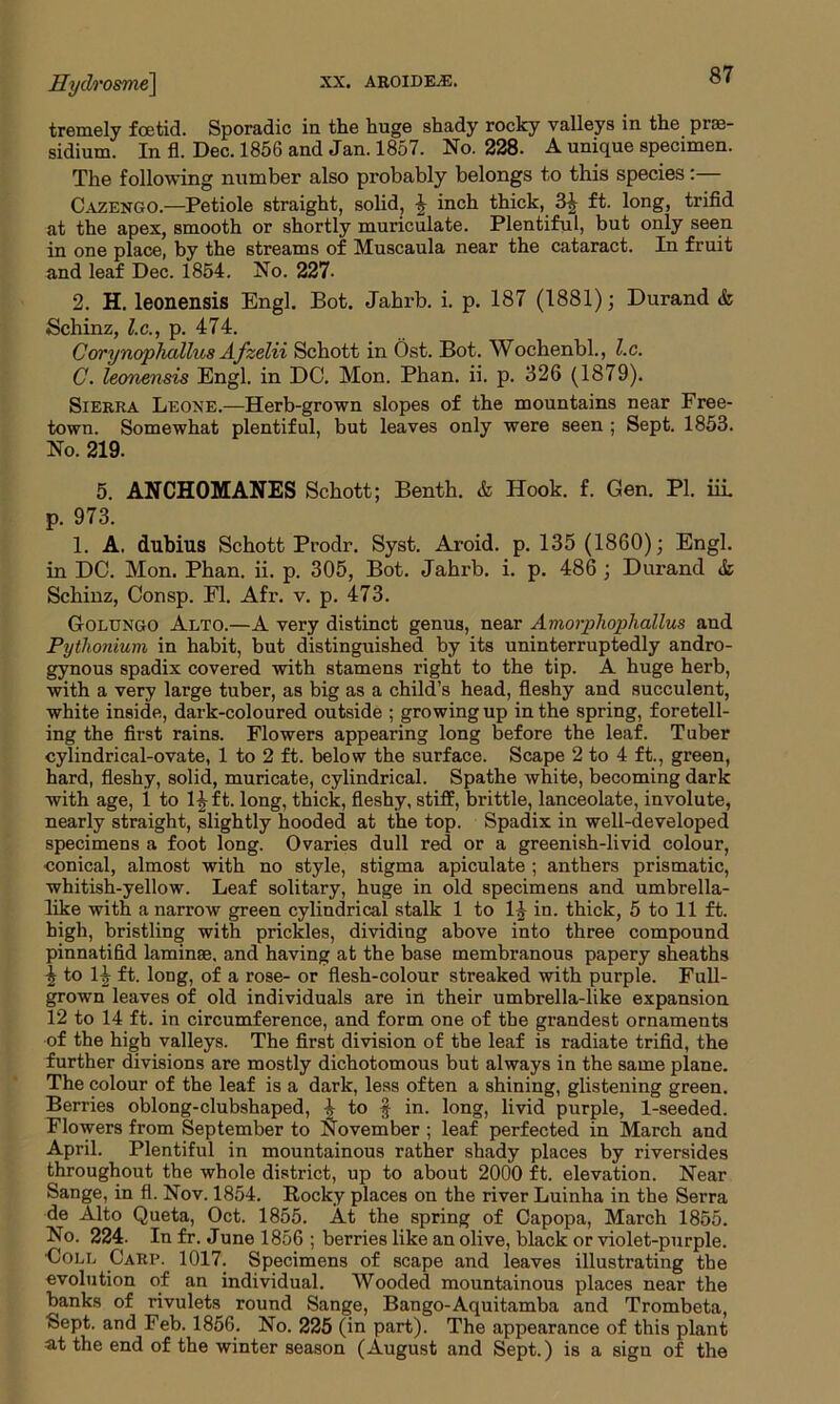 tremely foetid. Sporadic in the huge shady rocky valleys in the pre- sidium. In fl. Dec. 1856 and Jan. 1857. No. 228. A unique specimen. The following number also probably belongs to this species:— Cazengo.—Petiole straight, solid, 4 inch thick, 3J ft. long, trifid at the apex, smooth or shortly muriculate. Plentiful, but only seen in one place, by the streams of Muscaula near the cataract. In fruit and leaf Dec. 1854. No. 227. 2. H. leonensis Engl. Bot. Jahrb. i. p. 187 (1881); Durand & Schinz, l.c., p. 474. Corynophallus Afzelii Schott in Ost. Bot. Wochenbl., l.c. C. leonensis Engl, in DC. Mon. Phan. ii. p. 326 (1879). Sierra Leone.—Herb-grown slopes of the mountains near Free- town. Somewhat plentiful, but leaves only were seen ; Sept. 1853. No. 219. 5. ANCHOMANES Schott; Benth. & Hook. f. Gen. PI. iii p. 973. 1. A. dubius Schott Prodr. Syst. Aroid. p. 135 (1860); Engl, in DC. Mon. Phan. ii. p. 305, Bot. Jahrb. i. p. 486 ; Durand & Schinz, Consp. Fl. Afr. v. p. 473. G-olungo Alto.—A very distinct genus, near Amorphophallus and Pythonium in habit, but distinguished by its uninterruptedly andro- gynous spadix covered with stamens right to the tip. A huge herb, with a very lai’ge tuber, as big as a child’s head, fleshy and succulent, white inside, dark-coloured outside ; growing up in the spring, foretell- ing the first rains. Flowers appearing long before the leaf. Tuber cylindrical-ovate, 1 to 2 ft. below the surface. Scape 2 to 4 ft., green, hard, fleshy, solid, muricate, cylindrical. Spathe white, becoming dark with age, i to 1^ ft. long, thick, fleshy, stiff, brittle, lanceolate, involute, nearly straight, slightly hooded at the top. Spadix in well-developed specimens a foot long. Ovaries dull red or a greenish-livid colour, conical, almost with no style, stigma apiculate ; anthers prismatic, whitish-yellow. Leaf solitary, huge in old specimens and umbrella- like with a narrow green cylindrical stalk 1 to 14 in. thick, 5 to 11 ft. high, bristling with prickles, dividing above into three compound pinnatifid laminse. and having at the base membranous papery sheaths J to 1-4 ft. long, of a rose- or flesh-colour streaked with purple. Full- grown leaves of old individuals are in their umbrella-like expansion 12 to 14 ft. in circumference, and form one of the grandest ornaments of the high valleys. The first division of the leaf is radiate trifid, the further divisions are mostly dichotomous but always in the same plane. The colour of the leaf is a dark, less often a shining, glistening green. Berries oblong-clubshaped, to § in. long, livid purple, 1-seeded. Flowers from September to November ; leaf perfected in March and April. Plentiful in mountainous rather shady places by riversides throughout the whole district, up to about 2000 ft. elevation. Near Sange, in fl. Nov. 1854. Rocky places on the river Luinha in the Serra de Alto Queta, Oct. 1855. At the spring of Capopa, March 1855. No. 224. In fr. June 1856 ; berries like an olive, black or violet-purple. 'Coll Carp. 1017. Specimens of scape and leaves illustrating the evolution of an individual. Wooded mountainous places near the banks of rivulets round Sange, Bango-Aquitamba and Trombeta, Sept, and Feb. 1856. No. 225 (in part). The appearance of this plant at the end of the winter season (August and Sept.) is a sign of the