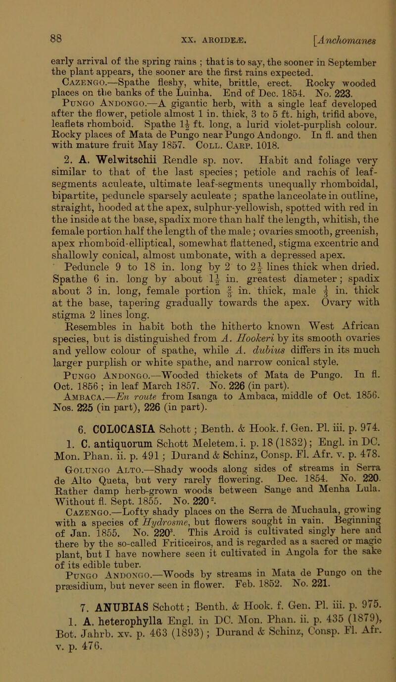 early arrival of the spring rains ; that is to say, the sooner in September the plant appears, the sooner are the first rains expected. Cazengo.—Spathe fleshy, white, brittle, erect. Rocky wooded places on tlie banks of the Luinha. End of Dec. 1854. No. 223. Pungo Andongo.—A gigantic herb, with a single leaf developed after the flower, petiole almost 1 in. thick, 3 to 5 ft. high, trifid above, leaflets rhomboid. Spathe 14 ft. long, a lurid violet-purplish colour. Rocky places of Mata de Pungo near Pungo Andongo. In fl. and then with mature fruit May 1857. Coll. Carp. 1018. 2. A. Welwitschii Rendle sp. nov. Habit and foliage very similar to that of the last species; petiole and rachis of leaf- segments aculeate, ultimate leaf-segments unequally rhomboidal, bipartite, peduncle sparsely aculeate ; spathe lanceolate in outline, straight, hooded at the apex, sulphur-yellowish, spotted with red in the inside at the base, spadix more than half the length, whitish, the female portion half the length of the male; ovaries smooth, greenish, apex rhomboid-elliptical, somewhat flattened, stigma excentric and shallowly conical, almost umbonate, with a depressed apex. Peduncle 9 to 18 in. long by 2 to 2-| lines thick when dried. Spathe 6 in. long by about It} in. greatest diameter; spadix about 3 in. long, female portion in. thick, male } in. thick at the base, tapering gradually towards the apex. Ovary with stigma 2 lines long. Resembles in habit both the hitherto known West African species, but is distinguished from A. Hookeri by its smooth ovaries and yellow colour of spathe, while A. dubius differs in its much larger purplish or Avhite spathe, and narrow conical style. Pungo Andongo.—Wooded thickets of Mata de Pungo. In fi. Oct. 1856 ; in leaf March 1857. No. 226 (in part). Ambaca.—En route from Isanga to Ambaca, middle of Oct. 1856. Nos. 225 (in part), 226 (in part). 6. C0L0CASIA Schott; Benth. & Hook. f. Gen. PI. iii. p. 974. 1. C. antiquorum Schott Meletem. i. p. 18 (1832); Engl, in DC. Mon. Phan. ii. p. 491; Durand & Schinz, Consp. Fl. Afr. v. p. 478. Golungo Alto.—Shady woods along sides of streams in Serra de Alto Queta, but very rarely flowering. Dec. 1854. No. 220. Rather damp herb-grown woods between Sauge and Menha Lula. Without fl. Sept. 1855. No. 2202. Cazengo.—Lofty shady places on the Serra de Muchaula, growing with a species of Hydrosme, but flowers sought in vain. Beginning of Jan. 1855. No. 220'. This Aroid is cultivated singly here and there by the so-called Friticeiros, and is regarded as a sacred or magic plant, but I have nowhere seen it cultivated in Angola for the sake of its edible tuber. , Pungo Andongo.—Woods by streams in Mata de Pungo on the presidium, but never seen in flower. Feb. 1852. No. 221. 7. ANUBIAS Schott ; Benth. A Hook. f. Gen. PI. iii. p. 975. 1. A. heterophylla Engl, in DC. Mon. Phan. ii. p. 435 (1879), Bot. Jahrb. xv. p. 463 (1893); Durand & Schinz, Consp. Fl. Afr. v. p. 476.