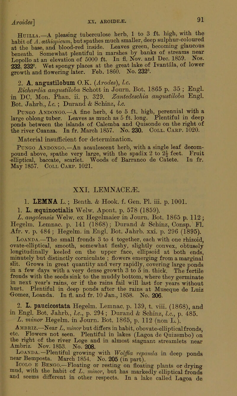 Aroides] Huilla.—A pleasing tuberculose herb, 1 to 3 ft. high, with the habit of A. cethiopicum, but spathes much smaller, deep sulphur-coloured at the base, and blood-red inside. Leaves green, becoming glaucous beneath. Somewhat plentiful in marshes by banks of streams near Lopollo at an elevation of 5000 ft. In fl. Nov. and Dec. 1859. Nos. 232, 2322. Wet spongy places at the great lake of Ivantfila, of lower growth and flowering later. Feb. 1860. No. 2323. 2. A. angustilobum O.K. (Arodes), l.c. Richcirdici angustiloba Schott in Journ. Bot. 1865 p. 35 ; Engl, in DO. Mon. Phan. ii. p. 329. Zantedeschia angustiloba Engl. Bot. Jahrb., Lc. ; Durand & Schinz, l.c. Pungo Andongo.—A fine herb, 4 to 5 ft. high, perennial with a large oblong tuber. Leaves as much as 5 ft. long. Plentiful in deep ponds between the islands of Calemba and Quisonde on the right of the river Cuanza. In fr. March 1857. No. 230. Coll. Carp. 1020. Material insufficient for determination. Pcngo Andongo.—An acaulescent herb, with a single leaf decom- pound above, spathe very large, with the spadix 2 to 2-b feet. Fruit •elliptical, baccate, scarlet. Woods of Barranco de Catete. In fr. May 1857. Coll Carp. 1021. XXI. LEMNACEiE. 1. LEMNA L.; Benth. & Hook. f. Gen. PL iii. p. 1001. 1. L. aequinoctialis Welw. Apont. p. 578 (1859). L. angolensis Welw. ex Hegelmaier in Journ. Bot. 1865 p. 112; Hegelm. Lemnac. p. 141 (1868); Durand & Schinz, Consp. Fl. Afr. v. p. 484; Hegelm. in Engl. Bot. Jahrb. xxi. p. 296 (1895). Loanda.—The small fronds 3 to 4 together, each with one rhizoid, ovate-elliptical, smooth, somewhat fleshy, slightly convex, obtusely longitudinally keeled on the upper face, ellipsoid at both ends, minutely but distinctly corniculate ; flowers emerging from a marginal slit. Grows in great quantity and very rapidly, covering large ponds in a few days with a very dense growth 3 to 5 in. thick. The fertile fronds with the seeds sink to the muddy bottom, where they germinate in next year’s rains, or if the rains fail will last for years without hurt. Plentiful in deep ponds after the rains at Museque de Luiz Gomez, Loanda. In fl. and fr. 10 Jan., 1858. No. 206. 2. L. paucicostata Hegelm. Lemnac. p. 139, t. viii. (1868), and in Engl. Bot. Jahrb., l.c., p. 294; Durand & Schinz, l.c., p. 485. L. minor Hegelm. in Journ. Bot. 1865, p. 112 (non L.). Ambriz.—Near L. minor but differs in habit, obovate-ellipticalfronds, etc. Flowers not seen. Plentiful in lakes (Lagoa de Quizembo) on the right of the river Loge and in almost stagnant streamlets near Ambriz. Nov. 1853. No. 208. Loanda.—Plentiful growing with Wolffia repanda in deep ponds near Bemposta. March 1854. No. 205 (in part). Icolo e Bengo.—-Floating or resting on floating plants or drying mud, with the habit of L. minor, but has markedly elliptical fronds and seems different in other respects. In a lake called Lagoa de
