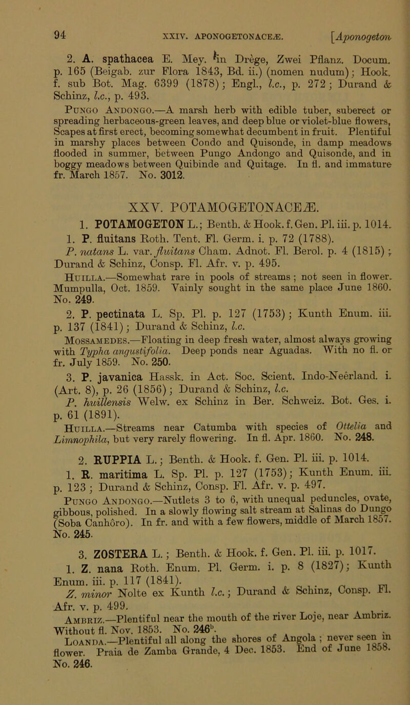 \Aponogeton 2. A. spathacea E. Mey. hn Drege, Zwei Pflanz. Docum. p. 165 (Beigab. zur Flora 1843, Bd. ii.) (nomen nudum); Hook, f. sub Bot. Mag. 6399 (1878); Engl., l.c., p. 272 ; Durand & Schinz, l.c., p. 493. Pungo Andongo.—A marsh herb with edible tuber, suberect or spreading herbaceous-green leaves, and deep blue or violet-blue flowers, Scapes at first erect, becoming somewhat decumbent in fruit. Plentiful in marshy places between Condo and Quisonde, in damp meadows flooded in summer, between Pungo Andongo and Quisonde, and in boggy meadows between Quibinde and Quitage. In fl. and immature fr. March 1857. No. 3012. XXY. POTAMOGETONACEiE. 1. POTAMOGETON L.; Benth. & Hook. f.Gen. PI. iii. p. 1014. 1. P. fluitans Roth. Tent. Fl. Germ. i. p. 72 (1788). P. natans L. var.fluitans Cham. Adnot. Fl. Berol. p. 4 (1815) ; Durand & Schinz, Consp. Fl. Afr. v. p. 495. Huilla.—Somewhat rare in pools of streams ; not seen in flower. Mumpulla, Oct. 1859. Yainly sought in the same place June 1860. No. 249. 2. P. pectinata L. Sp. PI. p. 127 (1753); Kunth Enum. iii. p. 137 (1841); Durand & Schinz, l.c. Mossamedes.—Floating in deep fresh water, almost always growing with Typha angustifolia. Deep ponds near Aguadas. With no fl. or fr. July 1859. No. 250. 3. P. javanica Hassk. in Act. Soc. Scient. Indo-Neerland. i. (Art. 8), p. 26 (1856); Durand & Schinz, l.c. P. huillensis Welw. ex Schinz in Ber. Schweiz. Bot. Ges. i. p. 61 (1891). Huilla.—Streams near Catumba with species of Ottelia and Limnophila, but very rarely flowering. In fl. Apr. 1860. No. 248. 2. RTJPPIA L.; Benth. & Hook. f. Gen. PI. iii. p. 1014. 1. It. maritima L. Sp. PL p. 127 (1753); Kunth Enum. iii. p. 123 ; Durand & Schinz, Consp. Fl. Afr. v. p. 497. Pungo Andongo.—Nutlets 3 to 6, with unequal peduncles, ovate, gibbous, polished. In a slowly flowing salt stream at Salinas do D ungo (Soba Canhoro). In fr. and with a few flowers, middle of March 1857. No. 245. 3. Z0STERA L.; Benth. & Hook. f. Gen. PI. iii. p. 1017. 1. Z. nana Roth. Enum. PI. Germ. i. p. 8 (1827); Kunth Enum. iii. p. 117 (1841). Z. minor Nolte ex Kunth l.c.; Durand & Schinz, Consp. II. Afr. v. p. 499. Amuriz.—Plentiful near the mouth of the river Loje, near Ambnz. Without fl. Nov. 1853. No. 246b. . . . Loan da.—Plentiful all along the shores of Angola ; never seen m flower. Praia de Zamba Grande, 4 Dec. 1853. End of June 18o8.