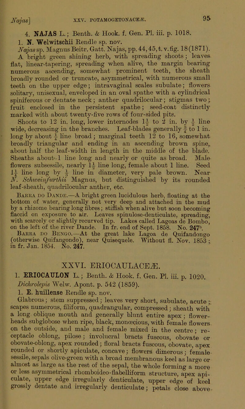 95- 4. NAJAS L.; Benth. & Hook. f. Gen. PI. iii. p. 1018. 1. N. Welwitschii Rendle sp. nov. Najas sp. Magnus Beitr. Gatt. Najas, pp. 44,45, t. v.fig. 18(1871). A bright green shining herb, with spreading shoots; leaves flat, linear-tapering, spreading when alive, the margin bearing numerous ascending, somewhat prominent teeth, the sheath broadly rounded or truncate, asymmetrical, with numerous small teeth on the upper edge; intravaginal scales subulate; flowers solitary, unisexual, enveloped in an oval spathe with a cylindrical spiniferous or dentate neck; anther quadrilocular; stigmas two; fruit enclosed in the persistent spathe; seed-coat distinctly marked with about twenty-five rows of four-sided pits. Shoots to 12 in. long, lower internodes 1-| to 2 in. by line wide, decreasing in the branches. Leaf-blades generally f to 1 in. long by about -} line broad ; marginal teeth 12 to 16, somewhat broadly triangular and ending in an ascending brown spine,, about half the leaf-width in length in the middle of the blade. Sheaths about--1 line long and nearly or quite as broad. Male flowers subsessile, nearly 1^ line long, female about 1 line. Seed 11 line long by ~ line in diameter, very pale brown. Near A. Schweinfurthii Magnus, but distinguished by its rounded leaf-sheath, quadrilocular anther, etc. Barra do Dande.—A bright green lucidulous herb, floating at the bottom of water, generally not very deep and attached in the mud by a rhizome bearing long fibres; stiffish when alive but soon becoming flaccid on exposure to air. Leaves spinulose-denticulate, spreading, with scarcely or slightly recurved tip. Lakes called Lagoas de Bombo, on the left of the river Dande. In fr. end of Sept. 1858. No. 247b. Barra do Bengo.—At the great lake Lagoa de Quifandongo (otherwise Quifangondo), near Quisequele. Without fl. Nov. 1853 ; in fr. Jan. 1854. No. 247. XXYI. ERIOOAULACEiE. 1. ERIOCATJLON L.; Benth. & Hook. f. Gen. PI. iii. p. 1020.. Dichrolepis Welw. Apont. p. 542 (1859). 1. E. huillense Rendle sp. nov. Glabrous; stem suppressed; leaves very short, subulate, acute;: scapes numerous, filiform, quadrangular, compressed; sheath with a long oblique mouth and generally blunt entire apex ; flower- heads subglobose when ripe, black, monoecious, with female flowers on the outside, and male and female mixed in the centre • re- ceptacle oblong, pilose; involucral bracts fuscous, obovate or obovate-oblong, apex rounded; floral bracts fuscous, obovate, apex rounded or shortly apiculate, concave; flowers dimerous; female sessile, sepals olive-green with a broad membranous keel as' large or almost as large as the rest of the sepal, the whole forming a more or less asymmetrical rhomboideo-fiabelliform structure, apex api- culate, upper edge irregularly denticulate, upper edge of keel grossly dentate and irregularly denticulate; petals close above