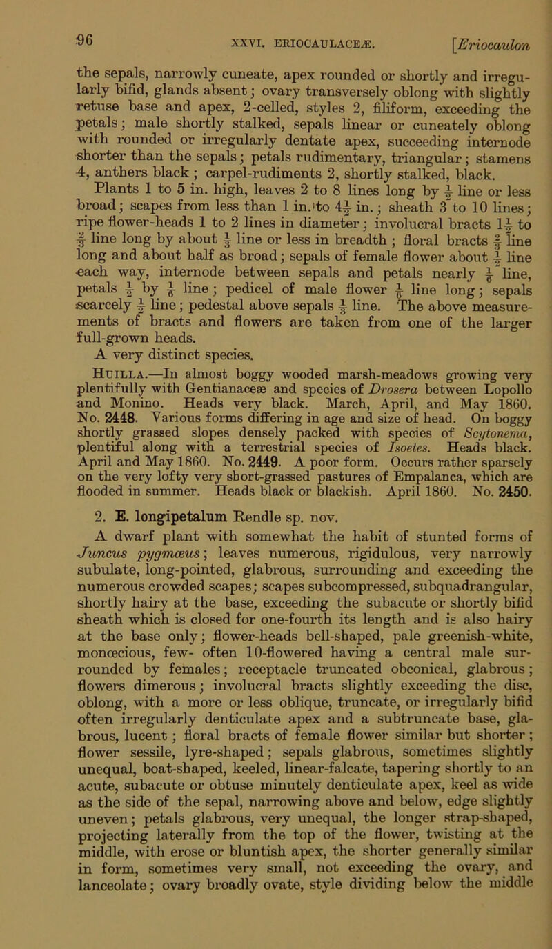 the sepals, narrowly cuneate, apex rounded or shortly and irregu- larly bifid, glands absent; ovary transversely oblong with slightly retuse base and apex, 2-celled, styles 2, filiform, exceeding the petals; male shortly stalked, sepals linear or cuneately oblong with rounded or irregularly dentate apex, succeeding internode shorter than the sepals; petals rudimentary, triangular; stamens 4, anthers black ; carpel-rudiments 2, shortly stalked, black. Plants 1 to 5 in. high, leaves 2 to 8 lines long by £ line or less broad; scapes from less than 1 in.'to 44 in.; sheath 3*to 10 lines; ripe flower-heads 1 to 2 lines in diameter; involucral bracts 1-J- to | line long by about ^ line or less in breadth ; floral bracts f line long and about half as broad; sepals of female flower about i line •each way, internode between sepals and petals nearly ^ line, petals | by £ line; pedicel of male flower £ line long; sepals scarcely £ line; pedestal above sepals ^ line. The above measure- ments of bracts and flowers are taken from one of the larger full-grown heads. A very distinct species. Heilla.—In almost boggy wooded marsh-meadows growing very plentifully with G-entianacese and species of Dvosera between Lopollo and Monino. Heads very black. March, April, and May 1860. No. 2448. Various forms differing in age and size of head. On boggy shortly grassed slopes densely packed with species of Scytonema, plentiful along with a terrestrial species of Isoetes. Heads black. April and May 1860. No. 2449. A poor form. Occurs rather sparsely on the very lofty very short-grassed pastures of Empalanca, which are flooded in summer. Heads black or blackish. April 1860. No. 2450. 2. E. longipetalum Rendle sp. nov. A dwarf plant with somewhat the habit of stunted forms of Juncus pygmceus; leaves numerous, rigidulous, very narrowly subulate, long-pointed, glabrous, surrounding and exceeding the numerous crowded scapes; scapes subcompressed, subquadrangular, shortly hairy at the base, exceeding the subacute or shortly bifid sheath which is closed for one-fourth its length and is also hairy at the base only; flower-heads bell-shaped, pale greenish-white, monoecious, few- often 10-flowered having a central male sur- rounded by females; receptacle truncated obconical, glabrous; flowers dimerous; involucral bracts slightly exceeding the disc, oblong, with a more or less oblique, truncate, or irregularly bifid often irregularly denticulate apex and a subtruncate base, gla- brous, lucent; floral bracts of female flower similar but shorter; flower sessile, lyre-shaped; sepals glabrous, sometimes slightly unequal, boat-shaped, keeled, linear-falcate, tapering shortly to an acute, subacute or obtuse minutely denticulate apex, keel as wide as the side of the sepal, narrowing above and below, edge slightly uneven; petals glabrous, very unequal, the longer strap-shaped, projecting laterally from the top of the flower, twisting at the middle, with erose or bluntish apex, the shorter generally similar in form, sometimes very small, not exceeding the ovary, and lanceolate; ovary broadly ovate, style dividing belowr the middle
