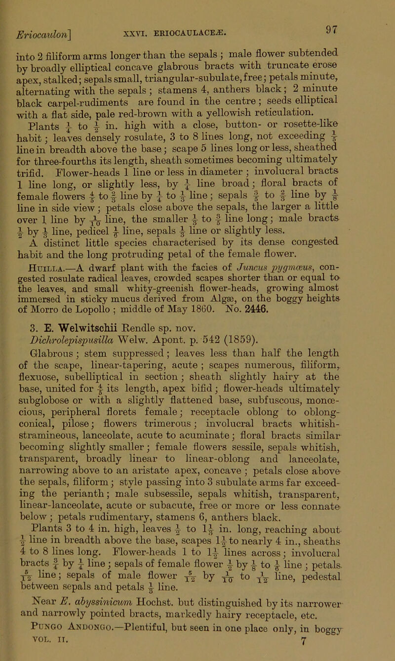 into 2 filiform arms longer than the sepals ; male flower subtended by broadly elbptical concave glabrous bracts with truncate erose apex, stalked; sepals small, triangular-subulate,free; petals minute, alternating with the sepals ; stamens 4, anthers black; 2 minute black carpel-rudiments are found in the centre; seeds elliptical with a flat side, pale red-brown with a yellowish reticulation. Plants i to 4 in. high with a close, button- or rosette-like habit; leaves densely rosulate, 3 to 8 lines long, not exceeding 4 line in breadth above the base; scape 5 lines long or less, sheathed for three-fourths its length, sheath sometimes becoming ultimately trifid. Plower-heads 1 line or less in diameter ; involucral bracts 1 line long, or slightly less, by line broad; floral bracts of female flowers 4 to § line by J to ^ line; sepals 4 to § line by •§■ line in side view; petals close above the sepals, the larger a little over 1 line by Ag. line, the smaller ^ to f line long; male bracts ■1 by x line, pedicel 4 line, sepals 4 line or slightly less. A distinct little species characterised by its dense congested habit and the long protruding petal of the female flower. Huilla.—A dwarf plant with the facies of Juncus pygmceus, con- gested rosulate radical leaves, crowded scapes shorter than or equal to the leaves, and small whity-greenish flower-heads, growing almost immersed in sticky mucus derived from Algae, on the boggy heights of Morro de Lopollo ; middle of May 1860. No. 2446. 3. E. Welwitschii Ptendle sp. nov. Dichrolepispusilla Welw. Apont. p. 542 (1859). Glabrous; stem suppressed ; leaves less than half the length of the scape, linear-tapering, acute ; scapes numerous, filiform,, flexuose, subelliptical in section; sheath slightly hairy at the base, united for its length, apex bifid ; flower-heads ultimately subglobose or with a slightly flattened base, subfuscous, monoe- cious, peripheral florets female; receptacle oblong to oblong- conical, pilose; flowers trimerous; involucral bracts whitish- stramineous, lanceolate, acute to acuminate; floral bracts similar becoming slightly smaller; female flowers sessile, sepals whitish, transparent, broadly linear to linear-oblong and lanceolate, narrowing above to an aristate apex, concave ; petals close above the sepals, filiform; style passing into 3 subulate arms far exceed- ing the perianth; male subsessile, sepals whitish, transpax-ent, linear-lanceolate, acute or subacute, fi’ee or more or less connate below ; petals rudimentary, stamens 6, anthers black. Plants 3 to 4 in. high, leaves to in. long, reaching about 4 line in breadth above the base, scapes 1-J to nearly 4 in., sheaths 4 to 8 lines long. Flower-heads 1 to 14 lines across; involucral bracts f by 4 line; sepals of female flower 4 by i to 4 line ; petals. line; sepals of male flower T4- by Aj to Aj line, pedestal between sepals and petals 4 line. Near E. abyssinicvm Hochst. but distinguished by its narrower and narrowly pointed bracts, markedly hairy l’eceptacle, etc. Pungo Andongo.—Plentiful, but seen in one place only, in boggy VOL. it. 7