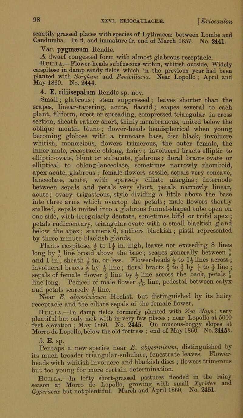 scantily grassed places with species of Lythracese between Lombe and Candumba. In fl. and immature fr. end of March 1857. No. 2441. Var. pygmseum Rendle. A dwarf congested form with almost glabrous receptacle. Huilla.—Flower-heads subfuscous within, whitish outside. Widely ciBspitose in damp sandy fields which in the previous year had been planted with Sorghum and Penicillaria. Near Lopollo : April and May 1860. No. 2444. 4. E. ciliisepalum Rendle sp. nov. Small ■ glabrous; stem suppressed; leaves shorter than the scapes, linear-tapering, acute, flaccid; scapes several to each plant, filiform, erect or spreading, compressed triangular in cross section, sheath rather short, thinly membranous, united below the oblique mouth, blunt; flower-heads hemispherical when young becoming globose with a truncate base, disc black, involucre whitish, monoecious, flowers trimerous, the outer female, the inner male, receptacle oblong, hairy ; involucral bracts elliptic to elliptic-ovate, blunt or subacute, glabrous; floral bracts ovate or elliptical to oblong-lanceolate, sometimes narrowly rhomboid, apex acute, glabrous ; female flowers sessile, sepals very concave, lanceolate, acute, with sparsely ciliate margins; internode between sepals and petals very short, petals narrowly linear, acute; ovary trigastrous, style dividing a little above the base into three arms which overtop the petals; male flowers shortly stalked, sepals united into a glabrous funnel-shaped tube open on one side, with irregularly dentate, sometimes bifid or trifid apex ; petals rudimentary, triangular-ovate with a small blackish gland below the apex; stamens 6, anthers blackish; pistil represented by three minute blackish glands. Plants csespitose, to 1£ in. high, leaves not exceeding 8 lines long by ^ line broad above the base; scapes generally between ^ and 1 in., sheath I in. or less. Flower-heads to II lines across; involucral bracts § by line ; floral bracts f to ^ by J to I line ; sepals of female flower line by ^ line across the back, petals line long. Pedicel of male flower line, pedestal between calyx and petals scarcely I line. Near E. abyssinicum Hochst. but distinguished by its hairy receptacle and the ciliate sepals of the female flower. Huilla.—In damp fields formerly planted with Zea itays ; very plentiful but only met with in very few places ; near Lopollo at 5000 feet elevation ; May 1860. No. 2445. On mucous-boggy slopes at Morro de Lopollo, below the old fortress ; end of May 1860. No. 24456. 5. E. sp. Perhaps a new species near E. abyssinicum, distinguished by its much broader triangular-subulate, fenestrate leaves. Flower- heads with whitish involucre and blackish discs ; flowers trimerous but too young for more certain determination. Huilla.—In lofty short-grassed pastures flooded in the rainy season at Morro de Lopollo, growing with small Xyruiece and Cyperacece but not plentiful. March and April 1860. No. 2451.