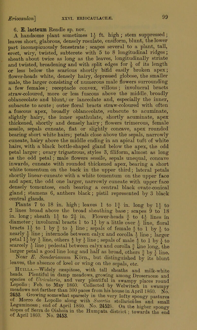 6. E. lacteum Eendle sp. nov. A handsome plant sometimes If ft. high ; stem suppressed; leaves short, glabrous, densely rosulate, ensiform, blunt, the lower part inconspicuously fenestrate; scapes several to a plant, tall, erect, wiry, twisted, subterete with 5 to 8 longitudinal ridges; sheath about twice as long as the leaves, longitudinally striate and twisted, broadening and with split edges for f of its length or less below the scarious shortly bifid easily broken apex; flower-heads white, densely hairy, depressed globose, the smaller male, the larger consisting of numerous male flowers surrounding a few females; receptacle convex, villous; involucral bracts straw-coloured, more or less fuscous above the middle, broadly oblanceolate and blunt, I or lanceolate and, especially the inner, subacute to acute; outer floral bracts straw-coloured with often a fuscous apex, broadly oblanceolate, subacute to acuminate, slightly hairy, the inner spathulate, shortly acuminate, apex thickened, shortly and densely hairy; flowers trimerous, female sessile, sepals cuneate, flat or slightly concave, apex rounded bearing short white hairs; petals close above the sepals, narrowly ■cuneate, hairy above the middle ending in an apical tuft of white hairs, with a black bottle-shaped gland below the apex, the odd petal larger; ovary trigastrous, styles 3, filiform, almost as long as the odd petal; male flowers sessile, sepals unequal, concave inwards, cuneate with rounded thickened apex, bearing a short white tomentum on the back in the upper third; lateral petals shortly linear-cuneate with a white tomentum on the upper face and apex, the odd one larger, narrowly cuneate with upper face densely tomentose, each bearing a central black ovate-conical gland; stamens 6, anthers black; pistil represented by 3 black central glands. Plants 7 to 18 in. high; leaves 1 to If in. long by If to ■2 lines broad above the broad sheathing base; scapes 9 to 18 in. long; sheath If to 2f in. Flower-heads f to 4f lines in diameter; involucral bracts 1 to If by a little over f line, floral bracts If to 1 by f to f line ; sepals of female 4 to 1 by f to nearly f line ; internode between calyx and corolla f line ; larger petal If by f line, others 4 by f line ; sepals of male 4 to 1 by f to scarcely f line ; pedestal between calyx and corolla f line long, the larger petal a good line long and half as broad, others f by f line. Near E. Sonderianum Korn., but distinguished by its blunt leaves, the absence of keel or wing on the sepals, etc. Huilla.—Widely cmspitose, with tall sheaths and milk-white heads. Plentiful in damp meadows, growing among Droseracem and species of Utricularia, and very plentiful in swampy places round Lopollo . Feb. to IVIay 1860. Collected by Welwitsch in swampy meadows not farther than 300 paces from his house in April 1860. No. Growing somewhat sparsely in the very lofty spongy pastures of Morro de Lopollo along with Swertia stellarioides and small Leguminosse; end of April 1860. No. 2452b. On the higher spongy slopes of Serra de Oiahoia in the Humpata district ; towards the end ■of April 1860. No. 2453.