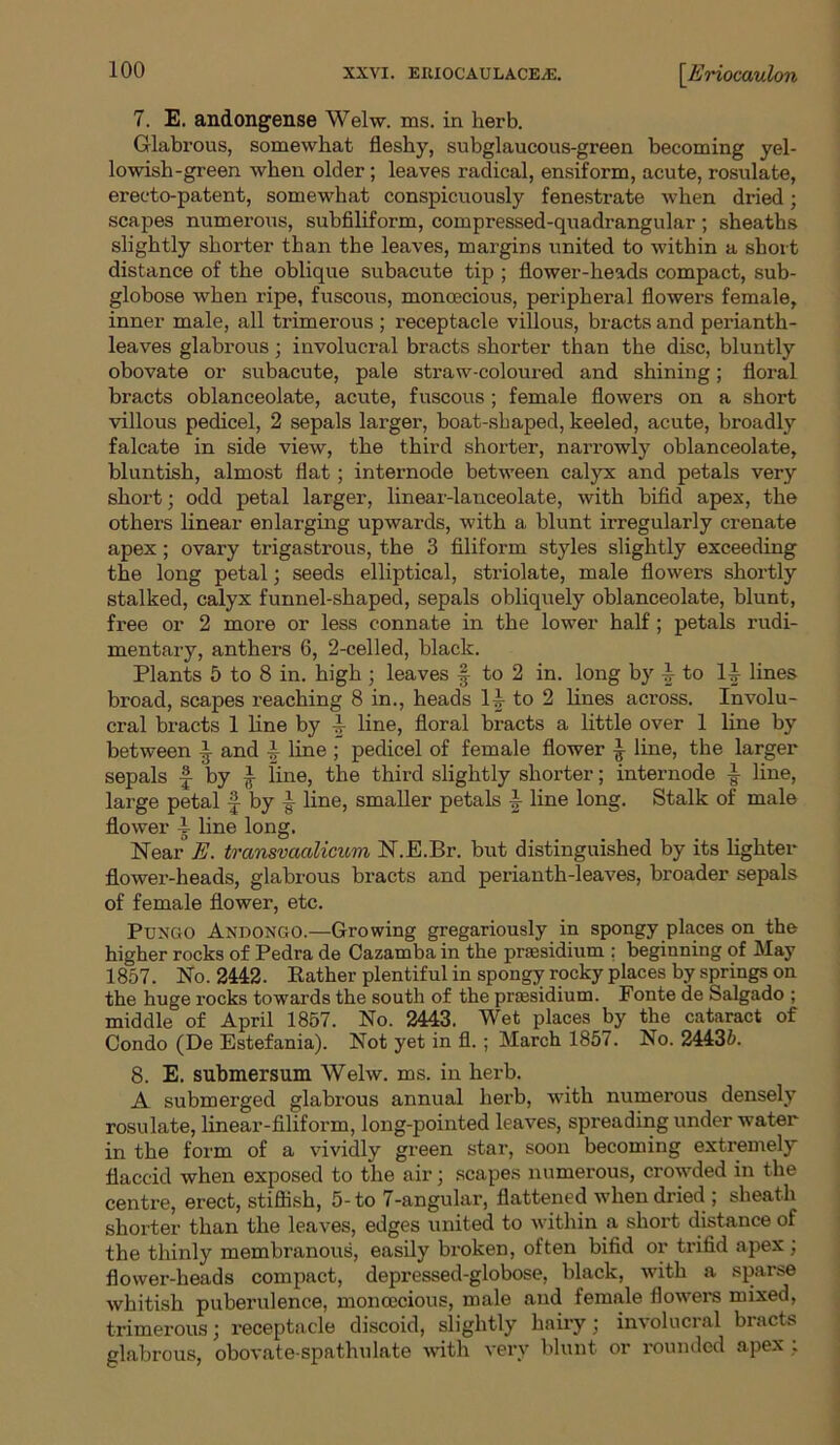 7. E. andongense Welw. ms. in herb. Glabrous, somewhat fleshy, subglaucous-green becoming yel- lowish-green when older; leaves radical, ensiform, acute, rosulate, erecto-patent, somewhat conspicuously fenestrate when dried; scapes numerous, subfiliform, compressed-quadrangular; sheaths slightly shorter than the leaves, margins united to within a short distance of the oblique subacute tip ; flower-heads compact, sub- globose when ripe, fuscous, monoecious, peripheral flowers female, inner male, all trimerous; receptacle villous, bracts and perianth- leaves glabrous; involucral bracts shorter than the disc, bluntly obovate or subacute, pale straw-coloured and shining; floral bracts oblanceolate, acute, fuscous; female flowers on a short villous pedicel, 2 sepals larger, boat-shaped, keeled, acute, broadly falcate in side view, the third shorter, narrowly oblanceolate, bluntish, almost flat; internode between calyx and petals very short; odd petal larger, linear-lanceolate, with bifid apex, the others linear enlarging upwards, with a blunt irregularly crenate apex ; ovary trigastrous, the 3 filiform styles slightly exceeding the long petal; seeds elliptical, striolate, male flowers shortly stalked, calyx funnel-shaped, sepals obliquely oblanceolate, blunt, free or 2 more or less connate in the lower half; petals rudi- mentary, anthers 6, 2-celled, black. Plants 5 to 8 in. high ; leaves §- to 2 in. long by to li lines broad, scapes reaching 8 in., heads 1|- to 2 lines across. Involu- cral bracts 1 line by 4- line, floral bracts a little over 1 line by between 1 and -t line ; pedicel of female flower ^ line, the larger sepals f by £ line, the third slightly shorter; internode ■§■ line, large petal f by f line, smaller petals £ line long. Stalk of male flower 4 line long. Near E. transvacdicum N.E.Br. but distinguished by its lighter flower-heads, glabrous bracts and perianth-leaves, broader sepals of female flower, etc. Pungo Andongo.—Growing gregariously in spongy places on the higher rocks of Pedra de Cazamba in the presidium : beginning of May 1857. No. 2442. Eather plentiful in spongy rocky places by springs on the huge rocks towards the south of the presidium. Fonte de Salgado ; middle of April 1857. No. 2443. Wet places by the cataract of Condo (De Estefania). Not yet in fl. ; March 1857. No. 24435. 8. E. submersum Welw. ms. in herb. A submerged glabrous annual herb, with numerous densely rosulate, linear-filiform, long-pointed leaves, spreading under water in the form of a vividly green star, soon becoming extremely flaccid when exposed to the air; scapes numerous, crowded in the centre, erect, stiflish, 5-to 7-angular, flattened when dried ; sheath shorter than the leaves, edges united to within a short distance of the thinly membranous, easily broken, often bifid or trifid apex; flower-heads compact, depressed-globose, black, with a sparse whitish puberulence, monoecious, male and female flowers mixed, trimerous; receptacle discoid, slightly hairy; involucral bracts glabrous, obovate-spathulate with very blunt or rounded apex ;