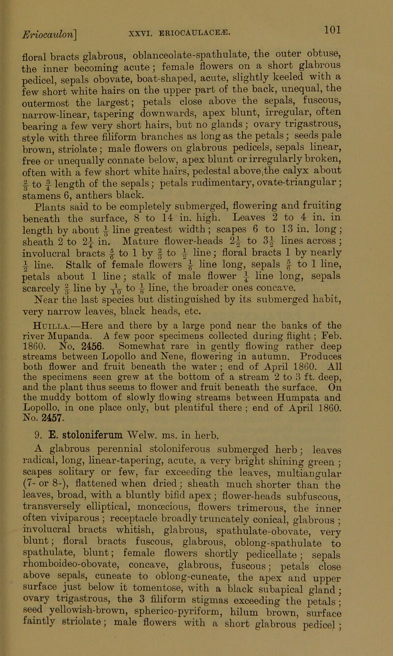 floral bracts glabrous, oblanceolate-spathulate, the outer obtuse, the inner becoming acute; female flowers on a short glabrous pedicel, sepals obovate, boat-shaped, acute, slightly keeled with a few short white hairs on the upper part of the back, unequal, the outermost the largest; petals close above the sepals, fuscous, narrow-linear, tapering downwards, apex blunt, irregular, often bearing a few very short hairs, but no glands ; ovary trigastrous, style with three filiform branches as long as the petals ; seeds pale brown, striolate; male flowers on glabrous pedicels, sepals linear, free or unequally connate below, apex blunt or irregularly broken, often with a few short white hairs, pedestal above,the calyx about f to f length of the sepals ; petals rudimentary, ovate-triangular; stamens 6, anthers black. Plants said to be completely submerged, flowering and fruiting beneath the surface, 8 to 14 in. high. Leaves 2 to 4 in. in length by about i line greatest width; scapes 6 to 13 in. long; sheath 2 to 2-} in. Mature flower-heads 2-t to 34 lines across; involucral bracts f to 1 by f to 4 line; floral bracts 1 by nearly i line. Stalk of female flowers } line long, sepals £ to 1 line, petals about 1 line; stalk of male flower £ line long, sepals scarcely § line by Aj to -- line, the broader ones concave. Near the last species but distinguished by its submerged habit, very narrow leaves, black heads, etc. Huilla.—Here and there by a large pond near the banks of the river Mupanda. A few poor specimens collected during flight ; Feb. 1860. No. 2456- Somewhat rare in gently flowing rather deep streams between Lopollo and Nene, flowering in autumn. Produces both flower and fruit beneath the water ; end of April 1860. All the specimens seen grew at the bottom of a stream 2 to 3 ft. deep, and the plant thus seems to flower and fruit beneath the surface. On the muddy bottom of slowly flowing streams between Humpata and Lopollo, in one place only, but plentiful there ; end of April 1860. No. 2457. 9. E. stoloniferum Welw. ms. in herb. A glabrous perennial stoloniferous submerged herb; leaves radical, long, linear-tapering, acute, a very bright shining green ; scapes solitary or few, far exceeding the leaves, multiangular (7- or 8-), flattened when dried; sheath much shorter than the leaves, broad, with a bluntly bifid apex; flower-heads subfuscous, transversely elliptical, monoecious, flowers trimerous, the inner often viviparous ; receptacle broadly truncately conical, glabrous ; involucral bracts whitish, glabrous, spathulate-obovate, very blunt; floral bracts fuscous, glabrous, oblong-spathulate to spathulate, blunt; female flowers shortly pedicellate; sepals rhomboideo-obovate, concave, glabrous, fuscous; petals close above sepals, cuneate to oblong-cuneate, the apex and upper surface just below it tomentose, with a black subapical gland ; ovary trigastrous, the 3 filiform stigmas exceeding the petals; seed yellowish-brown, spherico-pyriform, hilum brown, surface faintly striolate; male flowers with a short glabrous pedicel ;
