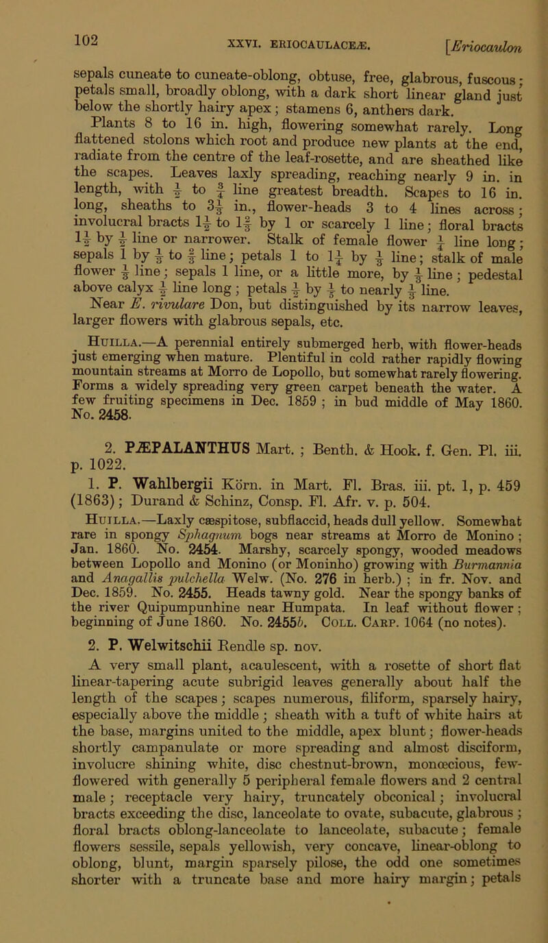 sepals cuneate to cuneate-oblong, obtuse, free, glabrous, fuscous * petals small, broadly oblong, with a dark short linear gland just below the shortly hairy apex; stamens 6, anthers dark. Plants 8 to 16 in. high, flowering somewhat rarely. Long flattened stolons which root and produce new plants at the end, radiate from the centre of the leaf-rosette, and are sheathed like the scapes. Leaves laxly spreading, reaching nearly 9 in. in length, with £ to £ line greatest breadth. Scapes to 16 in. long, sheaths to 3^- in., flower-heads 3 to 4 lines across; involucral bracts 1£ to l|j by 1 or scarcely 1 line; floral bracts by £ line or narrower. Stalk of female flower -} line long; sepals 1 by i to f line; petals 1 to 1£ by ^ line; stalk of male flower ^ line; sepals 1 line, or a little more, by ^ line ; pedestal above calyx £ line long; petals £ by i to nearly £ line. Near E. rivulare Don, but distinguished by its narrow leaves, larger flowers with glabrous sepals, etc. Huilla.—A perennial entirely submerged herb, with flower-heads just emerging when mature. Plentiful in cold rather rapidly flowing mountain streams at Moito de Lopollo, but somewhat rarely flowering. Forms a widely spreading very green carpet beneath the water. A few fruiting specimens in Dec. 1859 ; in bud middle of May 1860. No. 2458. 2. PiEPALANTHUS Mart. ; Benth. & Hook. f. Gen. PI. iii. p. 1022. 1. P. Wahlbergii Korn, in Mart. FI. Bras. iii. pt. 1, p. 459 (1863); Durand & Schinz, Consp. FI. Afr. v. p. 504. Huilla.—Laxly casspitose, subflaccid, heads dull yellow. Somewhat rare in spongy SjAiagnum bogs near streams at Morro de Monino ; Jan. 1860. No. 2454. Marshy, scarcely spongy, wooded meadows between Lopollo and Monino (or Moninho) growing with Burmannia and Anagallis jmlchella Welw. (No. 276 in herb.) ; in fr. Nov. and Dec. 1859. No. 2455. Heads tawny gold. Near the spongy banks of the river Quipumpunhine near Humpata. In leaf without flower; beginning of June 1860. No. 24555. Coll. Carp. 1064 (no notes). 2. P. Welwitschii Bendle sp. nov. A very small plant, acaulescent, with a rosette of short flat linear-tapering acute subrigid leaves generally about half the length of the scapes; scapes numerous, filiform, sparsely hairy, especially above the middle ; sheath with a tuft of white hairs at the base, margins united to the middle, apex blunt; flower-heads shortly campanulate or more spreading and almost disciform, involucre shining white, disc chestnut-brown, monoecious, few- flowered -with generally 5 peripheral female flowers and 2 central male; receptacle very hairy, truncately obconical; involucral bracts exceeding the disc, lanceolate to ovate, subacute, glabrous ; floral bracts oblong-lanceolate to lanceolate, subacute; female flowers sessile, sepals yellowish, very concave, linear-oblong to oblong, blunt, margin sparsely pilose, the odd one sometimes shorter with a truncate base and more hairy margin; petals
