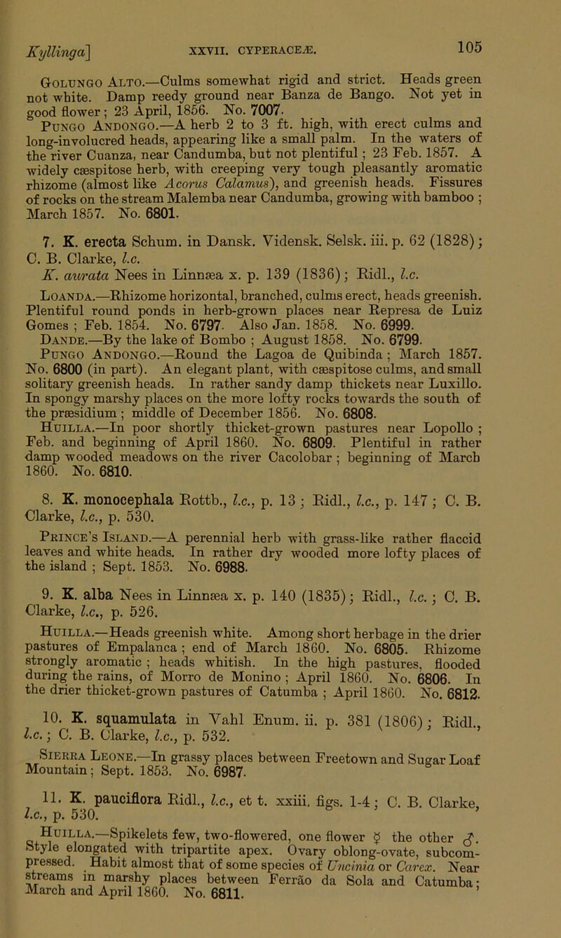 Golungo Alto.—Culms somewhat rigid and strict. Heads green not white. Damp reedy ground near Banza de Bango. Not yet in good flower; 23 April, 1856. No. 7007- Pungo Andongo.—A herb 2 to 3 ft. high, with erect culms and long-involucred heads, appearing like a small palm. In the waters of the river Cuanza, near Candumba, but not plentiful; 23 Feb. 1857. A widely csespitose herb, with creeping very tough pleasantly aromatic rhizome (almost like Acorus Calamus), and greenish heads. Fissures of rocks on the stream Malemba near Candumba, growing with bamboo ; March 1857. No. 6801. 7. K. erecta Schum. in Dansk. Vidensk. Selsk. iii. p. 62 (1828); C. B. Clarke, lx. K. aurata Nees in Linnsea x. p. 139 (1836); Ridl., lx. Loanda.—Rhizome horizontal, branched, culms erect, heads greenish. Plentiful round ponds in herb-grown places near Represa de Luiz Gomes ; Feb. 1854. No. 6797- Also Jan. 1858. No. 6999. Dande.—By the lake of Bombo ; August 1858. No. 6799. Pungo Andongo.—Round the Lagoa de Quibinda ; March 1857. No. 6800 (in part). An elegant plant, with csespitose culms, and small solitary greenish heads. In rather sandy damp thickets near Luxillo. In spongy marshy places on the more lofty rocks towards the south of the presidium ; middle of December 1856. No. 6808. Huilla.—In poor shortly thicket-grown pastures near Lopollo ; Feb. and beginning of April 1860. No. 6809. Plentiful in rather damp wooded meadows on the river Cacolobar ; beginning of March 1860. No. 6810. 8. K. monocephala Rottb., l.c., p. 13 ; Ridl., l.c., p. 147 ; C. B. Clarke, l.c., p. 530. Prince’s Island.—A perennial herb with grass-like rather flaccid leaves and white heads. In rather dry wooded more lofty places of the island ; Sept. 1853. No. 6988. 9. K. alba Nees in Linnaea x. p. 140 (1835); Ridl., l.c. ; C. B. Clarke, l.c., p. 526. Huilla.—Heads greenish white. Among short herbage in the drier pastures of Empalanca ; end of March 1860. No. 6805. Rhizome strongly aromatic ; heads whitish. In the high pastures, flooded during the rains, of Morro de Monino ; April 1860. No. 6806. In the drier thicket-grown pastures of Catumba ; April 1860. No. 6812. 10. K. squamulata in Vahl Enum. ii. p. 381 (1806): Ridl. l.c.; C. B. Clarke, l.c., p. 532. Sierra Leone.—In grassy places between Freetown and Sugar Loaf Mountain; Sept. 1853. No. 6987. 11. K. pauciflora Ridl., l.c., et t. xxiii. figs. 1-4; C. B. Clarke, l.c., p. 530. Huilla.—Spikelets few, two-flowered, one flower $ the other Style elongated with tripartite apex. Ovary oblong-ovate, subcom- pressed. Habit almost that of some species of Uncinia or Car ex. Near streams m marshy places between Ferrao da Sola and Catumba- March and April 1860. No. 6811.