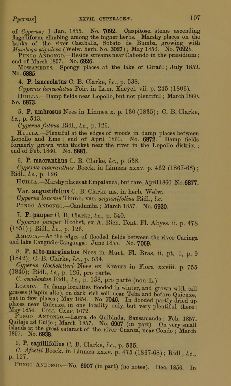 of Cyperus; 1 Jan. 1855. No. 7092. Csespitose, stems ascending flagelliform, climbing among the higher herbs. Marshy places on the banks of the river Casaballa, Sobato de Bumba, growing with Mamboga stipulosa (Welw. herb. No. 3027) ; May 1856. No. 70925. Pungo Andongo.—Beside streams near Cabondo in the prsesidium ; end of March 1857. No. 6926. Mossamedes.—Spongy places at the lake of Giraul; July 1859. No. 6885. 4. P. lanceolatus C. B. Clarke, l.c., p. 538. Cyperus lanceolatus Poir. in Lam. Encycl. vii. p. 245 (1806). Huilla.—Damp fields near Lopollo, but not plentiful; March 1860. No. 6873. 5. P. umbrosus Nees in Linnsea x. p. 130 (1835); C. B. Clarke, l.c., p. 543. Cypants fulvus Ridl., l.c., p. 126. Huilla.—Plentiful at the edges of woods in damp places between Lopollo and Erne ; end of April 1860. No. 6872. Damp fields formerly grown with thicket near the river in the Lopollo district : end of Feb. 1860. No. 6881. 6. P. macranthus C. B. Clarke, l.c., p. 538. Cyperus macranthus Boeck. in Linnsea xxxv. p. 462 (1867-68); Ridl., l.c., p. 126. Huilla.—Marshy places at Empalanca, but rare; April 1860. No. 6877. Var. angustifolius C. B. Clarke ms. in herb. Welw. Cypems lanceus Thunb. var. angustifolius Ridl., l.c. Pungo Andongo.—Candumba ; March 1857. No. 6930. 7. P. pauper C. B. Clarke, l.c., p. 540. Cypems pauper Hochst. ex A. Rich. Tent. FI. Abyss, ii. p. 478 (1851); Ridl., l.c., p. 126. Ambaca.—At the edges of flooded fields between the river Caringa and lake Cangudle-Canganga; June 1855. No. 7069. 8. P. albo-marginatus Nees in Mart. FI. Bras. ii. pt. 1 p. 9 (1842); C. B. Clarke, l.c., p. 534. Cyperus Hochstetteri Nees ex Krauss in Flora xxviii. p 755 (1845); Ridl., l.c., p. 126, pro parte. C. esculentus Ridl., l.c., p. 138, pro parte (non L.) Loanda —In damp localities flooded in winter, and grown with tall grasses (Capim alto), on dark rich soil near Teba and before Ouicuxe but in few places ; May 1854. No. 7046. In flooded partly dried up places near Quicuxe, in one locality only, but very plentiful there; May 18o4. Coll. Carp. 1072. Pungo Andongo.—Lagoa de Quibinda, Sansamanda ; Feb. 1857. Quitaje ad Curje ; March 1857. No. 6907 (in part). On very small 1857 go'eUr* CataraCt °f the river Cuanza> near Condo ; March 9. P. capillifolius C. B. Clarke, l.c., p. 535. C. Afzelii Boeck. in Linnsea xxxv. p. 475 (1867-68); Ridl., l.c. Pungo Andongo.—No. 6907 (in part) (no notes). Dec. 1856. In