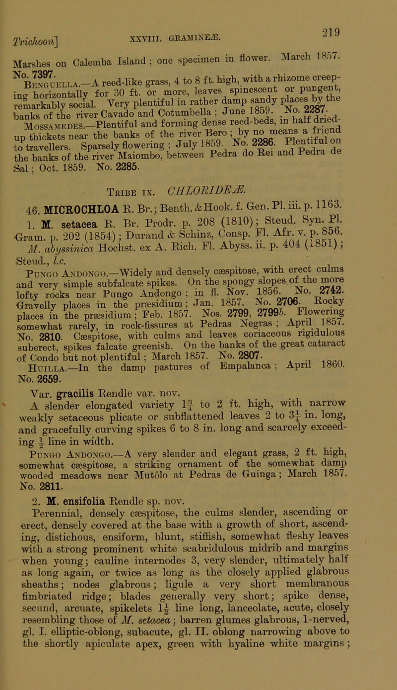 Trichoon] March 1857. Marshes on Calemba Island ; one specimen in flower. ^Benguella.—A reed-like grass, 4 to 8 ft. high, with a rhizome creep- ing horizontally for 30 ft. or more, leaves spinescent or pungent, remarkably socfal. Very plentiful in rather damp sandy places by 1 banks of the river Cavado and Cotumbella ; June 18o9. No. 3287. Mossamedes—Plentiful and forming dense reed-beds, in kalf dnecP UD thickets near the banks of the river Bero ; by no means a friend to*travellers. Sparsely flowering ; July 1859. No. 2286 ^1entifu on the banks of the river Maiombo, between Pedra do Rei and Pedra de Sal; Oct. 1859. No. 2285. Tribe ix. CHLORIDEsE. 46. MICROCHLOA R. Br.j Benth. &Hook. f. Gen. PI. iii. p. H63. 1. M. setacea R. Br. Prodr. p. 208 (1810); Steud. Syn. PI. Gram. p. 202 (1854); Durand & Schinz, Consp. FI. Afr v ^ 856. M. abyssinica Hochst. ex A. Rich. FI. Abyss, u. p. 404 (1851); Steud., l.c. Pungo Andongo.—Widely and densely csespitose, with erect culms and very simple subfalcate spikes. On the spongy slopes of the more lofty rocks near Pungo Andongo ; in fl. Nov. lobb. No. 2744. Gravelly places in the presidium ; Jan. 1857. No. 2706. Roc y places in the presidium; Feb. 1857. Nos. 2799, 27995. Flowering somewhat rarely, in rock-fissures at Pedras Negras ; April 15 i. No. 2810. Csespitose, with culms and leaves coriaceous rigidulous suberect, spikes falcate greenish. On the banks of the great cataract of Condo but not plentiful ; March 1857. No. 2807- Huilla.—In the damp pastures of Empalanca ; April 18oU. No. 2659. Var. gracilis Rendle var. nov. A slender elongated vai’iety 1-J to 2 ft. high, with narrow weakly setaceous plicate or subflattened leaves 2 to 31 in. long, and gracefully curving spikes 6 to 8 in. long and scarcely exceed- ing 1 line in width. Pungo Andongo.—A very slender and elegant grass, 2 ft. high, somewhat csespitose, a striking ornament of the somewhat damp wooded meadows near Mutdlo at Pedras de Guinga ; March 1857. No. 2811. 2. M. ensifolia Rendle sp. nov. Perennial, densely csespitose, the culms slender, ascending or erect, densely covered at the base with a growth of short, ascend- ing, distichous, ensiform, blunt, stiflfish, somewhat fleshy leaves with a strong prominent white scabridulous midrib and margins when young; cauline internodes 3, very slender, ultimately half as long again, or twice as long as the closely applied glabrous sheaths; nodes glabrous; ligule a very short membranous fimbriated ridge; blades generally very short; spike dense, secund, arcuate, spikelets 14 line long, lanceolate, acute, closely resembling those of M. setacea; barren glumes glabrous, 1 -nerved, gl. I. elliptic-oblong, subacute, gl. II. oblong narrowing above to the shortly apiculate apex, green with hyaline white margins ;