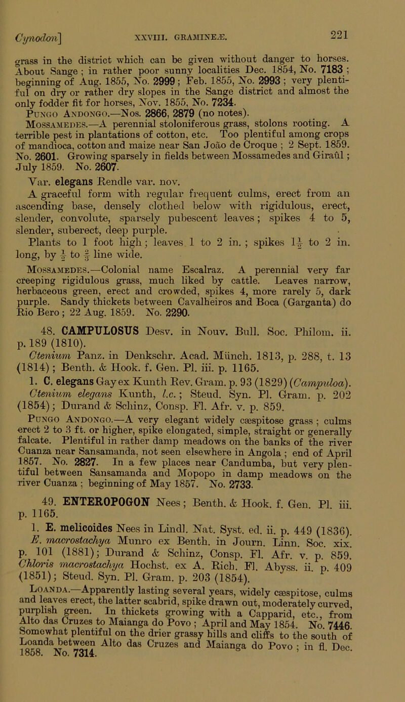 grass in the district which can be given without danger to horses. About Sange ; in rather poor sunny localities Dec. 1854, No. 7183 ; beginning of Aug. 1855, No. 2999; Feb. 1855, No. 2993 ; very plenti- ful on dry or rather dry slopes in the Sange district and almost the only fodder fit for horses, Nov. 1855, No. 7234. Pungo Andongo.—Nos. 2866, 2879 (no notes). Mossamedes.—A perennial stoloniferous grass, stolons rooting. A terrible pest in plantations of cotton, etc. Too plentiful among crops of mandioca, cotton and maize near San Joao de Croque ; 2 Sept. 1859. No. 2601. Growing sparsely in fields between Mossamedes and Giraul; July 1859. No. 2607- Y:ir. elegans Rendle var. nov. A graceful form with regular frequent culms, erect from an ascending base, densely clothed below with rigidulous, erect, slender, convolute, sparsely pubescent leaves; spikes 4 to 5, slender, suberect, deep purple. Plants to 1 foot high; leaves 1 to 2 in. ; spikes 1’7 to 2 in. long, by 4 to line wide. Mossamedes.—Colonial name Escalraz. A perennial very far creeping rigidulous grass, much liked by cattle. Leaves narrow, herbaceous green, erect and crowded, spikes 4, more rarely 5, dark purple. Sandy thickets between Cavalheiros and Boca (Garganta) do Rio Bero ; 22 Aug. 1859. No. 2290. 48. CAMPTJLOSTJS Desv. in Nouv. Bull. Soc. Pliilom. ii. p. 189 (1810). Ctenium Panz. in Denkschr. Acad. Munch. 1813, p. 288, t. 13 (1814); Benth. & Hook. f. Gen. PI. iii. p. 1165. 1. C. elegans Gay ex Kunth Rev. Gram. p. 93 (1829) (Campidoa). Ctenium elegans Kunth, l.c.; Steud. Syn. PI. Gram. p. 202 (1854); Durand & Schinz, Consp. FI. Afr. v. p. 859. Pungo Andongo.—A very elegant widely casspitose grass ; culms erect 2 to 3 ft. or higher, spike elongated, simple, straight or generally falcate. Plentiful in rather damp meadows on the banks of the river Cuanza near Sansamanda, not seen elsewhere in Angola ; end of April 1857. No. 2827. In a few places near Candumba, but very plen- tiful between Sansamanda and Mopopo in damp meadows on the river Cuanza ; beginning of May 1857. No. 2733. 49. ENTEROPOGON Nees; Benth. & Hook, f Gen PI iii p. 1165. 1. E. melicoides Nees in Lindl. Nat. Syst. ed. ii. p. 449 (1836). E. macrostachya Munro ex Benth. in Journ. Linn. Soc. xix. p. 101 (1881); Durand & Schinz, Consp. FI. Afr. v. p. 859. Chbris macrostachya Hochst. ex A. Rich. FI. Abyss, ii p 409 (1851); Steud. Syn. PI. Gram. p. 203 (1854). Loanda.—Apparently lasting several years, widely ctespitose, culms and leaves erect, the latter scabrid, spike drawn out, moderately curved purplish green. In thickets growing with a Capparid, etc., from Alto das Cruzes to Maianga do Povo ; April and May 1854. No. 7446 Somewhat plentiful on the drier grassy hills and cliffs to the south of A t0 daS Cruzes and Maianga do Povo ; in fl Dec