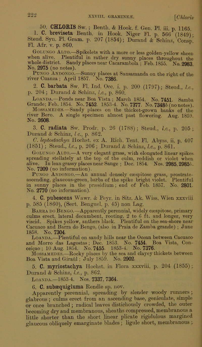 \Chlori •l& 50. CHLORIS Sw.; Benth. & Hook. f. Gen. PI. iii. p. 1165. 1. C. breviseta Benth. in Hook. Niger FI. p. 566 (1849): Steud. Syn. PI. Gram. p. 207 (1854); Durand & Schinz, Oonsn Fl. Afr. v. p. 860. 1 * Golungo Alto.—Spikelets with a more or less golden-yellow sheen when alive. Plentiful in rather dry sunny places throughout the whole district. Sandy places near Cacarambola : Feb. 1855. No. 2983 No. 2975 (no notes). Pungo Andongo.—Sunny places at Sansamanda on the right of the river Cuanza ; April 1857. No. 7386. 2. C. barbata Sw. FI. Ind. Occ. i. p. 200 (1797); Steud., l.c., p. 204; Durand & Schinz, l.c., p. 860. Loaxda.—Ponds near Boa Yista : March 1854. No. 7451. Samba Grande; Feb. 1854. No. 7452. 1853-4. No. 7377. No. 73485 (no notes). Mossamedes.—Sandy places on the thicket-grown banks of the river Bero. A single specimen almost past flowering. Aug 1859 No. 2608. 3. C. radiata Sw. Prodr. p. 26 (1788); Steud., l.c., p. 205;. Durand & Schinz, l c., p. 862. C. leptostachya Hochst. ex A. Rich. Tent. FI. Abyss, ii. p. 407 (1851); Steud., l.c., p. 206; Durand & Schinz, l.c., p. 861. Golungo Alto.—A very elegant grass, with elongated linear spikes spreading stellately at the top of the culm, reddish or violet when alive. In lean grassy places near Sange ; Dec. 1854. Nos. 2985, 29855. No. 7209 (no information). Pungo Andongo.—An annual densely ca3spitose grass, prostrate- ascending, glaucous-green, barbs of the spike bright violet. Plentiful in sunny places in the presidium; end of Feb. 1857. No. 2801. No. 2770 (no information). 4. C. pubescens Wawr. & Peyr. in Sitz. Ak. Wiss. Wien xxxviii p. 585 (1860), (Sert. Benguel. p. 45) non Lag. Barra do Bongo.—Apparently perennial, widely ciespitose, primary culms erect, lateral decumbent, rooting, 2 to 6 ft. and longer, very viscid. Spikes yellow, anthers black. Plentiful on the sea-shore near Cacuaco and Barra do Bengo, (also in Praia de Zamba grande) ; June 1858. No. 7304. Loanda.—Plentiful on sandy hills near the Ocean between Cacuaco and Morro das Lagostas ; Dec. 1853. No. 7454. Boa Yista, Con- ceicjao ; 10 Aug. 1854. No. 7455- 1853-4. No. 7376. Mossamedes.—Rocky places by the sea and clayey thickets between Boa Yista and Giraul; July 1859. No. 2902. 5. C. myriostachya Hochst. in Flora xxxviii. p. 204 (1S55); Durand & Schinz, l.c., p. 862. Loanda.—1853-4. Nos. 7337, 7364. 6. C. subaequigluma Rendle sp. nov. Apparently perennial, spreading by slender woody runners; glabrous; culms erect from an ascending base, geniculate, simple or once branched ; radical leaves distichously crowded, the outer becoming dry and membranous, sheaths compressed, membranous a little shorter than the short linear plicate rigidulous margined glaucous obliquely emarginate blades; ligule short, membranous ;